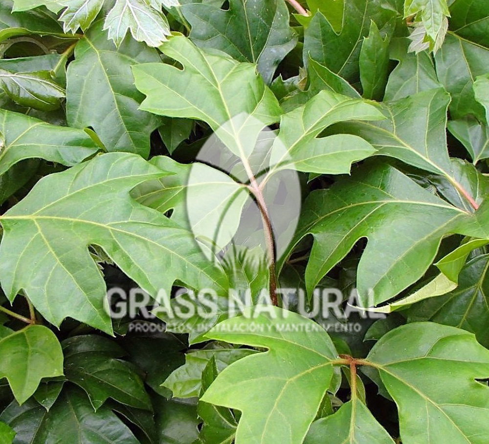 tipos de jardineria,jardineria cursos,servicio de jardineria,importancia de jardineria,jardineria herramientas,jardineria y plantas,jardineria y paisajismo,jardineria macetas,tipos de jardineria,jardineria cursos,servicio de jardineria,importancia de jardineria,jardineria herramientas,jardineria y plantas,jardineria y paisajismo,jardineria macetas,instalacion de grass sintetico pdf,como instalar grass sintetico,instalacion de grass natural,grass sintetico deportivo,grass sintetico decorativo,como colocar cesped sintetico para canchas,instalacion de grass sintetico sobre losa de concreto,procedimiento de instalacion de grass sintetico,como poner pasto natural,cómo preparar la tierra para poner pasto en rollo,como plantar cesped en tierra dura,venta de grass natural en huancayo,grass americano,como hacer panes de cesped caseros,como instalar grama,cesped en rollo,grass americano promart,grass americano descripcion,venta de grass americano en huachipa,grass japones,grass paspalum,grass americano chaclacayo,grass natural precio maestro,grass americano en lurin,grass paspalum lima,semilla grass paspalum,pasto paspalum caracteristicas,grass americano,grass bermuda,pasto paspalum precio,diferencia entre grass americano y paspalum,tipos de grass,semillas de cesped para jardin,pasto que no necesita corte,tipos de cesped para canchas de futbol,tipos de pasto para sombra,cesped caracteristicas,tipos de pasto san agustin,cesped natural para jardin,cesped kikuyo,como poner pasto natural,cómo preparar la tierra para poner pasto en rollo,como plantar cesped en tierra dura,venta de grass natural en huancayo,grass americano,como hacer panes de cesped caseros,como instalar grama,cesped en rollo,cómo preparar la tierra para poner pasto en rollo,como poner pasto en semilla,pasto alfombra natural,como sembrar pasto alfombra,cuidado del pasto en rollo recien plantado,instalacion de cesped natural,pasto sintetico,pasto chino cuidados,cómo preparar la tierra para poner pasto en rollo,como poner pasto en semilla,pasto alfombra natural,como sembrar pasto alfombra,cuidado del pasto en rollo recien plantado,instalacion de cesped natural,pasto sintetico,pasto chino cuidados,venta de plantas al por mayor,venta de plantas ornamentales en lima,venta de plantas de flores,venta de plantas en trujillo,venta de plantas por internet,venta de plantas en piura,viveros en lurin,viveros en lurin pachacamac,venta de plantas al por mayor,venta de plantas ornamentales en lima,viveros en lurin,viveros en la molina,viveros en lurin pachacamac,flor de loto venta peru,viveros en chorrillos ,venta de plantas online,venta de plantas al por mayor en lima,venta de plantas ornamentales,venta de plantas de flores,viveros en lurin,venta de plantas en magdalena,venta de plantas online,viveros en lurin pachacamac,viveros en la molina,venta de grass natural en lurin,venta de grass natural en puente piedra,grass natural precio maestro,venta de grass japones en lima,venta de grass natural en piura,venta de grass natural en comas,semilla de grass,venta de grass chino en lima,semilla grass bermuda black jack,grass americano,semillas de cesped para jardin,grass natural precio maestro,grass natural promart,crecimiento de grass,grass para parques,venta de cesped natural,venta de grass natural en lurin,venta de grass natural en puente piedra,grass natural precio maestro,venta de grass japones en lima,venta de grass natural en piura,venta de grass natural en comas,venta de grass sintetico,venta de grass chino en lima,venta de grass natural en lurin,venta de grass natural en puente piedra,grass natural precio maestro,venta de grass japones en lima,venta de grass natural en piura,venta de grass natural en comas,venta de grass sintetico,venta de grass chino en lima