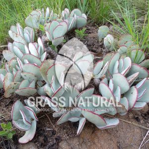 tipos de jardineria,jardineria cursos,servicio de jardineria,importancia de jardineria,jardineria herramientas,jardineria y plantas,jardineria y paisajismo,jardineria macetas,tipos de jardineria,jardineria cursos,servicio de jardineria,importancia de jardineria,jardineria herramientas,jardineria y plantas,jardineria y paisajismo,jardineria macetas,instalacion de grass sintetico pdf,como instalar grass sintetico,instalacion de grass natural,grass sintetico deportivo,grass sintetico decorativo,como colocar cesped sintetico para canchas,instalacion de grass sintetico sobre losa de concreto,procedimiento de instalacion de grass sintetico,como poner pasto natural,cómo preparar la tierra para poner pasto en rollo,como plantar cesped en tierra dura,venta de grass natural en huancayo,grass americano,como hacer panes de cesped caseros,como instalar grama,cesped en rollo,grass americano promart,grass americano descripcion,venta de grass americano en huachipa,grass japones,grass paspalum,grass americano chaclacayo,grass natural precio maestro,grass americano en lurin,grass paspalum lima,semilla grass paspalum,pasto paspalum caracteristicas,grass americano,grass bermuda,pasto paspalum precio,diferencia entre grass americano y paspalum,tipos de grass,semillas de cesped para jardin,pasto que no necesita corte,tipos de cesped para canchas de futbol,tipos de pasto para sombra,cesped caracteristicas,tipos de pasto san agustin,cesped natural para jardin,cesped kikuyo,como poner pasto natural,cómo preparar la tierra para poner pasto en rollo,como plantar cesped en tierra dura,venta de grass natural en huancayo,grass americano,como hacer panes de cesped caseros,como instalar grama,cesped en rollo,cómo preparar la tierra para poner pasto en rollo,como poner pasto en semilla,pasto alfombra natural,como sembrar pasto alfombra,cuidado del pasto en rollo recien plantado,instalacion de cesped natural,pasto sintetico,pasto chino cuidados,cómo preparar la tierra para poner pasto en rollo,como poner pasto en semilla,pasto alfombra natural,como sembrar pasto alfombra,cuidado del pasto en rollo recien plantado,instalacion de cesped natural,pasto sintetico,pasto chino cuidados,venta de plantas al por mayor,venta de plantas ornamentales en lima,venta de plantas de flores,venta de plantas en trujillo,venta de plantas por internet,venta de plantas en piura,viveros en lurin,viveros en lurin pachacamac,venta de plantas al por mayor,venta de plantas ornamentales en lima,viveros en lurin,viveros en la molina,viveros en lurin pachacamac,flor de loto venta peru,viveros en chorrillos ,venta de plantas online,venta de plantas al por mayor en lima,venta de plantas ornamentales,venta de plantas de flores,viveros en lurin,venta de plantas en magdalena,venta de plantas online,viveros en lurin pachacamac,viveros en la molina,venta de grass natural en lurin,venta de grass natural en puente piedra,grass natural precio maestro,venta de grass japones en lima,venta de grass natural en piura,venta de grass natural en comas,semilla de grass,venta de grass chino en lima,semilla grass bermuda black jack,grass americano,semillas de cesped para jardin,grass natural precio maestro,grass natural promart,crecimiento de grass,grass para parques,venta de cesped natural,venta de grass natural en lurin,venta de grass natural en puente piedra,grass natural precio maestro,venta de grass japones en lima,venta de grass natural en piura,venta de grass natural en comas,venta de grass sintetico,venta de grass chino en lima,venta de grass natural en lurin,venta de grass natural en puente piedra,grass natural precio maestro,venta de grass japones en lima,venta de grass natural en piura,venta de grass natural en comas,venta de grass sintetico,venta de grass chino en lima Contáctenos al 921839882 o escríbenos a ventas@grassnatural.com