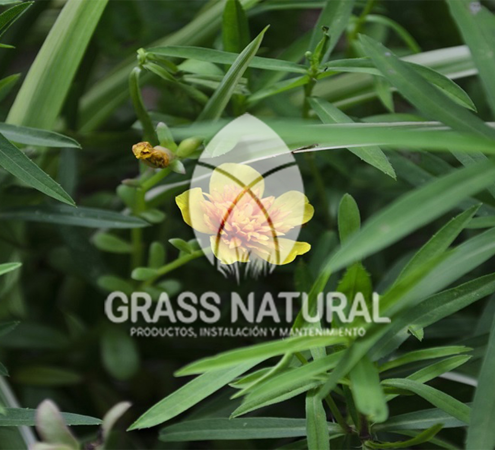 poner pasto en rollo,como plantar cesped en tierra dura,venta de grass natural en huancayo,grass americano,como hacer panes de cesped tipos de jardineria,jardineria cursos,servicio de jardineria,importancia de jardineria,jardineria herramientas,jardineria y plantas,jardineria y paisajismo,jardineria macetas,tipos de jardineria,jardineria cursos,servicio de jardineria,importancia de jardineria,jardineria herramientas,jardineria y plantas,jardineria y paisajismo,jardineria macetas,instalacion de grass sintetico pdf,como instalar grass sintetico,instalacion de grass natural,grass sintetico deportivo,grass sintetico decorativo,como colocar cesped sintetico para canchas,instalacion de grass sintetico sobre losa de concreto,procedimiento de instalacion de grass sintetico,como poner pasto natural,cómo preparar la tierra para poner pasto en rollo,como plantar cesped en tierra dura,venta de grass natural en huancayo,grass americano,como hacer panes de cesped caseros,como instalar grama,cesped en rollo,grass americano promart,grass americano descripcion,venta de grass americano en huachipa,grass japones,grass paspalum,grass americano chaclacayo,grass natural precio maestro,grass americano en lurin,grass paspalum lima,semilla grass paspalum,pasto paspalum caracteristicas,grass americano,grass bermuda,pasto paspalum precio,diferencia entre grass americano y paspalum,tipos de grass,semillas de cesped para jardin,pasto que no necesita corte,tipos de cesped para canchas de futbol,tipos de pasto para sombra,cesped caracteristicas,tipos de pasto san agustin,cesped natural para jardin,cesped kikuyo,como poner pasto natural,cómo preparar la tierra para caseros,como instalar grama,cesped en rollo,cómo preparar la tierra para poner pasto en rollo,como poner pasto en semilla,pasto alfombra natural,como sembrar pasto alfombra,cuidado del pasto en rollo recien plantado,instalacion de cesped natural,pasto sintetico,pasto chino cuidados,cómo preparar la tierra para poner pasto en rollo,como poner pasto en semilla,pasto alfombra natural,como sembrar pasto alfombra,cuidado del pasto en rollo recien plantado,instalacion de cesped natural,pasto sintetico,pasto chino cuidados,venta de plantas al por mayor,venta de plantas ornamentales en lima,venta de plantas de flores,venta de plantas en trujillo,venta de plantas por internet,venta de plantas en piura,viveros en lurin,viveros en lurin pachacamac,venta de plantas al por mayor,venta de plantas ornamentales en lima,viveros en lurin,viveros en la molina,viveros en lurin pachacamac,flor de loto venta peru,viveros en chorrillos ,venta de plantas online,venta de plantas al por mayor en lima,venta de plantas ornamentales,venta de plantas de flores,viveros en lurin,venta de plantas en magdalena,venta de plantas online,viveros en lurin pachacamac,viveros en la molina,venta de grass natural en lurin,venta de grass natural en puente piedra,grass natural precio maestro,venta de grass japones en lima,venta de grass natural en piura,venta de grass natural en comas,semilla de grass,venta de grass chino en lima,semilla grass bermuda black jack,grass americano,semillas de cesped para jardin,grass natural precio maestro,grass natural promart,crecimiento de grass,grass para parques,venta de cesped natural,venta de grass natural en lurin,venta de grass natural en puente piedra,grass natural precio maestro,venta de grass japones en lima,venta de grass natural en piura,venta de grass natural en comas,venta de grass sintetico,venta de grass chino en lima,venta de grass natural en lurin,venta de grass natural en puente piedra,grass natural precio maestro,venta de grass japones en lima,venta de grass natural en piura,venta de grass natural en comas,venta de grass sintetico,venta de grass chino en lima Para más información nos puedes llamar al 921 839 832 o escribirnos aI ventas@grassnatural.com