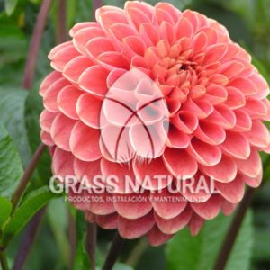 tipos de jardineria,jardineria cursos,servicio de jardineria,importancia de jardineria,jardineria herramientas,jardineria y plantas,jardineria y paisajismo,jardineria macetas,tipos de jardineria,jardineria cursos,servicio de jardineria,importancia de jardineria,jardineria herramientas,jardineria y plantas,jardineria y paisajismo,jardineria macetas,instalacion de grass sintetico pdf,como instalar grass sintetico,instalacion de grass natural,grass sintetico deportivo,grass sintetico decorativo,como colocar cesped sintetico para canchas,instalacion de grass sintetico sobre losa de concreto,procedimiento de instalacion de grass sintetico,como poner pasto natural,cómo preparar la tierra para poner pasto en rollo,como plantar cesped en tierra dura,venta de grass natural en huancayo,grass americano,como hacer panes de cesped caseros,como instalar grama,cesped en rollo,grass americano promart,grass americano descripcion,venta de grass americano en huachipa,grass japones,grass paspalum,grass americano chaclacayo,grass natural precio maestro,grass americano en lurin,grass paspalum lima,semilla grass paspalum,pasto paspalum caracteristicas,grass americano,grass bermuda,pasto paspalum precio,diferencia entre grass americano y paspalum,tipos de grass,semillas de cesped para jardin,pasto que no necesita corte,tipos de cesped para canchas de futbol,tipos de pasto para sombra,cesped caracteristicas,tipos de pasto san agustin,cesped natural para jardin,cesped kikuyo,como poner pasto natural,cómo preparar la tierra para poner pasto en rollo,como plantar cesped en tierra dura,venta de grass natural en huancayo,grass americano,como hacer panes de cesped caseros,como instalar grama,cesped en rollo,cómo preparar la tierra para poner pasto en rollo,como poner pasto en semilla,pasto alfombra natural,como sembrar pasto alfombra,cuidado del pasto en rollo recien plantado,instalacion de cesped natural,pasto sintetico,pasto chino cuidados,cómo preparar la tierra para poner pasto en rollo,como poner pasto en semilla,pasto alfombra natural,como sembrar pasto alfombra,cuidado del pasto en rollo recien plantado,instalacion de cesped natural,pasto sintetico,pasto chino cuidados,venta de plantas al por mayor,venta de plantas ornamentales en lima,venta de plantas de flores,venta de plantas en trujillo,venta de plantas por internet,venta de plantas en piura,viveros en lurin,viveros en lurin pachacamac,venta de plantas al por mayor,venta de plantas ornamentales en lima,viveros en lurin,viveros en la molina,viveros en lurin pachacamac,flor de loto venta peru,viveros en chorrillos ,venta de plantas online,venta de plantas al por mayor en lima,venta de plantas ornamentales,venta de plantas de flores,viveros en lurin,venta de plantas en magdalena,venta de plantas online,viveros en lurin pachacamac,viveros en la molina,venta de grass natural en lurin,venta de grass natural en puente piedra,grass natural precio maestro,venta de grass japones en lima,venta de grass natural en piura,venta de grass natural en comas,semilla de grass,venta de grass chino en lima,semilla grass bermuda black jack,grass americano,semillas de cesped para jardin,grass natural precio maestro,grass natural promart,crecimiento de grass,grass para parques,venta de cesped natural,venta de grass natural en lurin,venta de grass natural en puente piedra,grass natural precio maestro,venta de grass japones en lima,venta de grass natural en piura,venta de grass natural en comas,venta de grass sintetico,venta de grass chino en lima,venta de grass natural en lurin,venta de grass natural en puente piedra,grass natural precio maestro,venta de grass japones en lima,venta de grass natural en piura,venta de grass natural en comas,venta de grass sintetico,venta de grass chino en lima
