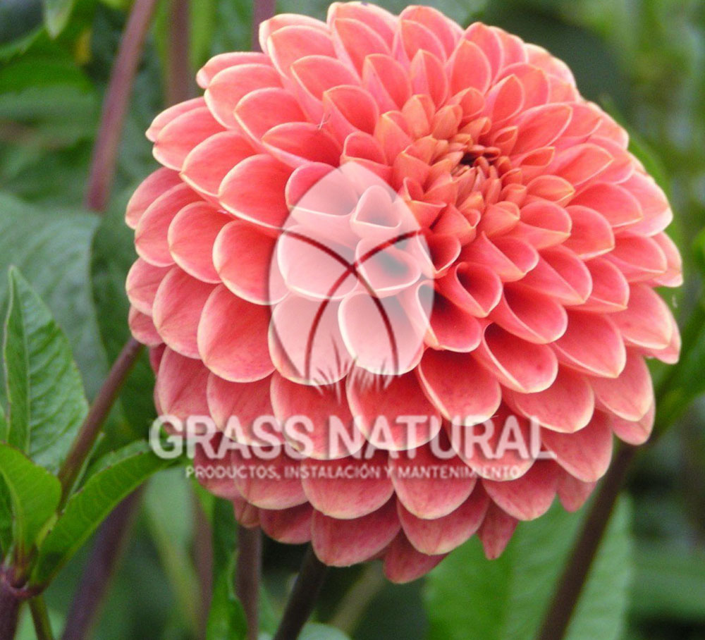 tipos de jardineria,jardineria cursos,servicio de jardineria,importancia de jardineria,jardineria herramientas,jardineria y plantas,jardineria y paisajismo,jardineria macetas,tipos de jardineria,jardineria cursos,servicio de jardineria,importancia de jardineria,jardineria herramientas,jardineria y plantas,jardineria y paisajismo,jardineria macetas,instalacion de grass sintetico pdf,como instalar grass sintetico,instalacion de grass natural,grass sintetico deportivo,grass sintetico decorativo,como colocar cesped sintetico para canchas,instalacion de grass sintetico sobre losa de concreto,procedimiento de instalacion de grass sintetico,como poner pasto natural,cómo preparar la tierra para poner pasto en rollo,como plantar cesped en tierra dura,venta de grass natural en huancayo,grass americano,como hacer panes de cesped caseros,como instalar grama,cesped en rollo,grass americano promart,grass americano descripcion,venta de grass americano en huachipa,grass japones,grass paspalum,grass americano chaclacayo,grass natural precio maestro,grass americano en lurin,grass paspalum lima,semilla grass paspalum,pasto paspalum caracteristicas,grass americano,grass bermuda,pasto paspalum precio,diferencia entre grass americano y paspalum,tipos de grass,semillas de cesped para jardin,pasto que no necesita corte,tipos de cesped para canchas de futbol,tipos de pasto para sombra,cesped caracteristicas,tipos de pasto san agustin,cesped natural para jardin,cesped kikuyo,como poner pasto natural,cómo preparar la tierra para poner pasto en rollo,como plantar cesped en tierra dura,venta de grass natural en huancayo,grass americano,como hacer panes de cesped caseros,como instalar grama,cesped en rollo,cómo preparar la tierra para poner pasto en rollo,como poner pasto en semilla,pasto alfombra natural,como sembrar pasto alfombra,cuidado del pasto en rollo recien plantado,instalacion de cesped natural,pasto sintetico,pasto chino cuidados,cómo preparar la tierra para poner pasto en rollo,como poner pasto en semilla,pasto alfombra natural,como sembrar pasto alfombra,cuidado del pasto en rollo recien plantado,instalacion de cesped natural,pasto sintetico,pasto chino cuidados,venta de plantas al por mayor,venta de plantas ornamentales en lima,venta de plantas de flores,venta de plantas en trujillo,venta de plantas por internet,venta de plantas en piura,viveros en lurin,viveros en lurin pachacamac,venta de plantas al por mayor,venta de plantas ornamentales en lima,viveros en lurin,viveros en la molina,viveros en lurin pachacamac,flor de loto venta peru,viveros en chorrillos ,venta de plantas online,venta de plantas al por mayor en lima,venta de plantas ornamentales,venta de plantas de flores,viveros en lurin,venta de plantas en magdalena,venta de plantas online,viveros en lurin pachacamac,viveros en la molina,venta de grass natural en lurin,venta de grass natural en puente piedra,grass natural precio maestro,venta de grass japones en lima,venta de grass natural en piura,venta de grass natural en comas,semilla de grass,venta de grass chino en lima,semilla grass bermuda black jack,grass americano,semillas de cesped para jardin,grass natural precio maestro,grass natural promart,crecimiento de grass,grass para parques,venta de cesped natural,venta de grass natural en lurin,venta de grass natural en puente piedra,grass natural precio maestro,venta de grass japones en lima,venta de grass natural en piura,venta de grass natural en comas,venta de grass sintetico,venta de grass chino en lima,venta de grass natural en lurin,venta de grass natural en puente piedra,grass natural precio maestro,venta de grass japones en lima,venta de grass natural en piura,venta de grass natural en comas,venta de grass sintetico,venta de grass chino en lima