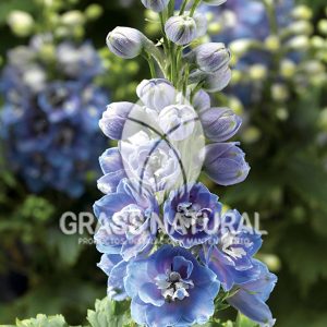 tipos de jardineria,jardineria cursos,servicio de jardineria,importancia de jardineria,jardineria herramientas,jardineria y plantas,jardineria y paisajismo,jardineria macetas,tipos de jardineria,jardineria cursos,servicio de jardineria,importancia de jardineria,jardineria herramientas,jardineria y plantas,jardineria y paisajismo,jardineria macetas,instalacion de grass sintetico pdf,como instalar grass sintetico,instalacion de grass natural,grass sintetico deportivo,grass sintetico decorativo,como colocar cesped sintetico para canchas,instalacion de grass sintetico sobre losa de concreto,procedimiento de instalacion de grass sintetico,como poner pasto natural,cómo preparar la tierra para poner pasto en rollo,como plantar cesped en tierra dura,venta de grass natural en huancayo,grass americano,como hacer panes de cesped caseros,como instalar grama,cesped en rollo,grass americano promart,grass americano descripcion,venta de grass americano en huachipa,grass japones,grass paspalum,grass americano chaclacayo,grass natural precio maestro,grass americano en lurin,grass paspalum lima,semilla grass paspalum,pasto paspalum caracteristicas,grass americano,grass bermuda,pasto paspalum precio,diferencia entre grass americano y paspalum,tipos de grass,semillas de cesped para jardin,pasto que no necesita corte,tipos de cesped para canchas de futbol,tipos de pasto para sombra,cesped caracteristicas,tipos de pasto san agustin,cesped natural para jardin,cesped kikuyo,como poner pasto natural,cómo preparar la tierra para poner pasto en rollo,como plantar cesped en tierra dura,venta de grass natural en huancayo,grass americano,como hacer panes de cesped caseros,como instalar grama,cesped en rollo,cómo preparar la tierra para poner pasto en rollo,como poner pasto en semilla,pasto alfombra natural,como sembrar pasto alfombra,cuidado del pasto en rollo recien plantado,instalacion de cesped natural,pasto sintetico,pasto chino cuidados,cómo preparar la tierra para poner pasto en rollo,como poner pasto en semilla,pasto alfombra natural,como sembrar pasto alfombra,cuidado del pasto en rollo recien plantado,instalacion de cesped natural,pasto sintetico,pasto chino cuidados,venta de plantas al por mayor,venta de plantas ornamentales en lima,venta de plantas de flores,venta de plantas en trujillo,venta de plantas por internet,venta de plantas en piura,viveros en lurin,viveros en lurin pachacamac,venta de plantas al por mayor,venta de plantas ornamentales en lima,viveros en lurin,viveros en la molina,viveros en lurin pachacamac,flor de loto venta peru,viveros en chorrillos ,venta de plantas online,venta de plantas al por mayor en lima,venta de plantas ornamentales,venta de plantas de flores,viveros en lurin,venta de plantas en magdalena,venta de plantas online,viveros en lurin pachacamac,viveros en la molina,venta de grass natural en lurin,venta de grass natural en puente piedra,grass natural precio maestro,venta de grass japones en lima,venta de grass natural en piura,venta de grass natural en comas,semilla de grass,venta de grass chino en lima,semilla grass bermuda black jack,grass americano,semillas de cesped para jardin,grass natural precio maestro,grass natural promart,crecimiento de grass,grass para parques,venta de cesped natural,venta de grass natural en lurin,venta de grass natural en puente piedra,grass natural precio maestro,venta de grass japones en lima,venta de grass natural en piura,venta de grass natural en comas,venta de grass sintetico,venta de grass chino en lima,venta de grass natural en lurin,venta de grass natural en puente piedra,grass natural precio maestro,venta de grass japones en lima,venta de grass natural en piura,venta de grass natural en comas,venta de grass sintetico,venta de grass chino en lima