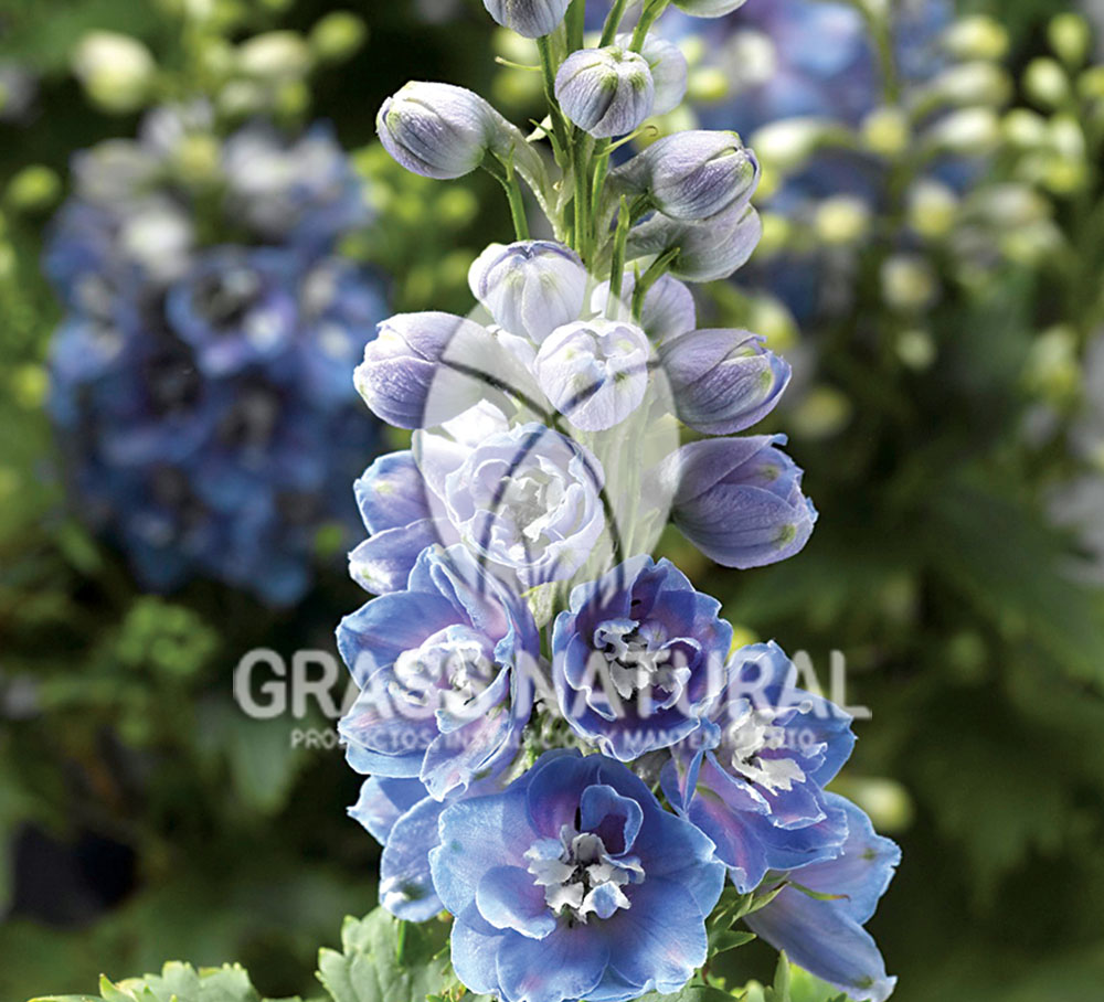 tipos de jardineria,jardineria cursos,servicio de jardineria,importancia de jardineria,jardineria herramientas,jardineria y plantas,jardineria y paisajismo,jardineria macetas,tipos de jardineria,jardineria cursos,servicio de jardineria,importancia de jardineria,jardineria herramientas,jardineria y plantas,jardineria y paisajismo,jardineria macetas,instalacion de grass sintetico pdf,como instalar grass sintetico,instalacion de grass natural,grass sintetico deportivo,grass sintetico decorativo,como colocar cesped sintetico para canchas,instalacion de grass sintetico sobre losa de concreto,procedimiento de instalacion de grass sintetico,como poner pasto natural,cómo preparar la tierra para poner pasto en rollo,como plantar cesped en tierra dura,venta de grass natural en huancayo,grass americano,como hacer panes de cesped caseros,como instalar grama,cesped en rollo,grass americano promart,grass americano descripcion,venta de grass americano en huachipa,grass japones,grass paspalum,grass americano chaclacayo,grass natural precio maestro,grass americano en lurin,grass paspalum lima,semilla grass paspalum,pasto paspalum caracteristicas,grass americano,grass bermuda,pasto paspalum precio,diferencia entre grass americano y paspalum,tipos de grass,semillas de cesped para jardin,pasto que no necesita corte,tipos de cesped para canchas de futbol,tipos de pasto para sombra,cesped caracteristicas,tipos de pasto san agustin,cesped natural para jardin,cesped kikuyo,como poner pasto natural,cómo preparar la tierra para poner pasto en rollo,como plantar cesped en tierra dura,venta de grass natural en huancayo,grass americano,como hacer panes de cesped caseros,como instalar grama,cesped en rollo,cómo preparar la tierra para poner pasto en rollo,como poner pasto en semilla,pasto alfombra natural,como sembrar pasto alfombra,cuidado del pasto en rollo recien plantado,instalacion de cesped natural,pasto sintetico,pasto chino cuidados,cómo preparar la tierra para poner pasto en rollo,como poner pasto en semilla,pasto alfombra natural,como sembrar pasto alfombra,cuidado del pasto en rollo recien plantado,instalacion de cesped natural,pasto sintetico,pasto chino cuidados,venta de plantas al por mayor,venta de plantas ornamentales en lima,venta de plantas de flores,venta de plantas en trujillo,venta de plantas por internet,venta de plantas en piura,viveros en lurin,viveros en lurin pachacamac,venta de plantas al por mayor,venta de plantas ornamentales en lima,viveros en lurin,viveros en la molina,viveros en lurin pachacamac,flor de loto venta peru,viveros en chorrillos ,venta de plantas online,venta de plantas al por mayor en lima,venta de plantas ornamentales,venta de plantas de flores,viveros en lurin,venta de plantas en magdalena,venta de plantas online,viveros en lurin pachacamac,viveros en la molina,venta de grass natural en lurin,venta de grass natural en puente piedra,grass natural precio maestro,venta de grass japones en lima,venta de grass natural en piura,venta de grass natural en comas,semilla de grass,venta de grass chino en lima,semilla grass bermuda black jack,grass americano,semillas de cesped para jardin,grass natural precio maestro,grass natural promart,crecimiento de grass,grass para parques,venta de cesped natural,venta de grass natural en lurin,venta de grass natural en puente piedra,grass natural precio maestro,venta de grass japones en lima,venta de grass natural en piura,venta de grass natural en comas,venta de grass sintetico,venta de grass chino en lima,venta de grass natural en lurin,venta de grass natural en puente piedra,grass natural precio maestro,venta de grass japones en lima,venta de grass natural en piura,venta de grass natural en comas,venta de grass sintetico,venta de grass chino en lima