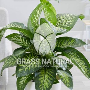 tipos de jardineria,jardineria cursos,servicio de jardineria,importancia de jardineria,jardineria herramientas,jardineria y plantas,jardineria y paisajismo,jardineria macetas,tipos de jardineria,jardineria cursos,servicio de jardineria,importancia de jardineria,jardineria herramientas,jardineria y plantas,jardineria y paisajismo,jardineria macetas,instalacion de grass sintetico pdf,como instalar grass sintetico,instalacion de grass natural,grass sintetico deportivo,grass sintetico decorativo,como colocar cesped sintetico para canchas,instalacion de grass sintetico sobre losa de concreto,procedimiento de instalacion de grass sintetico,como poner pasto natural,cómo preparar la tierra para poner pasto en rollo,como plantar cesped en tierra dura,venta de grass natural en huancayo,grass americano,como hacer panes de cesped caseros,como instalar grama,cesped en rollo,grass americano promart,grass americano descripcion,venta de grass americano en huachipa,grass japones,grass paspalum,grass americano chaclacayo,grass natural precio maestro,grass americano en lurin,grass paspalum lima,semilla grass paspalum,pasto paspalum caracteristicas,grass americano,grass bermuda,pasto paspalum precio,diferencia entre grass americano y paspalum,tipos de grass,semillas de cesped para jardin,pasto que no necesita corte,tipos de cesped para canchas de futbol,tipos de pasto para sombra,cesped caracteristicas,tipos de pasto san agustin,cesped natural para jardin,cesped kikuyo,como poner pasto natural,cómo preparar la tierra para poner pasto en rollo,como plantar cesped en tierra dura,venta de grass natural en huancayo,grass americano,como hacer panes de cesped caseros,como instalar grama,cesped en rollo,cómo preparar la tierra para poner pasto en rollo,como poner pasto en semilla,pasto alfombra natural,como sembrar pasto alfombra,cuidado del pasto en rollo recien plantado,instalacion de cesped natural,pasto sintetico,pasto chino cuidados,cómo preparar la tierra para poner pasto en rollo,como poner pasto en semilla,pasto alfombra natural,como sembrar pasto alfombra,cuidado del pasto en rollo recien plantado,instalacion de cesped natural,pasto sintetico,pasto chino cuidados,venta de plantas al por mayor,venta de plantas ornamentales en lima,venta de plantas de flores,venta de plantas en trujillo,venta de plantas por internet,venta de plantas en piura,viveros en lurin,viveros en lurin pachacamac,venta de plantas al por mayor,venta de plantas ornamentales en lima,viveros en lurin,viveros en la molina,viveros en lurin pachacamac,flor de loto venta peru,viveros en chorrillos ,venta de plantas online,venta de plantas al por mayor en lima,venta de plantas ornamentales,venta de plantas de flores,viveros en lurin,venta de plantas en magdalena,venta de plantas online,viveros en lurin pachacamac,viveros en la molina,venta de grass natural en lurin,venta de grass natural en puente piedra,grass natural precio maestro,venta de grass japones en lima,venta de grass natural en piura,venta de grass natural en comas,semilla de grass,venta de grass chino en lima,semilla grass bermuda black jack,grass americano,semillas de cesped para jardin,grass natural precio maestro,grass natural promart,crecimiento de grass,grass para parques,venta de cesped natural,venta de grass natural en lurin,venta de grass natural en puente piedra,grass natural precio maestro,venta de grass japones en lima,venta de grass natural en piura,venta de grass natural en comas,venta de grass sintetico,venta de grass chino en lima,venta de grass natural en lurin,venta de grass natural en puente piedra,grass natural precio maestro,venta de grass japones en lima,venta de grass natural en piura,venta de grass natural en comas,venta de grass sintetico,venta de grass chino en lima