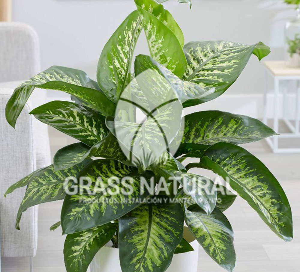 tipos de jardineria,jardineria cursos,servicio de jardineria,importancia de jardineria,jardineria herramientas,jardineria y plantas,jardineria y paisajismo,jardineria macetas,tipos de jardineria,jardineria cursos,servicio de jardineria,importancia de jardineria,jardineria herramientas,jardineria y plantas,jardineria y paisajismo,jardineria macetas,instalacion de grass sintetico pdf,como instalar grass sintetico,instalacion de grass natural,grass sintetico deportivo,grass sintetico decorativo,como colocar cesped sintetico para canchas,instalacion de grass sintetico sobre losa de concreto,procedimiento de instalacion de grass sintetico,como poner pasto natural,cómo preparar la tierra para poner pasto en rollo,como plantar cesped en tierra dura,venta de grass natural en huancayo,grass americano,como hacer panes de cesped caseros,como instalar grama,cesped en rollo,grass americano promart,grass americano descripcion,venta de grass americano en huachipa,grass japones,grass paspalum,grass americano chaclacayo,grass natural precio maestro,grass americano en lurin,grass paspalum lima,semilla grass paspalum,pasto paspalum caracteristicas,grass americano,grass bermuda,pasto paspalum precio,diferencia entre grass americano y paspalum,tipos de grass,semillas de cesped para jardin,pasto que no necesita corte,tipos de cesped para canchas de futbol,tipos de pasto para sombra,cesped caracteristicas,tipos de pasto san agustin,cesped natural para jardin,cesped kikuyo,como poner pasto natural,cómo preparar la tierra para poner pasto en rollo,como plantar cesped en tierra dura,venta de grass natural en huancayo,grass americano,como hacer panes de cesped caseros,como instalar grama,cesped en rollo,cómo preparar la tierra para poner pasto en rollo,como poner pasto en semilla,pasto alfombra natural,como sembrar pasto alfombra,cuidado del pasto en rollo recien plantado,instalacion de cesped natural,pasto sintetico,pasto chino cuidados,cómo preparar la tierra para poner pasto en rollo,como poner pasto en semilla,pasto alfombra natural,como sembrar pasto alfombra,cuidado del pasto en rollo recien plantado,instalacion de cesped natural,pasto sintetico,pasto chino cuidados,venta de plantas al por mayor,venta de plantas ornamentales en lima,venta de plantas de flores,venta de plantas en trujillo,venta de plantas por internet,venta de plantas en piura,viveros en lurin,viveros en lurin pachacamac,venta de plantas al por mayor,venta de plantas ornamentales en lima,viveros en lurin,viveros en la molina,viveros en lurin pachacamac,flor de loto venta peru,viveros en chorrillos ,venta de plantas online,venta de plantas al por mayor en lima,venta de plantas ornamentales,venta de plantas de flores,viveros en lurin,venta de plantas en magdalena,venta de plantas online,viveros en lurin pachacamac,viveros en la molina,venta de grass natural en lurin,venta de grass natural en puente piedra,grass natural precio maestro,venta de grass japones en lima,venta de grass natural en piura,venta de grass natural en comas,semilla de grass,venta de grass chino en lima,semilla grass bermuda black jack,grass americano,semillas de cesped para jardin,grass natural precio maestro,grass natural promart,crecimiento de grass,grass para parques,venta de cesped natural,venta de grass natural en lurin,venta de grass natural en puente piedra,grass natural precio maestro,venta de grass japones en lima,venta de grass natural en piura,venta de grass natural en comas,venta de grass sintetico,venta de grass chino en lima,venta de grass natural en lurin,venta de grass natural en puente piedra,grass natural precio maestro,venta de grass japones en lima,venta de grass natural en piura,venta de grass natural en comas,venta de grass sintetico,venta de grass chino en lima