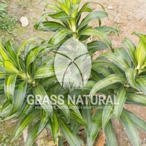 tipos de jardineria,jardineria cursos,servicio de jardineria,importancia de jardineria,jardineria herramientas,jardineria y plantas,jardineria y paisajismo,jardineria macetas,tipos de jardineria,jardineria cursos,servicio de jardineria,importancia de jardineria,jardineria herramientas,jardineria y plantas,jardineria y paisajismo,jardineria macetas,instalacion de grass sintetico pdf,como instalar grass sintetico,instalacion de grass natural,grass sintetico deportivo,grass sintetico decorativo,como colocar cesped sintetico para canchas,instalacion de grass sintetico sobre losa de concreto,procedimiento de instalacion de grass sintetico,como poner pasto natural,cómo preparar la tierra para poner pasto en rollo,como plantar cesped en tierra dura,venta de grass natural en huancayo,grass americano,como hacer panes de cesped caseros,como instalar grama,cesped en rollo,grass americano promart,grass americano descripcion,venta de grass americano en huachipa,grass japones,grass paspalum,grass americano chaclacayo,grass natural precio maestro,grass americano en lurin,grass paspalum lima,semilla grass paspalum,pasto paspalum caracteristicas,grass americano,grass bermuda,pasto paspalum precio,diferencia entre grass americano y paspalum,tipos de grass,semillas de cesped para jardin,pasto que no necesita corte,tipos de cesped para canchas de futbol,tipos de pasto para sombra,cesped caracteristicas,tipos de pasto san agustin,cesped natural para jardin,cesped kikuyo,como poner pasto natural,cómo preparar la tierra para poner pasto en rollo,como plantar cesped en tierra dura,venta de grass natural en huancayo,grass americano,como hacer panes de cesped caseros,como instalar grama,cesped en rollo,cómo preparar la tierra para poner pasto en rollo,como poner pasto en semilla,pasto alfombra natural,como sembrar pasto alfombra,cuidado del pasto en rollo recien plantado,instalacion de cesped natural,pasto sintetico,pasto chino cuidados,cómo preparar la tierra para poner pasto en rollo,como poner pasto en semilla,pasto alfombra natural,como sembrar pasto alfombra,cuidado del pasto en rollo recien plantado,instalacion de cesped natural,pasto sintetico,pasto chino cuidados,venta de plantas al por mayor,venta de plantas ornamentales en lima,venta de plantas de flores,venta de plantas en trujillo,venta de plantas por internet,venta de plantas en piura,viveros en lurin,viveros en lurin pachacamac,venta de plantas al por mayor,venta de plantas ornamentales en lima,viveros en lurin,viveros en la molina,viveros en lurin pachacamac,flor de loto venta peru,viveros en chorrillos ,venta de plantas online,venta de plantas al por mayor en lima,venta de plantas ornamentales,venta de plantas de flores,viveros en lurin,venta de plantas en magdalena,venta de plantas online,viveros en lurin pachacamac,viveros en la molina,venta de grass natural en lurin,venta de grass natural en puente piedra,grass natural precio maestro,venta de grass japones en lima,venta de grass natural en piura,venta de grass natural en comas,semilla de grass,venta de grass chino en lima,semilla grass bermuda black jack,grass americano,semillas de cesped para jardin,grass natural precio maestro,grass natural promart,crecimiento de grass,grass para parques,venta de cesped natural,venta de grass natural en lurin,venta de grass natural en puente piedra,grass natural precio maestro,venta de grass japones en lima,venta de grass natural en piura,venta de grass natural en comas,venta de grass sintetico,venta de grass chino en lima,venta de grass natural en lurin,venta de grass natural en puente piedra,grass natural precio maestro,venta de grass japones en lima,venta de grass natural en piura,venta de grass natural en comas,venta de grass sintetico,venta de grass chino en lima
