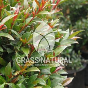tipos de jardineria,jardineria cursos,servicio de jardineria,importancia de jardineria,jardineria herramientas,jardineria y plantas,jardineria y paisajismo,jardineria macetas,tipos de jardineria,jardineria cursos,servicio de jardineria,importancia de jardineria,jardineria herramientas,jardineria y plantas,jardineria y paisajismo,jardineria macetas,instalacion de grass sintetico pdf,como instalar grass sintetico,instalacion de grass natural,grass sintetico deportivo,grass sintetico decorativo,como colocar cesped sintetico para canchas,instalacion de grass sintetico sobre losa de concreto,procedimiento de instalacion de grass sintetico,como poner pasto natural,cómo preparar la tierra para poner pasto en rollo,como plantar cesped en tierra dura,venta de grass natural en huancayo,grass americano,como hacer panes de cesped caseros,como instalar grama,cesped en rollo,grass americano promart,grass americano descripcion,venta de grass americano en huachipa,grass japones,grass paspalum,grass americano chaclacayo,grass natural precio maestro,grass americano en lurin,grass paspalum lima,semilla grass paspalum,pasto paspalum caracteristicas,grass americano,grass bermuda,pasto paspalum precio,diferencia entre grass americano y paspalum,tipos de grass,semillas de cesped para jardin,pasto que no necesita corte,tipos de cesped para canchas de futbol,tipos de pasto para sombra,cesped caracteristicas,tipos de pasto san agustin,cesped natural para jardin,cesped kikuyo,como poner pasto natural,cómo preparar la tierra para poner pasto en rollo,como plantar cesped en tierra dura,venta de grass natural en huancayo,grass americano,como hacer panes de cesped caseros,como instalar grama,cesped en rollo,cómo preparar la tierra para poner pasto en rollo,como poner pasto en semilla,pasto alfombra natural,como sembrar pasto alfombra,cuidado del pasto en rollo recien plantado,instalacion de cesped natural,pasto sintetico,pasto chino cuidados,cómo preparar la tierra para poner pasto en rollo,como poner pasto en semilla,pasto alfombra natural,como sembrar pasto alfombra,cuidado del pasto en rollo recien plantado,instalacion de cesped natural,pasto sintetico,pasto chino cuidados,venta de plantas al por mayor,venta de plantas ornamentales en lima,venta de plantas de flores,venta de plantas en trujillo,venta de plantas por internet,venta de plantas en piura,viveros en lurin,viveros en lurin pachacamac,venta de plantas al por mayor,venta de plantas ornamentales en lima,viveros en lurin,viveros en la molina,viveros en lurin pachacamac,flor de loto venta peru,viveros en chorrillos ,venta de plantas online,venta de plantas al por mayor en lima,venta de plantas ornamentales,venta de plantas de flores,viveros en lurin,venta de plantas en magdalena,venta de plantas online,viveros en lurin pachacamac,viveros en la molina,venta de grass natural en lurin,venta de grass natural en puente piedra,grass natural precio maestro,venta de grass japones en lima,venta de grass natural en piura,venta de grass natural en comas,semilla de grass,venta de grass chino en lima,semilla grass bermuda black jack,grass americano,semillas de cesped para jardin,grass natural precio maestro,grass natural promart,crecimiento de grass,grass para parques,venta de cesped natural,venta de grass natural en lurin,venta de grass natural en puente piedra,grass natural precio maestro,venta de grass japones en lima,venta de grass natural en piura,venta de grass natural en comas,venta de grass sintetico,venta de grass chino en lima,venta de grass natural en lurin,venta de grass natural en puente piedra,grass natural precio maestro,venta de grass japones en lima,venta de grass natural en piura,venta de grass natural en comas,venta de grass sintetico,venta de grass chino en lima