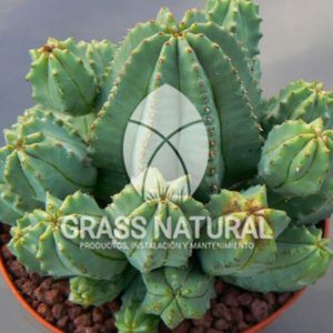 tipos de jardineria,jardineria cursos,servicio de jardineria,importancia de jardineria,jardineria herramientas,jardineria y plantas,jardineria y paisajismo,jardineria macetas,tipos de jardineria,jardineria cursos,servicio de jardineria,importancia de jardineria,jardineria herramientas,jardineria y plantas,jardineria y paisajismo,jardineria macetas,instalacion de grass sintetico pdf,como instalar grass sintetico,instalacion de grass natural,grass sintetico deportivo,grass sintetico decorativo,como colocar cesped sintetico para canchas,instalacion de grass sintetico sobre losa de concreto,procedimiento de instalacion de grass sintetico,como poner pasto natural,cómo preparar la tierra para poner pasto en rollo,como plantar cesped en tierra dura,venta de grass natural en huancayo,grass americano,como hacer panes de cesped caseros,como instalar grama,cesped en rollo,grass americano promart,grass americano descripcion,venta de grass americano en huachipa,grass japones,grass paspalum,grass americano chaclacayo,grass natural precio maestro,grass americano en lurin,grass paspalum lima,semilla grass paspalum,pasto paspalum caracteristicas,grass americano,grass bermuda,pasto paspalum precio,diferencia entre grass americano y paspalum,tipos de grass,semillas de cesped para jardin,pasto que no necesita corte,tipos de cesped para canchas de futbol,tipos de pasto para sombra,cesped caracteristicas,tipos de pasto san agustin,cesped natural para jardin,cesped kikuyo,como poner pasto natural,cómo preparar la tierra para poner pasto en rollo,como plantar cesped en tierra dura,venta de grass natural en huancayo,grass americano,como hacer panes de cesped caseros,como instalar grama,cesped en rollo,cómo preparar la tierra para poner pasto en rollo,como poner pasto en semilla,pasto alfombra natural,como sembrar pasto alfombra,cuidado del pasto en rollo recien plantado,instalacion de cesped natural,pasto sintetico,pasto chino cuidados,cómo preparar la tierra para poner pasto en rollo,como poner pasto en semilla,pasto alfombra natural,como sembrar pasto alfombra,cuidado del pasto en rollo recien plantado,instalacion de cesped natural,pasto sintetico,pasto chino cuidados,venta de plantas al por mayor,venta de plantas ornamentales en lima,venta de plantas de flores,venta de plantas en trujillo,venta de plantas por internet,venta de plantas en piura,viveros en lurin,viveros en lurin pachacamac,venta de plantas al por mayor,venta de plantas ornamentales en lima,viveros en lurin,viveros en la molina,viveros en lurin pachacamac,flor de loto venta peru,viveros en chorrillos ,venta de plantas online,venta de plantas al por mayor en lima,venta de plantas ornamentales,venta de plantas de flores,viveros en lurin,venta de plantas en magdalena,venta de plantas online,viveros en lurin pachacamac,viveros en la molina,venta de grass natural en lurin,venta de grass natural en puente piedra,grass natural precio maestro,venta de grass japones en lima,venta de grass natural en piura,venta de grass natural en comas,semilla de grass,venta de grass chino en lima,semilla grass bermuda black jack,grass americano,semillas de cesped para jardin,grass natural precio maestro,grass natural promart,crecimiento de grass,grass para parques,venta de cesped natural,venta de grass natural en lurin,venta de grass natural en puente piedra,grass natural precio maestro,venta de grass japones en lima,venta de grass natural en piura,venta de grass natural en comas,venta de grass sintetico,venta de grass chino en lima,venta de grass natural en lurin,venta de grass natural en puente piedra,grass natural precio maestro,venta de grass japones en lima,venta de grass natural en piura,venta de grass natural en comas,venta de grass sintetico,venta de grass chino en lima