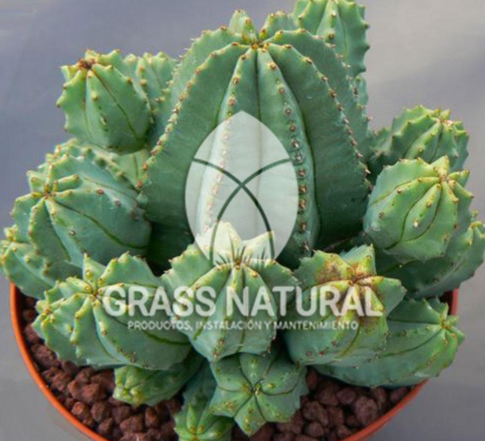 tipos de jardineria,jardineria cursos,servicio de jardineria,importancia de jardineria,jardineria herramientas,jardineria y plantas,jardineria y paisajismo,jardineria macetas,tipos de jardineria,jardineria cursos,servicio de jardineria,importancia de jardineria,jardineria herramientas,jardineria y plantas,jardineria y paisajismo,jardineria macetas,instalacion de grass sintetico pdf,como instalar grass sintetico,instalacion de grass natural,grass sintetico deportivo,grass sintetico decorativo,como colocar cesped sintetico para canchas,instalacion de grass sintetico sobre losa de concreto,procedimiento de instalacion de grass sintetico,como poner pasto natural,cómo preparar la tierra para poner pasto en rollo,como plantar cesped en tierra dura,venta de grass natural en huancayo,grass americano,como hacer panes de cesped caseros,como instalar grama,cesped en rollo,grass americano promart,grass americano descripcion,venta de grass americano en huachipa,grass japones,grass paspalum,grass americano chaclacayo,grass natural precio maestro,grass americano en lurin,grass paspalum lima,semilla grass paspalum,pasto paspalum caracteristicas,grass americano,grass bermuda,pasto paspalum precio,diferencia entre grass americano y paspalum,tipos de grass,semillas de cesped para jardin,pasto que no necesita corte,tipos de cesped para canchas de futbol,tipos de pasto para sombra,cesped caracteristicas,tipos de pasto san agustin,cesped natural para jardin,cesped kikuyo,como poner pasto natural,cómo preparar la tierra para poner pasto en rollo,como plantar cesped en tierra dura,venta de grass natural en huancayo,grass americano,como hacer panes de cesped caseros,como instalar grama,cesped en rollo,cómo preparar la tierra para poner pasto en rollo,como poner pasto en semilla,pasto alfombra natural,como sembrar pasto alfombra,cuidado del pasto en rollo recien plantado,instalacion de cesped natural,pasto sintetico,pasto chino cuidados,cómo preparar la tierra para poner pasto en rollo,como poner pasto en semilla,pasto alfombra natural,como sembrar pasto alfombra,cuidado del pasto en rollo recien plantado,instalacion de cesped natural,pasto sintetico,pasto chino cuidados,venta de plantas al por mayor,venta de plantas ornamentales en lima,venta de plantas de flores,venta de plantas en trujillo,venta de plantas por internet,venta de plantas en piura,viveros en lurin,viveros en lurin pachacamac,venta de plantas al por mayor,venta de plantas ornamentales en lima,viveros en lurin,viveros en la molina,viveros en lurin pachacamac,flor de loto venta peru,viveros en chorrillos ,venta de plantas online,venta de plantas al por mayor en lima,venta de plantas ornamentales,venta de plantas de flores,viveros en lurin,venta de plantas en magdalena,venta de plantas online,viveros en lurin pachacamac,viveros en la molina,venta de grass natural en lurin,venta de grass natural en puente piedra,grass natural precio maestro,venta de grass japones en lima,venta de grass natural en piura,venta de grass natural en comas,semilla de grass,venta de grass chino en lima,semilla grass bermuda black jack,grass americano,semillas de cesped para jardin,grass natural precio maestro,grass natural promart,crecimiento de grass,grass para parques,venta de cesped natural,venta de grass natural en lurin,venta de grass natural en puente piedra,grass natural precio maestro,venta de grass japones en lima,venta de grass natural en piura,venta de grass natural en comas,venta de grass sintetico,venta de grass chino en lima,venta de grass natural en lurin,venta de grass natural en puente piedra,grass natural precio maestro,venta de grass japones en lima,venta de grass natural en piura,venta de grass natural en comas,venta de grass sintetico,venta de grass chino en lima