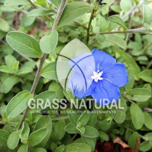 tipos de jardineria,jardineria cursos,servicio de jardineria,importancia de jardineria,jardineria herramientas,jardineria y plantas,jardineria y paisajismo,jardineria macetas,tipos de jardineria,jardineria cursos,servicio de jardineria,importancia de jardineria,jardineria herramientas,jardineria y plantas,jardineria y paisajismo,jardineria macetas,instalacion de grass sintetico pdf,como instalar grass sintetico,instalacion de grass natural,grass sintetico deportivo,grass sintetico decorativo,como colocar cesped sintetico para canchas,instalacion de grass sintetico sobre losa de concreto,procedimiento de instalacion de grass sintetico,como poner pasto natural,cómo preparar la tierra para poner pasto en rollo,como plantar cesped en tierra dura,venta de grass natural en huancayo,grass americano,como hacer panes de cesped caseros,como instalar grama,cesped en rollo,grass americano promart,grass americano descripcion paspalum,grass americano chaclacayo,grass natural precio maestro,grass americano en lurin,grass paspalum lima,semilla grass paspalum,pasto paspalum caracteristicas,grass americano,grass bermuda,pasto paspalum precio,diferencia entre grass americano y paspalum,tipos de grass,semillas de cesped para jardin,pasto que no necesita corte,tipos de cesped para canchas de futbol,tipos de pasto para sombra,cesped caracteristicas,tipos de pasto san agustin,cesped natural para jardin,cesped kikuyo,como poner pasto natural,cómo preparar la tierra para poner pasto en rollo,como plantar cesped en tierra dura,venta de grass natural en huancayo,grass americano,como hacer panes de cesped caseros,como instalar grama,cesped en rollo,cómo preparar la tierra para poner pasto en rollo,como poner pasto en semilla,pasto alfombra natural,como sembrar pasto alfombra,cuidado del pasto en rollo recien plantado,instalacion de cesped natural,pasto sintetico,pasto chino cuidados,cómo preparar la tierra para poner pasto en rollo,como poner pasto en semilla,pasto alfombra natural,como sembrar pasto alfombra,cuidado del pasto en rollo recien plantado,instalacion de cesped natural,pasto sintetico,pasto chino cuidados,venta de plantas al por mayor,venta de plantas ornamentales en lima,venta de plantas de flores,venta de plantas en trujillo,venta de plantas por internet,venta de plantas en piura,viveros en lurin,viveros en lurin pachacamac,venta de plantas al por mayor,venta de plantas ornamentales en lima,viveros en lurin,viveros en la molina,viveros en lurin pachacamac,flor de loto venta peru,viveros en chorrillos ,venta de plantas online,venta de plantas al por mayor en lima,venta de plantas ornamentales,venta de plantas de flores,viveros en lurin,venta de plantas en magdalena,venta de plantas online,viveros en lurin pachacamac,viveros en la molina,venta de grass natural en lurin,venta de grass natural en puente piedra,grass natural precio maestro,venta de grass japones en lima,venta de grass natural en piura,venta de grass natural en comas,semilla de grass,venta de grass chino en lima,semilla grass bermuda black jack,grass americano,semillas de cesped para jardin,grass natural precio maestro,grass natural promart,crecimiento de grass,grass para parques,venta de cesped natural,venta de grass natural en lurin,venta de grass natural en puente piedra,grass natural precio maestro,venta de grass japones en lima,venta de grass natural en piura,venta de grass natural en comas,venta de grass sintetico,venta de grass chino en lima,venta de grass natural en lurin,venta de grass natural en puente piedra,grass natural precio maestro,venta de grass japones en lima,venta de grass natural en piura,venta de grass natural en comas,venta de grass sintetico,venta de grass chino en lima ,venta de grass americano en huachipa,grass japones,grass