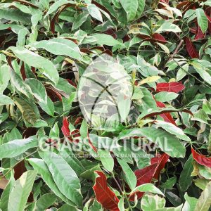 tipos de jardineria,jardineria cursos,servicio de jardineria,importancia de jardineria,jardineria herramientas,jardineria y plantas,jardineria y paisajismo,jardineria macetas,tipos de jardineria,jardineria cursos,servicio de jardineria,importancia de jardineria,jardineria herramientas,jardineria y plantas,jardineria y paisajismo,jardineria macetas,instalacion de grass sintetico pdf,como instalar grass sintetico,instalacion de grass natural,grass sintetico deportivo,grass sintetico decorativo,como colocar cesped sintetico para canchas,instalacion de grass sintetico sobre losa de concreto,procedimiento de instalacion de grass sintetico,como poner pasto natural,cómo preparar la tierra para poner pasto en rollo,como plantar cesped en tierra dura,venta de grass natural en huancayo,grass americano,como hacer panes de cesped caseros,como instalar grama,cesped en rollo,grass americano promart,grass americano descripcion,venta de grass americano en huachipa,grass japones,grass paspalum,grass americano chaclacayo,grass natural precio maestro,grass americano en lurin,grass paspalum lima,semilla grass paspalum,pasto paspalum caracteristicas,grass americano,grass bermuda,pasto paspalum precio,diferencia entre grass americano y paspalum,tipos de grass,semillas de cesped para jardin,pasto que no necesita corte,tipos de cesped para canchas de futbol,tipos de pasto para sombra,cesped caracteristicas,tipos de pasto san agustin,cesped natural para jardin,cesped kikuyo,como poner pasto natural,cómo preparar la tierra para poner pasto en rollo,como plantar cesped en tierra dura,venta de grass natural en huancayo,grass americano,como hacer panes de cesped caseros,como instalar grama,cesped en rollo,cómo preparar la tierra para poner pasto en rollo,como poner pasto en semilla,pasto alfombra natural,como sembrar pasto alfombra,cuidado del pasto en rollo recien plantado,instalacion de cesped natural,pasto sintetico,pasto chino cuidados,cómo preparar la tierra para poner pasto en rollo,como poner pasto en semilla,pasto alfombra natural,como sembrar pasto alfombra,cuidado del pasto en rollo recien plantado,instalacion de cesped natural,pasto sintetico,pasto chino cuidados,venta de plantas al por mayor,venta de plantas ornamentales en lima,venta de plantas de flores,venta de plantas en trujillo,venta de plantas por internet,venta de plantas en piura,viveros en lurin,viveros en lurin pachacamac,venta de plantas al por mayor,venta de plantas ornamentales en lima,viveros en lurin,viveros en la molina,viveros en lurin pachacamac,flor de loto venta peru,viveros en chorrillos ,venta de plantas online,venta de plantas al por mayor en lima,venta de plantas ornamentales,venta de plantas de flores,viveros en lurin,venta de plantas en magdalena,venta de plantas online,viveros en lurin pachacamac,viveros en la molina,venta de grass natural en lurin,venta de grass natural en puente piedra,grass natural precio maestro,venta de grass japones en lima,venta de grass natural en piura,venta de grass natural en comas,semilla de grass,venta de grass chino en lima,semilla grass bermuda black jack,grass americano,semillas de cesped para jardin,grass natural precio maestro,grass natural promart,crecimiento de grass,grass para parques,venta de cesped natural,venta de grass natural en lurin,venta de grass natural en puente piedra,grass natural precio maestro,venta de grass japones en lima,venta de grass natural en piura,venta de grass natural en comas,venta de grass sintetico,venta de grass chino en lima,venta de grass natural en lurin,venta de grass natural en puente piedra,grass natural precio maestro,venta de grass japones en lima,venta de grass natural en piura,venta de grass natural en comas,venta de grass sintetico,venta de grass chino en lima