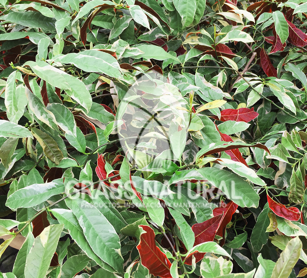 tipos de jardineria,jardineria cursos,servicio de jardineria,importancia de jardineria,jardineria herramientas,jardineria y plantas,jardineria y paisajismo,jardineria macetas,tipos de jardineria,jardineria cursos,servicio de jardineria,importancia de jardineria,jardineria herramientas,jardineria y plantas,jardineria y paisajismo,jardineria macetas,instalacion de grass sintetico pdf,como instalar grass sintetico,instalacion de grass natural,grass sintetico deportivo,grass sintetico decorativo,como colocar cesped sintetico para canchas,instalacion de grass sintetico sobre losa de concreto,procedimiento de instalacion de grass sintetico,como poner pasto natural,cómo preparar la tierra para poner pasto en rollo,como plantar cesped en tierra dura,venta de grass natural en huancayo,grass americano,como hacer panes de cesped caseros,como instalar grama,cesped en rollo,grass americano promart,grass americano descripcion,venta de grass americano en huachipa,grass japones,grass paspalum,grass americano chaclacayo,grass natural precio maestro,grass americano en lurin,grass paspalum lima,semilla grass paspalum,pasto paspalum caracteristicas,grass americano,grass bermuda,pasto paspalum precio,diferencia entre grass americano y paspalum,tipos de grass,semillas de cesped para jardin,pasto que no necesita corte,tipos de cesped para canchas de futbol,tipos de pasto para sombra,cesped caracteristicas,tipos de pasto san agustin,cesped natural para jardin,cesped kikuyo,como poner pasto natural,cómo preparar la tierra para poner pasto en rollo,como plantar cesped en tierra dura,venta de grass natural en huancayo,grass americano,como hacer panes de cesped caseros,como instalar grama,cesped en rollo,cómo preparar la tierra para poner pasto en rollo,como poner pasto en semilla,pasto alfombra natural,como sembrar pasto alfombra,cuidado del pasto en rollo recien plantado,instalacion de cesped natural,pasto sintetico,pasto chino cuidados,cómo preparar la tierra para poner pasto en rollo,como poner pasto en semilla,pasto alfombra natural,como sembrar pasto alfombra,cuidado del pasto en rollo recien plantado,instalacion de cesped natural,pasto sintetico,pasto chino cuidados,venta de plantas al por mayor,venta de plantas ornamentales en lima,venta de plantas de flores,venta de plantas en trujillo,venta de plantas por internet,venta de plantas en piura,viveros en lurin,viveros en lurin pachacamac,venta de plantas al por mayor,venta de plantas ornamentales en lima,viveros en lurin,viveros en la molina,viveros en lurin pachacamac,flor de loto venta peru,viveros en chorrillos ,venta de plantas online,venta de plantas al por mayor en lima,venta de plantas ornamentales,venta de plantas de flores,viveros en lurin,venta de plantas en magdalena,venta de plantas online,viveros en lurin pachacamac,viveros en la molina,venta de grass natural en lurin,venta de grass natural en puente piedra,grass natural precio maestro,venta de grass japones en lima,venta de grass natural en piura,venta de grass natural en comas,semilla de grass,venta de grass chino en lima,semilla grass bermuda black jack,grass americano,semillas de cesped para jardin,grass natural precio maestro,grass natural promart,crecimiento de grass,grass para parques,venta de cesped natural,venta de grass natural en lurin,venta de grass natural en puente piedra,grass natural precio maestro,venta de grass japones en lima,venta de grass natural en piura,venta de grass natural en comas,venta de grass sintetico,venta de grass chino en lima,venta de grass natural en lurin,venta de grass natural en puente piedra,grass natural precio maestro,venta de grass japones en lima,venta de grass natural en piura,venta de grass natural en comas,venta de grass sintetico,venta de grass chino en lima