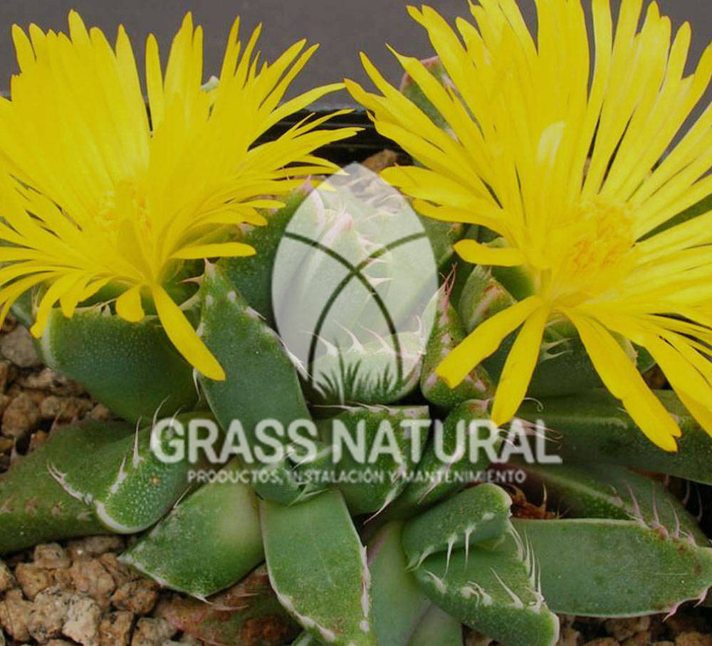 tipos de jardineria,jardineria cursos,servicio de jardineria,importancia de jardineria,jardineria herramientas,jardineria y plantas,jardineria y paisajismo,jardineria macetas,tipos de jardineria,jardineria cursos,servicio de jardineria,importancia de jardineria,jardineria herramientas,jardineria y plantas,jardineria y paisajismo,jardineria macetas,instalacion de grass sintetico pdf,como instalar grass sintetico,instalacion de grass natural,grass sintetico deportivo,grass sintetico decorativo,como colocar cesped sintetico para canchas,instalacion de grass sintetico sobre losa de concreto,procedimiento de instalacion de grass sintetico,como poner pasto natural,cómo preparar la tierra para poner pasto en rollo,como plantar cesped en tierra dura,venta de grass natural en huancayo,grass americano,como hacer panes de cesped caseros,como instalar grama,cesped en rollo,grass americano promart,grass americano descripcion paspalum,grass americano chaclacayo,grass natural precio maestro,grass americano en lurin,grass paspalum lima,semilla grass paspalum,pasto paspalum caracteristicas,grass americano,grass bermuda,pasto paspalum precio,diferencia entre grass americano y paspalum,tipos de grass,semillas de cesped para jardin,pasto que no necesita corte,tipos de cesped para canchas de futbol,tipos de pasto para sombra,cesped caracteristicas,tipos de pasto san agustin,cesped natural para jardin,cesped kikuyo,como poner pasto natural,cómo preparar la tierra para poner pasto en rollo,como plantar cesped en tierra dura,venta de grass natural en huancayo,grass americano,como hacer panes de cesped caseros,como instalar grama,cesped en rollo,cómo preparar la tierra para poner pasto en rollo,como poner pasto en semilla,pasto alfombra natural,como sembrar pasto alfombra,cuidado del pasto en rollo recien plantado,instalacion de cesped natural,pasto sintetico,pasto chino cuidados,cómo preparar la tierra para poner pasto en rollo,como poner pasto en semilla,pasto alfombra natural,como sembrar pasto alfombra,cuidado del pasto en rollo recien plantado,instalacion de cesped natural,pasto sintetico,pasto chino cuidados,venta de plantas al por mayor,venta de plantas ornamentales en lima,venta de plantas de flores,venta de plantas en trujillo,venta de plantas por internet,venta de plantas en piura,viveros en lurin,viveros en lurin pachacamac,venta de plantas al por mayor,venta de plantas ornamentales en lima,viveros en lurin,viveros en la molina,viveros en lurin pachacamac,flor de loto venta peru,viveros en chorrillos ,venta de plantas online,venta de plantas al por mayor en lima,venta de plantas ornamentales,venta de plantas de flores,viveros en lurin,venta de plantas en magdalena,venta de plantas online,viveros en lurin pachacamac,viveros en la molina,venta de grass natural en lurin,venta de grass natural en puente piedra,grass natural precio maestro,venta de grass japones en lima,venta de grass natural en piura,venta de grass natural en comas,semilla de grass,venta de grass chino en lima,semilla grass bermuda black jack,grass americano,semillas de cesped para jardin,grass natural precio maestro,grass natural promart,crecimiento de grass,grass para parques,venta de cesped natural,venta de grass natural en lurin,venta de grass natural en puente piedra,grass natural precio maestro,venta de grass japones en lima,venta de grass natural en piura,venta de grass natural en comas,venta de grass sintetico,venta de grass chino en lima,venta de grass natural en lurin,venta de grass natural en puente piedra,grass natural precio maestro,venta de grass japones en lima,venta de grass natural en piura,venta de grass natural en comas,venta de grass sintetico,venta de grass chino en lima ,venta de grass americano en huachipa,grass japones,grass