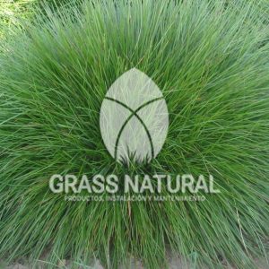 tipos de jardineria,jardineria cursos,servicio de jardineria,importancia de jardineria,jardineria herramientas,jardineria y plantas,jardineria y paisajismo,jardineria macetas,tipos de jardineria,jardineria cursos,servicio de jardineria,importancia de jardineria,jardineria herramientas,jardineria y plantas,jardineria y paisajismo,jardineria macetas,instalacion de grass sintetico pdf,como instalar grass sintetico,instalacion de grass natural,grass sintetico deportivo,grass sintetico decorativo,como colocar cesped sintetico para canchas,instalacion de grass sintetico sobre losa de concreto,procedimiento de instalacion de grass sintetico,como poner pasto natural,cómo preparar la tierra para poner pasto en rollo,como plantar cesped en tierra dura,venta de grass natural en huancayo,grass americano,como hacer panes de cesped caseros,como instalar grama,cesped en rollo,grass americano promart,grass americano descripcion paspalum,grass americano chaclacayo,grass natural precio maestro,grass americano en lurin,grass paspalum lima,semilla grass paspalum,pasto paspalum caracteristicas,grass americano,grass bermuda,pasto paspalum precio,diferencia entre grass americano y paspalum,tipos de grass,semillas de cesped para jardin,pasto que no necesita corte,tipos de cesped para canchas de futbol,tipos de pasto para sombra,cesped caracteristicas,tipos de pasto san agustin,cesped natural para jardin,cesped kikuyo,como poner pasto natural,cómo preparar la tierra para poner pasto en rollo,como plantar cesped en tierra dura,venta de grass natural en huancayo,grass americano,como hacer panes de cesped caseros,como instalar grama,cesped en rollo,cómo preparar la tierra para poner pasto en rollo,como poner pasto en semilla,pasto alfombra natural,como sembrar pasto alfombra,cuidado del pasto en rollo recien plantado,instalacion de cesped natural,pasto sintetico,pasto chino cuidados,cómo preparar la tierra para poner pasto en rollo,como poner pasto en semilla,pasto alfombra natural,como sembrar pasto alfombra,cuidado del pasto en rollo recien plantado,instalacion de cesped natural,pasto sintetico,pasto chino cuidados,venta de plantas al por mayor,venta de plantas ornamentales en lima,venta de plantas de flores,venta de plantas en trujillo,venta de plantas por internet,venta de plantas en piura,viveros en lurin,viveros en lurin pachacamac,venta de plantas al por mayor,venta de plantas ornamentales en lima,viveros en lurin,viveros en la molina,viveros en lurin pachacamac,flor de loto venta peru,viveros en chorrillos ,venta de plantas online,venta de plantas al por mayor en lima,venta de plantas ornamentales,venta de plantas de flores,viveros en lurin,venta de plantas en magdalena,venta de plantas online,viveros en lurin pachacamac,viveros en la molina,venta de grass natural en lurin,venta de grass natural en puente piedra,grass natural precio maestro,venta de grass japones en lima,venta de grass natural en piura,venta de grass natural en comas,semilla de grass,venta de grass chino en lima,semilla grass bermuda black jack,grass americano,semillas de cesped para jardin,grass natural precio maestro,grass natural promart,crecimiento de grass,grass para parques,venta de cesped natural,venta de grass natural en lurin,venta de grass natural en puente piedra,grass natural precio maestro,venta de grass japones en lima,venta de grass natural en piura,venta de grass natural en comas,venta de grass sintetico,venta de grass chino en lima,venta de grass natural en lurin,venta de grass natural en puente piedra,grass natural precio maestro,venta de grass japones en lima,venta de grass natural en piura,venta de grass natural en comas,venta de grass sintetico,venta de grass chino en lima ,venta de grass americano en huachipa,grass japones,grass