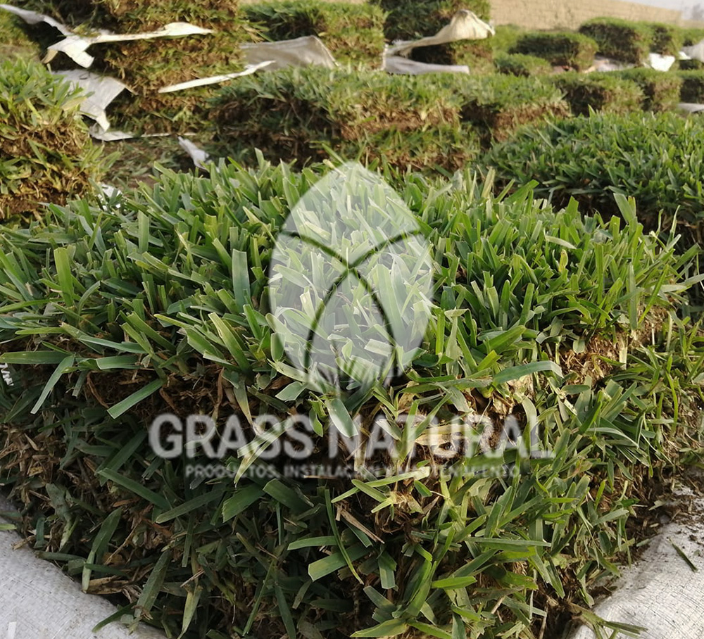 tipos de jardineria,jardineria cursos,servicio de jardineria,importancia de jardineria,jardineria herramientas,jardineria y plantas,jardineria y paisajismo,jardineria macetas,tipos de jardineria,jardineria cursos,servicio de jardineria,importancia de jardineria,jardineria herramientas,jardineria y plantas,jardineria y paisajismo,jardineria macetas,instalacion de grass sintetico pdf,como instalar grass sintetico,instalacion de grass natural,grass sintetico deportivo,grass sintetico decorativo,como colocar cesped sintetico para canchas,instalacion de grass sintetico sobre losa de concreto,procedimiento de instalacion de grass sintetico,como poner pasto natural,cómo preparar la tierra para poner pasto en rollo,como plantar cesped en tierra dura,venta de grass natural en huancayo,grass americano,como hacer panes de cesped caseros,como instalar grama,cesped en rollo,grass americano promart,grass americano descripcion,venta de grass americano en huachipa,grass japones,grass paspalum,grass americano chaclacayo,grass natural precio maestro,grass americano en lurin,grass paspalum lima,semilla grass paspalum,pasto paspalum caracteristicas,grass americano,grass bermuda,pasto paspalum precio,diferencia entre grass americano y paspalum,tipos de grass,semillas de cesped para jardin,pasto que no necesita corte,tipos de cesped para canchas de futbol,tipos de pasto para sombra,cesped caracteristicas,tipos de pasto san agustin,cesped natural para jardin,cesped kikuyo,como poner pasto natural,cómo preparar la tierra para poner pasto en rollo,como plantar cesped en tierra dura,venta de grass natural en huancayo,grass americano,como hacer panes de cesped caseros,como instalar grama,cesped en rollo,cómo preparar la tierra para poner pasto en rollo,como poner pasto en semilla,pasto alfombra natural,como sembrar pasto alfombra,cuidado del pasto en rollo recien plantado,instalacion de cesped natural,pasto sintetico,pasto chino cuidados,cómo preparar la tierra para poner pasto en rollo,como poner pasto en semilla,pasto alfombra natural,como sembrar pasto alfombra,cuidado del pasto en rollo recien plantado,instalacion de cesped natural,pasto sintetico,pasto chino cuidados,venta de plantas al por mayor,venta de plantas ornamentales en lima,venta de plantas de flores,venta de plantas en trujillo,venta de plantas por internet,venta de plantas en piura,viveros en lurin,viveros en lurin pachacamac,venta de plantas al por mayor,venta de plantas ornamentales en lima,viveros en lurin,viveros en la molina,viveros en lurin pachacamac,flor de loto venta peru,viveros en chorrillos ,venta de plantas online,venta de plantas al por mayor en lima,venta de plantas ornamentales,venta de plantas de flores,viveros en lurin,venta de plantas en magdalena,venta de plantas online,viveros en lurin pachacamac,viveros en la molina,venta de grass natural en lurin,venta de grass natural en puente piedra,grass natural precio maestro,venta de grass japones en lima,venta de grass natural en piura,venta de grass natural en comas,semilla de grass,venta de grass chino en lima,semilla grass bermuda black jack,grass americano,semillas de cesped para jardin,grass natural precio maestro,grass natural promart,crecimiento de grass,grass para parques,venta de cesped natural,venta de grass natural en lurin,venta de grass natural en puente piedra,grass natural precio maestro,venta de grass japones en lima,venta de grass natural en piura,venta de grass natural en comas,venta de grass sintetico,venta de grass chino en lima,venta de grass natural en lurin,venta de grass natural en puente piedra,grass natural precio maestro,venta de grass japones en lima,venta de grass natural en piura,venta de grass natural en comas,venta de grass sintetico,venta de grass chino en lima
