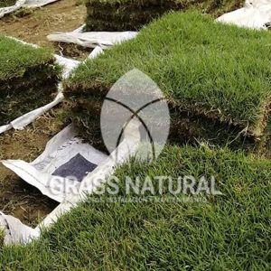 tipos de jardineria,jardineria cursos,servicio de jardineria,importancia de jardineria,jardineria herramientas,jardineria y plantas,jardineria y paisajismo,jardineria macetas,tipos de jardineria,jardineria cursos,servicio de jardineria,importancia de jardineria,jardineria herramientas,jardineria y plantas,jardineria y paisajismo,jardineria macetas,instalacion de grass sintetico pdf,como instalar grass sintetico,instalacion de grass natural,grass sintetico deportivo,grass sintetico decorativo,como colocar cesped sintetico para canchas,instalacion de grass sintetico sobre losa de concreto,procedimiento de instalacion de grass sintetico,como poner pasto natural,cómo preparar la tierra para poner pasto en rollo,como plantar cesped en tierra dura,venta de grass natural en huancayo,grass americano,como hacer panes de cesped caseros,como instalar grama,cesped en rollo,grass americano promart,grass americano descripcion,venta de grass americano en huachipa,grass japones,grass paspalum,grass americano chaclacayo,grass natural precio maestro,grass americano en lurin,grass paspalum lima,semilla grass paspalum,pasto paspalum caracteristicas,grass americano,grass bermuda,pasto paspalum precio,diferencia entre grass americano y paspalum,tipos de grass,semillas de cesped para jardin,pasto que no necesita corte,tipos de cesped para canchas de futbol,tipos de pasto para sombra,cesped caracteristicas,tipos de pasto san agustin,cesped natural para jardin,cesped kikuyo,como poner pasto natural,cómo preparar la tierra para poner pasto en rollo,como plantar cesped en tierra dura,venta de grass natural en huancayo,grass americano,como hacer panes de cesped caseros,como instalar grama,cesped en rollo,cómo preparar la tierra para poner pasto en rollo,como poner pasto en semilla,pasto alfombra natural,como sembrar pasto alfombra,cuidado del pasto en rollo recien plantado,instalacion de cesped natural,pasto sintetico,pasto chino cuidados,cómo preparar la tierra para poner pasto en rollo,como poner pasto en semilla,pasto alfombra natural,como sembrar pasto alfombra,cuidado del pasto en rollo recien plantado,instalacion de cesped natural,pasto sintetico,pasto chino cuidados,venta de plantas al por mayor,venta de plantas ornamentales en lima,venta de plantas de flores,venta de plantas en trujillo,venta de plantas por internet,venta de plantas en piura,viveros en lurin,viveros en lurin pachacamac,venta de plantas al por mayor,venta de plantas ornamentales en lima,viveros en lurin,viveros en la molina,viveros en lurin pachacamac,flor de loto venta peru,viveros en chorrillos ,venta de plantas online,venta de plantas al por mayor en lima,venta de plantas ornamentales,venta de plantas de flores,viveros en lurin,venta de plantas en magdalena,venta de plantas online,viveros en lurin pachacamac,viveros en la molina,venta de grass natural en lurin,venta de grass natural en puente piedra,grass natural precio maestro,venta de grass japones en lima,venta de grass natural en piura,venta de grass natural en comas,semilla de grass,venta de grass chino en lima,semilla grass bermuda black jack,grass americano,semillas de cesped para jardin,grass natural precio maestro,grass natural promart,crecimiento de grass,grass para parques,venta de cesped natural,venta de grass natural en lurin,venta de grass natural en puente piedra,grass natural precio maestro,venta de grass japones en lima,venta de grass natural en piura,venta de grass natural en comas,venta de grass sintetico,venta de grass chino en lima,venta de grass natural en lurin,venta de grass natural en puente piedra,grass natural precio maestro,venta de grass japones en lima,venta de grass natural en piura,venta de grass natural en comas,venta de grass sintetico,venta de grass chino en lima
