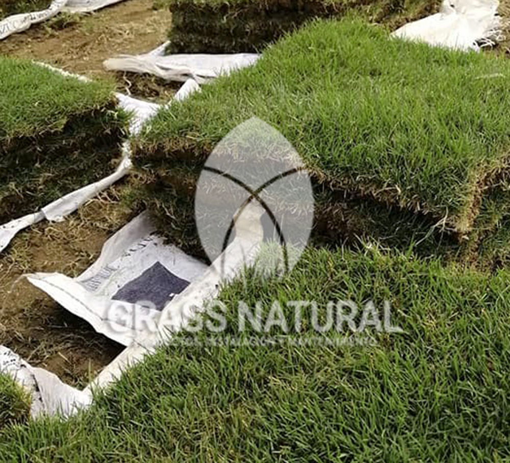 tipos de jardineria,jardineria cursos,servicio de jardineria,importancia de jardineria,jardineria herramientas,jardineria y plantas,jardineria y paisajismo,jardineria macetas,tipos de jardineria,jardineria cursos,servicio de jardineria,importancia de jardineria,jardineria herramientas,jardineria y plantas,jardineria y paisajismo,jardineria macetas,instalacion de grass sintetico pdf,como instalar grass sintetico,instalacion de grass natural,grass sintetico deportivo,grass sintetico decorativo,como colocar cesped sintetico para canchas,instalacion de grass sintetico sobre losa de concreto,procedimiento de instalacion de grass sintetico,como poner pasto natural,cómo preparar la tierra para poner pasto en rollo,como plantar cesped en tierra dura,venta de grass natural en huancayo,grass americano,como hacer panes de cesped caseros,como instalar grama,cesped en rollo,grass americano promart,grass americano descripcion,venta de grass americano en huachipa,grass japones,grass paspalum,grass americano chaclacayo,grass natural precio maestro,grass americano en lurin,grass paspalum lima,semilla grass paspalum,pasto paspalum caracteristicas,grass americano,grass bermuda,pasto paspalum precio,diferencia entre grass americano y paspalum,tipos de grass,semillas de cesped para jardin,pasto que no necesita corte,tipos de cesped para canchas de futbol,tipos de pasto para sombra,cesped caracteristicas,tipos de pasto san agustin,cesped natural para jardin,cesped kikuyo,como poner pasto natural,cómo preparar la tierra para poner pasto en rollo,como plantar cesped en tierra dura,venta de grass natural en huancayo,grass americano,como hacer panes de cesped caseros,como instalar grama,cesped en rollo,cómo preparar la tierra para poner pasto en rollo,como poner pasto en semilla,pasto alfombra natural,como sembrar pasto alfombra,cuidado del pasto en rollo recien plantado,instalacion de cesped natural,pasto sintetico,pasto chino cuidados,cómo preparar la tierra para poner pasto en rollo,como poner pasto en semilla,pasto alfombra natural,como sembrar pasto alfombra,cuidado del pasto en rollo recien plantado,instalacion de cesped natural,pasto sintetico,pasto chino cuidados,venta de plantas al por mayor,venta de plantas ornamentales en lima,venta de plantas de flores,venta de plantas en trujillo,venta de plantas por internet,venta de plantas en piura,viveros en lurin,viveros en lurin pachacamac,venta de plantas al por mayor,venta de plantas ornamentales en lima,viveros en lurin,viveros en la molina,viveros en lurin pachacamac,flor de loto venta peru,viveros en chorrillos ,venta de plantas online,venta de plantas al por mayor en lima,venta de plantas ornamentales,venta de plantas de flores,viveros en lurin,venta de plantas en magdalena,venta de plantas online,viveros en lurin pachacamac,viveros en la molina,venta de grass natural en lurin,venta de grass natural en puente piedra,grass natural precio maestro,venta de grass japones en lima,venta de grass natural en piura,venta de grass natural en comas,semilla de grass,venta de grass chino en lima,semilla grass bermuda black jack,grass americano,semillas de cesped para jardin,grass natural precio maestro,grass natural promart,crecimiento de grass,grass para parques,venta de cesped natural,venta de grass natural en lurin,venta de grass natural en puente piedra,grass natural precio maestro,venta de grass japones en lima,venta de grass natural en piura,venta de grass natural en comas,venta de grass sintetico,venta de grass chino en lima,venta de grass natural en lurin,venta de grass natural en puente piedra,grass natural precio maestro,venta de grass japones en lima,venta de grass natural en piura,venta de grass natural en comas,venta de grass sintetico,venta de grass chino en lima