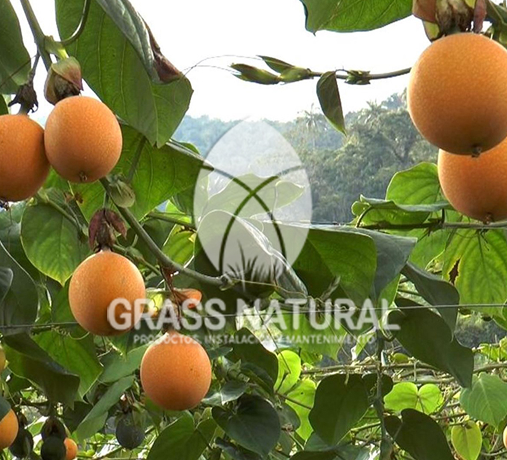 tipos de jardineria,jardineria cursos,servicio de jardineria,importancia de jardineria,jardineria herramientas,jardineria y plantas,jardineria y paisajismo,jardineria macetas,tipos de jardineria,jardineria cursos,servicio de jardineria,importancia de jardineria,jardineria herramientas,jardineria y plantas,jardineria y paisajismo,jardineria macetas,instalacion de grass sintetico pdf,como instalar grass sintetico,instalacion de grass natural,grass sintetico deportivo,grass sintetico decorativo,como colocar cesped sintetico para canchas,instalacion de grass sintetico sobre losa de concreto,procedimiento de instalacion de grass sintetico,como poner pasto natural,cómo preparar la tierra para poner pasto en rollo,como plantar cesped en tierra dura,venta de grass natural en huancayo,grass americano,como hacer panes de cesped caseros,como instalar grama,cesped en rollo,grass americano promart,grass americano descripcion,venta de grass americano en huachipa,grass japones,grass paspalum,grass americano chaclacayo,grass natural precio maestro,grass americano en lurin,grass paspalum lima,semilla grass paspalum,pasto paspalum caracteristicas,grass americano,grass bermuda,pasto paspalum precio,diferencia entre grass americano y paspalum,tipos de grass,semillas de cesped para jardin,pasto que no necesita corte,tipos de cesped para canchas de futbol,tipos de pasto para sombra,cesped caracteristicas,tipos de pasto san agustin,cesped natural para jardin,cesped kikuyo,como poner pasto natural,cómo preparar la tierra para poner pasto en rollo,como plantar cesped en tierra dura,venta de grass natural en huancayo,grass americano,como hacer panes de cesped caseros,como instalar grama,cesped en rollo,cómo preparar la tierra para poner pasto en rollo,como poner pasto en semilla,pasto alfombra natural,como sembrar pasto alfombra,cuidado del pasto en rollo recien plantado,instalacion de cesped natural,pasto sintetico,pasto chino cuidados,cómo preparar la tierra para poner pasto en rollo,como poner pasto en semilla,pasto alfombra natural,como sembrar pasto alfombra,cuidado del pasto en rollo recien plantado,instalacion de cesped natural,pasto sintetico,pasto chino cuidados,venta de plantas al por mayor,venta de plantas ornamentales en lima,venta de plantas de flores,venta de plantas en trujillo,venta de plantas por internet,venta de plantas en piura,viveros en lurin,viveros en lurin pachacamac,venta de plantas al por mayor,venta de plantas ornamentales en lima,viveros en lurin,viveros en la molina,viveros en lurin pachacamac,flor de loto venta peru,viveros en chorrillos ,venta de plantas online,venta de plantas al por mayor en lima,venta de plantas ornamentales,venta de plantas de flores,viveros en lurin,venta de plantas en magdalena,venta de plantas online,viveros en lurin pachacamac,viveros en la molina,venta de grass natural en lurin,venta de grass natural en puente piedra,grass natural precio maestro,venta de grass japones en lima,venta de grass natural en piura,venta de grass natural en comas,semilla de grass,venta de grass chino en lima,semilla grass bermuda black jack,grass americano,semillas de cesped para jardin,grass natural precio maestro,grass natural promart,crecimiento de grass,grass para parques,venta de cesped natural,venta de grass natural en lurin,venta de grass natural en puente piedra,grass natural precio maestro,venta de grass japones en lima,venta de grass natural en piura,venta de grass natural en comas,venta de grass sintetico,venta de grass chino en lima,venta de grass natural en lurin,venta de grass natural en puente piedra,grass natural precio maestro,venta de grass japones en lima,venta de grass natural en piura,venta de grass natural en comas,venta de grass sintetico,venta de grass chino en lima