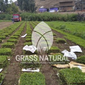 tipos de jardineria,jardineria cursos,servicio de jardineria,importancia de jardineria,jardineria herramientas,jardineria y plantas,jardineria y paisajismo,jardineria macetas,tipos de jardineria,jardineria cursos,servicio de jardineria,importancia de jardineria,jardineria herramientas,jardineria y plantas,jardineria y paisajismo,jardineria macetas,instalacion de grass sintetico pdf,como instalar grass sintetico,instalacion de grass natural,grass sintetico deportivo,grass sintetico decorativo,como colocar cesped sintetico para canchas,instalacion de grass sintetico sobre losa de concreto,procedimiento de instalacion de grass sintetico,como poner pasto natural,cómo preparar la tierra para poner pasto en rollo,como plantar cesped en tierra dura,venta de grass natural en huancayo,grass americano,como hacer panes de cesped caseros,como instalar grama,cesped en rollo,grass americano promart,grass americano descripcion,venta de grass americano en huachipa,grass japones,grass paspalum,grass americano chaclacayo,grass natural precio maestro,grass americano en lurin,grass paspalum lima,semilla grass paspalum,pasto paspalum caracteristicas,grass americano,grass bermuda,pasto paspalum precio,diferencia entre grass americano y paspalum,tipos de grass,semillas de cesped para jardin,pasto que no necesita corte,tipos de cesped para canchas de futbol,tipos de pasto para sombra,cesped caracteristicas,tipos de pasto san agustin,cesped natural para jardin,cesped kikuyo,como poner pasto natural,cómo preparar la tierra para poner pasto en rollo,como plantar cesped en tierra dura,venta de grass natural en huancayo,grass americano,como hacer panes de cesped caseros,como instalar grama,cesped en rollo,cómo preparar la tierra para poner pasto en rollo,como poner pasto en semilla,pasto alfombra natural,como sembrar pasto alfombra,cuidado del pasto en rollo recien plantado,instalacion de cesped natural,pasto sintetico,pasto chino cuidados,cómo preparar la tierra para poner pasto en rollo,como poner pasto en semilla,pasto alfombra natural,como sembrar pasto alfombra,cuidado del pasto en rollo recien plantado,instalacion de cesped natural,pasto sintetico,pasto chino cuidados,venta de plantas al por mayor,venta de plantas ornamentales en lima,venta de plantas de flores,venta de plantas en trujillo,venta de plantas por internet,venta de plantas en piura,viveros en lurin,viveros en lurin pachacamac,venta de plantas al por mayor,venta de plantas ornamentales en lima,viveros en lurin,viveros en la molina,viveros en lurin pachacamac,flor de loto venta peru,viveros en chorrillos ,venta de plantas online,venta de plantas al por mayor en lima,venta de plantas ornamentales,venta de plantas de flores,viveros en lurin,venta de plantas en magdalena,venta de plantas online,viveros en lurin pachacamac,viveros en la molina,venta de grass natural en lurin,venta de grass natural en puente piedra,grass natural precio maestro,venta de grass japones en lima,venta de grass natural en piura,venta de grass natural en comas,semilla de grass,venta de grass chino en lima,semilla grass bermuda black jack,grass americano,semillas de cesped para jardin,grass natural precio maestro,grass natural promart,crecimiento de grass,grass para parques,venta de cesped natural,venta de grass natural en lurin,venta de grass natural en puente piedra,grass natural precio maestro,venta de grass japones en lima,venta de grass natural en piura,venta de grass natural en comas,venta de grass sintetico,venta de grass chino en lima,venta de grass natural en lurin,venta de grass natural en puente piedra,grass natural precio maestro,venta de grass japones en lima,venta de grass natural en piura,venta de grass natural en comas,venta de grass sintetico,venta de grass chino en lima
