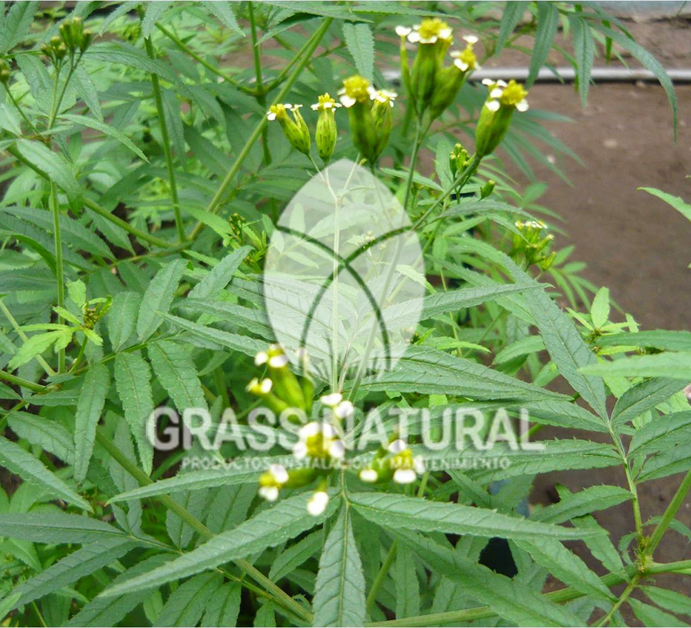 tipos de jardineria,jardineria cursos,servicio de jardineria,importancia de jardineria,jardineria herramientas,jardineria y plantas,jardineria y paisajismo,jardineria macetas,tipos de jardineria,jardineria cursos,servicio de jardineria,importancia de jardineria,jardineria herramientas,jardineria y plantas,jardineria y paisajismo,jardineria macetas,instalacion de grass sintetico pdf,como instalar grass sintetico,instalacion de grass natural,grass sintetico deportivo,grass sintetico decorativo,como colocar cesped sintetico para canchas,instalacion de grass sintetico sobre losa de concreto,procedimiento de instalacion de grass sintetico,como poner pasto natural,cómo preparar la tierra para poner pasto en rollo,como plantar cesped en tierra dura,venta de grass natural en huancayo,grass americano,como hacer panes de cesped caseros,como instalar grama,cesped en rollo,grass americano promart,grass americano descripcion,venta de grass americano en huachipa,grass japones,grass paspalum,grass americano chaclacayo,grass natural precio maestro,grass americano en lurin,grass paspalum lima,semilla grass paspalum,pasto paspalum caracteristicas,grass americano,grass bermuda,pasto paspalum precio,diferencia entre grass americano y paspalum,tipos de grass,semillas de cesped para jardin,pasto que no necesita corte,tipos de cesped para canchas de futbol,tipos de pasto para sombra,cesped caracteristicas,tipos de pasto san agustin,cesped natural para jardin,cesped kikuyo,como poner pasto natural,cómo preparar la tierra para poner pasto en rollo,como plantar cesped en tierra dura,venta de grass natural en huancayo,grass americano,como hacer panes de cesped caseros,como instalar grama,cesped en rollo,cómo preparar la tierra para poner pasto en rollo,como poner pasto en semilla,pasto alfombra natural,como sembrar pasto alfombra,cuidado del pasto en rollo recien plantado,instalacion de cesped natural,pasto sintetico,pasto chino cuidados,cómo preparar la tierra para poner pasto en rollo,como poner pasto en semilla,pasto alfombra natural,como sembrar pasto alfombra,cuidado del pasto en rollo recien plantado,instalacion de cesped natural,pasto sintetico,pasto chino cuidados,venta de plantas al por mayor,venta de plantas ornamentales en lima,venta de plantas de flores,venta de plantas en trujillo,venta de plantas por internet,venta de plantas en piura,viveros en lurin,viveros en lurin pachacamac,venta de plantas al por mayor,venta de plantas ornamentales en lima,viveros en lurin,viveros en la molina,viveros en lurin pachacamac,flor de loto venta peru,viveros en chorrillos ,venta de plantas online,venta de plantas al por mayor en lima,venta de plantas ornamentales,venta de plantas de flores,viveros en lurin,venta de plantas en magdalena,venta de plantas online,viveros en lurin pachacamac,viveros en la molina,venta de grass natural en lurin,venta de grass natural en puente piedra,grass natural precio maestro,venta de grass japones en lima,venta de grass natural en piura,venta de grass natural en comas,semilla de grass,venta de grass chino en lima,semilla grass bermuda black jack,grass americano,semillas de cesped para jardin,grass natural precio maestro,grass natural promart,crecimiento de grass,grass para parques,venta de cesped natural,venta de grass natural en lurin,venta de grass natural en puente piedra,grass natural precio maestro,venta de grass japones en lima,venta de grass natural en piura,venta de grass natural en comas,venta de grass sintetico,venta de grass chino en lima,venta de grass natural en lurin,venta de grass natural en puente piedra,grass natural precio maestro,venta de grass japones en lima,venta de grass natural en piura,venta de grass natural en comas,venta de grass sintetico,venta de grass chino en lima Contáctenos al 922919092 o escríbenos a ventas@grassnatural.com
