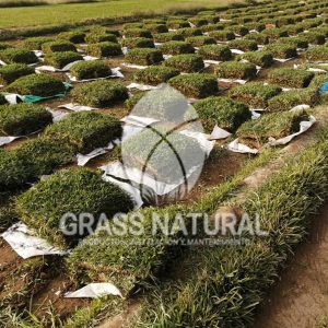 tipos de jardineria,jardineria cursos,servicio de jardineria,importancia de jardineria,jardineria herramientas,jardineria y plantas,jardineria y paisajismo,jardineria macetas,tipos de jardineria,jardineria cursos,servicio de jardineria,importancia de jardineria,jardineria herramientas,jardineria y plantas,jardineria y paisajismo,jardineria macetas,instalacion de grass sintetico pdf,como instalar grass sintetico,instalacion de grass natural,grass sintetico deportivo,grass sintetico decorativo,como colocar cesped sintetico para canchas,instalacion de grass sintetico sobre losa de concreto,procedimiento de instalacion de grass sintetico,como poner pasto natural,cómo preparar la tierra para poner pasto en rollo,como plantar cesped en tierra dura,venta de grass natural en huancayo,grass americano,como hacer panes de cesped caseros,como instalar grama,cesped en rollo,grass americano promart,grass americano descripcion,venta de grass americano en huachipa,grass japones,grass paspalum,grass americano chaclacayo,grass natural precio maestro,grass americano en lurin,grass paspalum lima,semilla grass paspalum,pasto paspalum caracteristicas,grass americano,grass bermuda,pasto paspalum precio,diferencia entre grass americano y paspalum,tipos de grass,semillas de cesped para jardin,pasto que no necesita corte,tipos de cesped para canchas de futbol,tipos de pasto para sombra,cesped caracteristicas,tipos de pasto san agustin,cesped natural para jardin,cesped kikuyo,como poner pasto natural,cómo preparar la tierra para poner pasto en rollo,como plantar cesped en tierra dura,venta de grass natural en huancayo,grass americano,como hacer panes de cesped caseros,como instalar grama,cesped en rollo,cómo preparar la tierra para poner pasto en rollo,como poner pasto en semilla,pasto alfombra natural,como sembrar pasto alfombra,cuidado del pasto en rollo recien plantado,instalacion de cesped natural,pasto sintetico,pasto chino cuidados,cómo preparar la tierra para poner pasto en rollo,como poner pasto en semilla,pasto alfombra natural,como sembrar pasto alfombra,cuidado del pasto en rollo recien plantado,instalacion de cesped natural,pasto sintetico,pasto chino cuidados,venta de plantas al por mayor,venta de plantas ornamentales en lima,venta de plantas de flores,venta de plantas en trujillo,venta de plantas por internet,venta de plantas en piura,viveros en lurin,viveros en lurin pachacamac,venta de plantas al por mayor,venta de plantas ornamentales en lima,viveros en lurin,viveros en la molina,viveros en lurin pachacamac,flor de loto venta peru,viveros en chorrillos ,venta de plantas online,venta de plantas al por mayor en lima,venta de plantas ornamentales,venta de plantas de flores,viveros en lurin,venta de plantas en magdalena,venta de plantas online,viveros en lurin pachacamac,viveros en la molina,venta de grass natural en lurin,venta de grass natural en puente piedra,grass natural precio maestro,venta de grass japones en lima,venta de grass natural en piura,venta de grass natural en comas,semilla de grass,venta de grass chino en lima,semilla grass bermuda black jack,grass americano,semillas de cesped para jardin,grass natural precio maestro,grass natural promart,crecimiento de grass,grass para parques,venta de cesped natural,venta de grass natural en lurin,venta de grass natural en puente piedra,grass natural precio maestro,venta de grass japones en lima,venta de grass natural en piura,venta de grass natural en comas,venta de grass sintetico,venta de grass chino en lima,venta de grass natural en lurin,venta de grass natural en puente piedra,grass natural precio maestro,venta de grass japones en lima,venta de grass natural en piura,venta de grass natural en comas,venta de grass sintetico,venta de grass chino en lima
