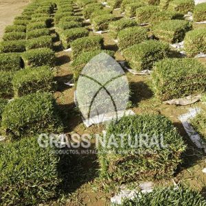 tipos de jardineria,jardineria cursos,servicio de jardineria,importancia de jardineria,jardineria herramientas,jardineria y plantas,jardineria y paisajismo,jardineria macetas,tipos de jardineria,jardineria cursos,servicio de jardineria,importancia de jardineria,jardineria herramientas,jardineria y plantas,jardineria y paisajismo,jardineria macetas,instalacion de grass sintetico pdf,como instalar grass sintetico,instalacion de grass natural,grass sintetico deportivo,grass sintetico decorativo,como colocar cesped sintetico para canchas,instalacion de grass sintetico sobre losa de concreto,procedimiento de instalacion de grass sintetico,como poner pasto natural,cómo preparar la tierra para poner pasto en rollo,como plantar cesped en tierra dura,venta de grass natural en huancayo,grass americano,como hacer panes de cesped caseros,como instalar grama,cesped en rollo,grass americano promart,grass americano descripcion,venta de grass americano en huachipa,grass japones,grass paspalum,grass americano chaclacayo,grass natural precio maestro,grass americano en lurin,grass paspalum lima,semilla grass paspalum,pasto paspalum caracteristicas,grass americano,grass bermuda,pasto paspalum precio,diferencia entre grass americano y paspalum,tipos de grass,semillas de cesped para jardin,pasto que no necesita corte,tipos de cesped para canchas de futbol,tipos de pasto para sombra,cesped caracteristicas,tipos de pasto san agustin,cesped natural para jardin,cesped kikuyo,como poner pasto natural,cómo preparar la tierra para poner pasto en rollo,como plantar cesped en tierra dura,venta de grass natural en huancayo,grass americano,como hacer panes de cesped caseros,como instalar grama,cesped en rollo,cómo preparar la tierra para poner pasto en rollo,como poner pasto en semilla,pasto alfombra natural,como sembrar pasto alfombra,cuidado del pasto en rollo recien plantado,instalacion de cesped natural,pasto sintetico,pasto chino cuidados,cómo preparar la tierra para poner pasto en rollo,como poner pasto en semilla,pasto alfombra natural,como sembrar pasto alfombra,cuidado del pasto en rollo recien plantado,instalacion de cesped natural,pasto sintetico,pasto chino cuidados,venta de plantas al por mayor,venta de plantas ornamentales en lima,venta de plantas de flores,venta de plantas en trujillo,venta de plantas por internet,venta de plantas en piura,viveros en lurin,viveros en lurin pachacamac,venta de plantas al por mayor,venta de plantas ornamentales en lima,viveros en lurin,viveros en la molina,viveros en lurin pachacamac,flor de loto venta peru,viveros en chorrillos ,venta de plantas online,venta de plantas al por mayor en lima,venta de plantas ornamentales,venta de plantas de flores,viveros en lurin,venta de plantas en magdalena,venta de plantas online,viveros en lurin pachacamac,viveros en la molina,venta de grass natural en lurin,venta de grass natural en puente piedra,grass natural precio maestro,venta de grass japones en lima,venta de grass natural en piura,venta de grass natural en comas,semilla de grass,venta de grass chino en lima,semilla grass bermuda black jack,grass americano,semillas de cesped para jardin,grass natural precio maestro,grass natural promart,crecimiento de grass,grass para parques,venta de cesped natural,venta de grass natural en lurin,venta de grass natural en puente piedra,grass natural precio maestro,venta de grass japones en lima,venta de grass natural en piura,venta de grass natural en comas,venta de grass sintetico,venta de grass chino en lima,venta de grass natural en lurin,venta de grass natural en puente piedra,grass natural precio maestro,venta de grass japones en lima,venta de grass natural en piura,venta de grass natural en comas,venta de grass sintetico,venta de grass chino en lima