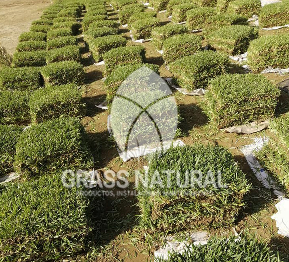 tipos de jardineria,jardineria cursos,servicio de jardineria,importancia de jardineria,jardineria herramientas,jardineria y plantas,jardineria y paisajismo,jardineria macetas,tipos de jardineria,jardineria cursos,servicio de jardineria,importancia de jardineria,jardineria herramientas,jardineria y plantas,jardineria y paisajismo,jardineria macetas,instalacion de grass sintetico pdf,como instalar grass sintetico,instalacion de grass natural,grass sintetico deportivo,grass sintetico decorativo,como colocar cesped sintetico para canchas,instalacion de grass sintetico sobre losa de concreto,procedimiento de instalacion de grass sintetico,como poner pasto natural,cómo preparar la tierra para poner pasto en rollo,como plantar cesped en tierra dura,venta de grass natural en huancayo,grass americano,como hacer panes de cesped caseros,como instalar grama,cesped en rollo,grass americano promart,grass americano descripcion,venta de grass americano en huachipa,grass japones,grass paspalum,grass americano chaclacayo,grass natural precio maestro,grass americano en lurin,grass paspalum lima,semilla grass paspalum,pasto paspalum caracteristicas,grass americano,grass bermuda,pasto paspalum precio,diferencia entre grass americano y paspalum,tipos de grass,semillas de cesped para jardin,pasto que no necesita corte,tipos de cesped para canchas de futbol,tipos de pasto para sombra,cesped caracteristicas,tipos de pasto san agustin,cesped natural para jardin,cesped kikuyo,como poner pasto natural,cómo preparar la tierra para poner pasto en rollo,como plantar cesped en tierra dura,venta de grass natural en huancayo,grass americano,como hacer panes de cesped caseros,como instalar grama,cesped en rollo,cómo preparar la tierra para poner pasto en rollo,como poner pasto en semilla,pasto alfombra natural,como sembrar pasto alfombra,cuidado del pasto en rollo recien plantado,instalacion de cesped natural,pasto sintetico,pasto chino cuidados,cómo preparar la tierra para poner pasto en rollo,como poner pasto en semilla,pasto alfombra natural,como sembrar pasto alfombra,cuidado del pasto en rollo recien plantado,instalacion de cesped natural,pasto sintetico,pasto chino cuidados,venta de plantas al por mayor,venta de plantas ornamentales en lima,venta de plantas de flores,venta de plantas en trujillo,venta de plantas por internet,venta de plantas en piura,viveros en lurin,viveros en lurin pachacamac,venta de plantas al por mayor,venta de plantas ornamentales en lima,viveros en lurin,viveros en la molina,viveros en lurin pachacamac,flor de loto venta peru,viveros en chorrillos ,venta de plantas online,venta de plantas al por mayor en lima,venta de plantas ornamentales,venta de plantas de flores,viveros en lurin,venta de plantas en magdalena,venta de plantas online,viveros en lurin pachacamac,viveros en la molina,venta de grass natural en lurin,venta de grass natural en puente piedra,grass natural precio maestro,venta de grass japones en lima,venta de grass natural en piura,venta de grass natural en comas,semilla de grass,venta de grass chino en lima,semilla grass bermuda black jack,grass americano,semillas de cesped para jardin,grass natural precio maestro,grass natural promart,crecimiento de grass,grass para parques,venta de cesped natural,venta de grass natural en lurin,venta de grass natural en puente piedra,grass natural precio maestro,venta de grass japones en lima,venta de grass natural en piura,venta de grass natural en comas,venta de grass sintetico,venta de grass chino en lima,venta de grass natural en lurin,venta de grass natural en puente piedra,grass natural precio maestro,venta de grass japones en lima,venta de grass natural en piura,venta de grass natural en comas,venta de grass sintetico,venta de grass chino en lima