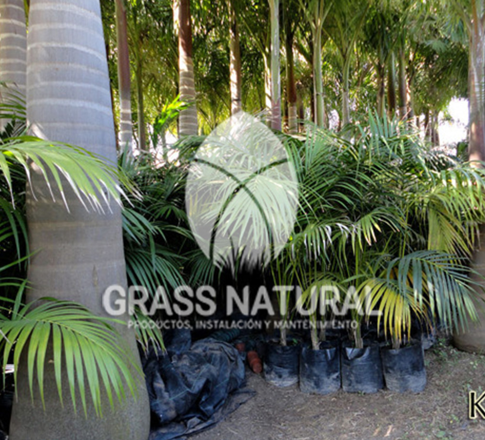 tipos de jardineria,jardineria cursos,servicio de jardineria,importancia de jardineria,jardineria herramientas,jardineria y plantas,jardineria y paisajismo,jardineria macetas,tipos de jardineria,jardineria cursos,servicio de jardineria,importancia de jardineria,jardineria herramientas,jardineria y plantas,jardineria y paisajismo,jardineria macetas,instalacion de grass sintetico pdf,como instalar grass sintetico,instalacion de grass natural,grass sintetico deportivo,grass sintetico decorativo,como colocar cesped sintetico para canchas,instalacion de grass sintetico sobre losa de concreto,procedimiento de instalacion de grass sintetico,como poner pasto natural,cómo preparar la tierra para poner pasto en rollo,como plantar cesped en tierra dura,venta de grass natural en huancayo,grass americano,como hacer panes de cesped caseros,como instalar grama,cesped en rollo,grass americano promart,grass americano descripcion,venta de grass americano en huachipa,grass japones,grass paspalum,grass americano chaclacayo,grass natural precio maestro,grass americano en lurin,grass paspalum lima,semilla grass paspalum,pasto paspalum caracteristicas,grass americano,grass bermuda,pasto paspalum precio,diferencia entre grass americano y paspalum,tipos de grass,semillas de cesped para jardin,pasto que no necesita corte,tipos de cesped para canchas de futbol,tipos de pasto para sombra,cesped caracteristicas,tipos de pasto san agustin,cesped natural para jardin,cesped kikuyo,como poner pasto natural,cómo preparar la tierra para poner pasto en rollo,como plantar cesped en tierra dura,venta de grass natural en huancayo,grass americano,como hacer panes de cesped caseros,como instalar grama,cesped en rollo,cómo preparar la tierra para poner pasto en rollo,como poner pasto en semilla,pasto alfombra natural,como sembrar pasto alfombra,cuidado del pasto en rollo recien plantado,instalacion de cesped natural,pasto sintetico,pasto chino cuidados,cómo preparar la tierra para poner pasto en rollo,como poner pasto en semilla,pasto alfombra natural,como sembrar pasto alfombra,cuidado del pasto en rollo recien plantado,instalacion de cesped natural,pasto sintetico,pasto chino cuidados,venta de plantas al por mayor,venta de plantas ornamentales en lima,venta de plantas de flores,venta de plantas en trujillo,venta de plantas por internet,venta de plantas en piura,viveros en lurin,viveros en lurin pachacamac,venta de plantas al por mayor,venta de plantas ornamentales en lima,viveros en lurin,viveros en la molina,viveros en lurin pachacamac,flor de loto venta peru,viveros en chorrillos ,venta de plantas online,venta de plantas al por mayor en lima,venta de plantas ornamentales,venta de plantas de flores,viveros en lurin,venta de plantas en magdalena,venta de plantas online,viveros en lurin pachacamac,viveros en la molina,venta de grass natural en lurin,venta de grass natural en puente piedra,grass natural precio maestro,venta de grass japones en lima,venta de grass natural en piura,venta de grass natural en comas,semilla de grass,venta de grass chino en lima,semilla grass bermuda black jack,grass americano,semillas de cesped para jardin,grass natural precio maestro,grass natural promart,crecimiento de grass,grass para parques,venta de cesped natural,venta de grass natural en lurin,venta de grass natural en puente piedra,grass natural precio maestro,venta de grass japones en lima,venta de grass natural en piura,venta de grass natural en comas,venta de grass sintetico,venta de grass chino en lima,venta de grass natural en lurin,venta de grass natural en puente piedra,grass natural precio maestro,venta de grass japones en lima,venta de grass natural en piura,venta de grass natural en comas,venta de grass sintetico,venta de grass chino en lima