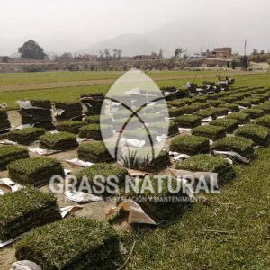 tipos de jardineria,jardineria cursos,servicio de jardineria,importancia de jardineria,jardineria herramientas,jardineria y plantas,jardineria y paisajismo,jardineria macetas,tipos de jardineria,jardineria cursos,servicio de jardineria,importancia de jardineria,jardineria herramientas,jardineria y plantas,jardineria y paisajismo,jardineria macetas,instalacion de grass sintetico pdf,como instalar grass sintetico,instalacion de grass natural,grass sintetico deportivo,grass sintetico decorativo,como colocar cesped sintetico para canchas,instalacion de grass sintetico sobre losa de concreto,procedimiento de instalacion de grass sintetico,como poner pasto natural,cómo preparar la tierra para poner pasto en rollo,como plantar cesped en tierra dura,venta de grass natural en huancayo,grass americano,como hacer panes de cesped caseros,como instalar grama,cesped en rollo,grass americano promart,grass americano descripcion,venta de grass americano en huachipa,grass japones,grass paspalum,grass americano chaclacayo,grass natural precio maestro,grass americano en lurin,grass paspalum lima,semilla grass paspalum,pasto paspalum caracteristicas,grass americano,grass bermuda,pasto paspalum precio,diferencia entre grass americano y paspalum,tipos de grass,semillas de cesped para jardin,pasto que no necesita corte,tipos de cesped para canchas de futbol,tipos de pasto para sombra,cesped caracteristicas,tipos de pasto san agustin,cesped natural para jardin,cesped kikuyo,como poner pasto natural,cómo preparar la tierra para poner pasto en rollo,como plantar cesped en tierra dura,venta de grass natural en huancayo,grass americano,como hacer panes de cesped caseros,como instalar grama,cesped en rollo,cómo preparar la tierra para poner pasto en rollo,como poner pasto en semilla,pasto alfombra natural,como sembrar pasto alfombra,cuidado del pasto en rollo recien plantado,instalacion de cesped natural,pasto sintetico,pasto chino cuidados,cómo preparar la tierra para poner pasto en rollo,como poner pasto en semilla,pasto alfombra natural,como sembrar pasto alfombra,cuidado del pasto en rollo recien plantado,instalacion de cesped natural,pasto sintetico,pasto chino cuidados,venta de plantas al por mayor,venta de plantas ornamentales en lima,venta de plantas de flores,venta de plantas en trujillo,venta de plantas por internet,venta de plantas en piura,viveros en lurin,viveros en lurin pachacamac,venta de plantas al por mayor,venta de plantas ornamentales en lima,viveros en lurin,viveros en la molina,viveros en lurin pachacamac,flor de loto venta peru,viveros en chorrillos ,venta de plantas online,venta de plantas al por mayor en lima,venta de plantas ornamentales,venta de plantas de flores,viveros en lurin,venta de plantas en magdalena,venta de plantas online,viveros en lurin pachacamac,viveros en la molina,venta de grass natural en lurin,venta de grass natural en puente piedra,grass natural precio maestro,venta de grass japones en lima,venta de grass natural en piura,venta de grass natural en comas,semilla de grass,venta de grass chino en lima,semilla grass bermuda black jack,grass americano,semillas de cesped para jardin,grass natural precio maestro,grass natural promart,crecimiento de grass,grass para parques,venta de cesped natural,venta de grass natural en lurin,venta de grass natural en puente piedra,grass natural precio maestro,venta de grass japones en lima,venta de grass natural en piura,venta de grass natural en comas,venta de grass sintetico,venta de grass chino en lima,venta de grass natural en lurin,venta de grass natural en puente piedra,grass natural precio maestro,venta de grass japones en lima,venta de grass natural en piura,venta de grass natural en comas,venta de grass sintetico,venta de grass chino en lima