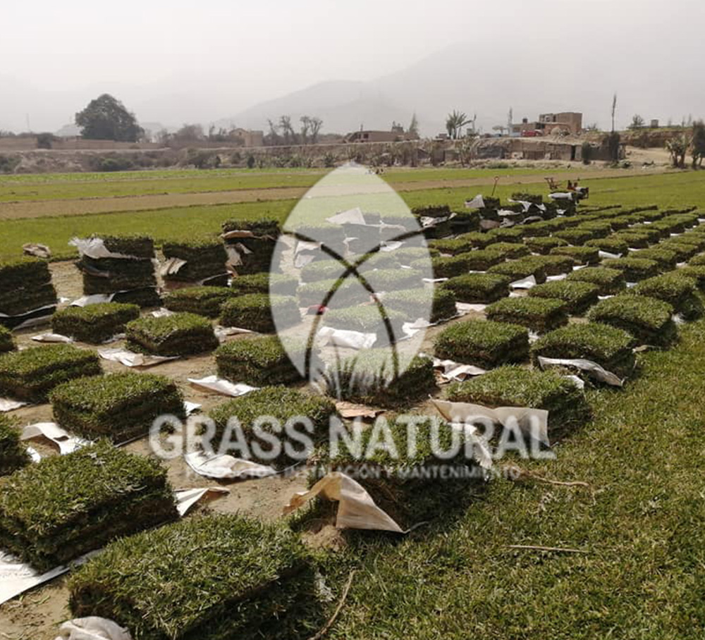 tipos de jardineria,jardineria cursos,servicio de jardineria,importancia de jardineria,jardineria herramientas,jardineria y plantas,jardineria y paisajismo,jardineria macetas,tipos de jardineria,jardineria cursos,servicio de jardineria,importancia de jardineria,jardineria herramientas,jardineria y plantas,jardineria y paisajismo,jardineria macetas,instalacion de grass sintetico pdf,como instalar grass sintetico,instalacion de grass natural,grass sintetico deportivo,grass sintetico decorativo,como colocar cesped sintetico para canchas,instalacion de grass sintetico sobre losa de concreto,procedimiento de instalacion de grass sintetico,como poner pasto natural,cómo preparar la tierra para poner pasto en rollo,como plantar cesped en tierra dura,venta de grass natural en huancayo,grass americano,como hacer panes de cesped caseros,como instalar grama,cesped en rollo,grass americano promart,grass americano descripcion,venta de grass americano en huachipa,grass japones,grass paspalum,grass americano chaclacayo,grass natural precio maestro,grass americano en lurin,grass paspalum lima,semilla grass paspalum,pasto paspalum caracteristicas,grass americano,grass bermuda,pasto paspalum precio,diferencia entre grass americano y paspalum,tipos de grass,semillas de cesped para jardin,pasto que no necesita corte,tipos de cesped para canchas de futbol,tipos de pasto para sombra,cesped caracteristicas,tipos de pasto san agustin,cesped natural para jardin,cesped kikuyo,como poner pasto natural,cómo preparar la tierra para poner pasto en rollo,como plantar cesped en tierra dura,venta de grass natural en huancayo,grass americano,como hacer panes de cesped caseros,como instalar grama,cesped en rollo,cómo preparar la tierra para poner pasto en rollo,como poner pasto en semilla,pasto alfombra natural,como sembrar pasto alfombra,cuidado del pasto en rollo recien plantado,instalacion de cesped natural,pasto sintetico,pasto chino cuidados,cómo preparar la tierra para poner pasto en rollo,como poner pasto en semilla,pasto alfombra natural,como sembrar pasto alfombra,cuidado del pasto en rollo recien plantado,instalacion de cesped natural,pasto sintetico,pasto chino cuidados,venta de plantas al por mayor,venta de plantas ornamentales en lima,venta de plantas de flores,venta de plantas en trujillo,venta de plantas por internet,venta de plantas en piura,viveros en lurin,viveros en lurin pachacamac,venta de plantas al por mayor,venta de plantas ornamentales en lima,viveros en lurin,viveros en la molina,viveros en lurin pachacamac,flor de loto venta peru,viveros en chorrillos ,venta de plantas online,venta de plantas al por mayor en lima,venta de plantas ornamentales,venta de plantas de flores,viveros en lurin,venta de plantas en magdalena,venta de plantas online,viveros en lurin pachacamac,viveros en la molina,venta de grass natural en lurin,venta de grass natural en puente piedra,grass natural precio maestro,venta de grass japones en lima,venta de grass natural en piura,venta de grass natural en comas,semilla de grass,venta de grass chino en lima,semilla grass bermuda black jack,grass americano,semillas de cesped para jardin,grass natural precio maestro,grass natural promart,crecimiento de grass,grass para parques,venta de cesped natural,venta de grass natural en lurin,venta de grass natural en puente piedra,grass natural precio maestro,venta de grass japones en lima,venta de grass natural en piura,venta de grass natural en comas,venta de grass sintetico,venta de grass chino en lima,venta de grass natural en lurin,venta de grass natural en puente piedra,grass natural precio maestro,venta de grass japones en lima,venta de grass natural en piura,venta de grass natural en comas,venta de grass sintetico,venta de grass chino en lima
