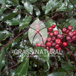 tipos de jardineria,jardineria cursos,servicio de jardineria,importancia de jardineria,jardineria herramientas,jardineria y plantas,jardineria y paisajismo,jardineria macetas,tipos de jardineria,jardineria cursos,servicio de jardineria,importancia de jardineria,jardineria herramientas,jardineria y plantas,jardineria y paisajismo,jardineria macetas,instalacion de grass sintetico pdf,como instalar grass sintetico,instalacion de grass natural,grass sintetico deportivo,grass sintetico decorativo,como colocar cesped sintetico para canchas,instalacion de grass sintetico sobre losa de concreto,procedimiento de instalacion de grass sintetico,como poner pasto natural,cómo preparar la tierra para poner pasto en rollo,como plantar cesped en tierra dura,venta de grass natural en huancayo,grass americano,como hacer panes de cesped caseros,como instalar grama,cesped en rollo,grass americano promart,grass americano descripcion,venta de grass americano en huachipa,grass japones,grass paspalum,grass americano chaclacayo,grass natural precio maestro,grass americano en lurin,grass paspalum lima,semilla grass paspalum,pasto paspalum caracteristicas,grass americano,grass bermuda,pasto paspalum precio,diferencia entre grass americano y paspalum,tipos de grass,semillas de cesped para jardin,pasto que no necesita corte,tipos de cesped para canchas de futbol,tipos de pasto para sombra,cesped caracteristicas,tipos de pasto san agustin,cesped natural para jardin,cesped kikuyo,como poner pasto natural,cómo preparar la tierra para poner pasto en rollo,como plantar cesped en tierra dura,venta de grass natural en huancayo,grass americano,como hacer panes de cesped caseros,como instalar grama,cesped en rollo,cómo preparar la tierra para poner pasto en rollo,como poner pasto en semilla,pasto alfombra natural,como sembrar pasto alfombra,cuidado del pasto en rollo recien plantado,instalacion de cesped natural,pasto sintetico,pasto chino cuidados,cómo preparar la tierra para poner pasto en rollo,como poner pasto en semilla,pasto alfombra natural,como sembrar pasto alfombra,cuidado del pasto en rollo recien plantado,instalacion de cesped natural,pasto sintetico,pasto chino cuidados,venta de plantas al por mayor,venta de plantas ornamentales en lima,venta de plantas de flores,venta de plantas en trujillo,venta de plantas por internet,venta de plantas en piura,viveros en lurin,viveros en lurin pachacamac,venta de plantas al por mayor,venta de plantas ornamentales en lima,viveros en lurin,viveros en la molina,viveros en lurin pachacamac,flor de loto venta peru,viveros en chorrillos ,venta de plantas online,venta de plantas al por mayor en lima,venta de plantas ornamentales,venta de plantas de flores,viveros en lurin,venta de plantas en magdalena,venta de plantas online,viveros en lurin pachacamac,viveros en la molina,venta de grass natural en lurin,venta de grass natural en puente piedra,grass natural precio maestro,venta de grass japones en lima,venta de grass natural en piura,venta de grass natural en comas,semilla de grass,venta de grass chino en lima,semilla grass bermuda black jack,grass americano,semillas de cesped para jardin,grass natural precio maestro,grass natural promart,crecimiento de grass,grass para parques,venta de cesped natural,venta de grass natural en lurin,venta de grass natural en puente piedra,grass natural precio maestro,venta de grass japones en lima,venta de grass natural en piura,venta de grass natural en comas,venta de grass sintetico,venta de grass chino en lima,venta de grass natural en lurin,venta de grass natural en puente piedra,grass natural precio maestro,venta de grass japones en lima,venta de grass natural en piura,venta de grass natural en comas,venta de grass sintetico,venta de grass chino en lima