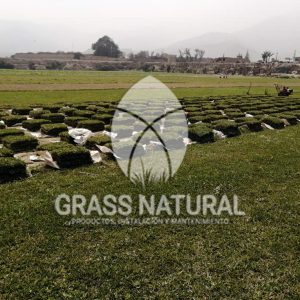 tipos de jardineria,jardineria cursos,servicio de jardineria,importancia de jardineria,jardineria herramientas,jardineria y plantas,jardineria y paisajismo,jardineria macetas,tipos de jardineria,jardineria cursos,servicio de jardineria,importancia de jardineria,jardineria herramientas,jardineria y plantas,jardineria y paisajismo,jardineria macetas,instalacion de grass sintetico pdf,como instalar grass sintetico,instalacion de grass natural,grass sintetico deportivo,grass sintetico decorativo,como colocar cesped sintetico para canchas,instalacion de grass sintetico sobre losa de concreto,procedimiento de instalacion de grass sintetico,como poner pasto natural,cómo preparar la tierra para poner pasto en rollo,como plantar cesped en tierra dura,venta de grass natural en huancayo,grass americano,como hacer panes de cesped caseros,como instalar grama,cesped en rollo,grass americano promart,grass americano descripcion,venta de grass americano en huachipa,grass japones,grass paspalum,grass americano chaclacayo,grass natural precio maestro,grass americano en lurin,grass paspalum lima,semilla grass paspalum,pasto paspalum caracteristicas,grass americano,grass bermuda,pasto paspalum precio,diferencia entre grass americano y paspalum,tipos de grass,semillas de cesped para jardin,pasto que no necesita corte,tipos de cesped para canchas de futbol,tipos de pasto para sombra,cesped caracteristicas,tipos de pasto san agustin,cesped natural para jardin,cesped kikuyo,como poner pasto natural,cómo preparar la tierra para poner pasto en rollo,como plantar cesped en tierra dura,venta de grass natural en huancayo,grass americano,como hacer panes de cesped caseros,como instalar grama,cesped en rollo,cómo preparar la tierra para poner pasto en rollo,como poner pasto en semilla,pasto alfombra natural,como sembrar pasto alfombra,cuidado del pasto en rollo recien plantado,instalacion de cesped natural,pasto sintetico,pasto chino cuidados,cómo preparar la tierra para poner pasto en rollo,como poner pasto en semilla,pasto alfombra natural,como sembrar pasto alfombra,cuidado del pasto en rollo recien plantado,instalacion de cesped natural,pasto sintetico,pasto chino cuidados,venta de plantas al por mayor,venta de plantas ornamentales en lima,venta de plantas de flores,venta de plantas en trujillo,venta de plantas por internet,venta de plantas en piura,viveros en lurin,viveros en lurin pachacamac,venta de plantas al por mayor,venta de plantas ornamentales en lima,viveros en lurin,viveros en la molina,viveros en lurin pachacamac,flor de loto venta peru,viveros en chorrillos ,venta de plantas online,venta de plantas al por mayor en lima,venta de plantas ornamentales,venta de plantas de flores,viveros en lurin,venta de plantas en magdalena,venta de plantas online,viveros en lurin pachacamac,viveros en la molina,venta de grass natural en lurin,venta de grass natural en puente piedra,grass natural precio maestro,venta de grass japones en lima,venta de grass natural en piura,venta de grass natural en comas,semilla de grass,venta de grass chino en lima,semilla grass bermuda black jack,grass americano,semillas de cesped para jardin,grass natural precio maestro,grass natural promart,crecimiento de grass,grass para parques,venta de cesped natural,venta de grass natural en lurin,venta de grass natural en puente piedra,grass natural precio maestro,venta de grass japones en lima,venta de grass natural en piura,venta de grass natural en comas,venta de grass sintetico,venta de grass chino en lima,venta de grass natural en lurin,venta de grass natural en puente piedra,grass natural precio maestro,venta de grass japones en lima,venta de grass natural en piura,venta de grass natural en comas,venta de grass sintetico,venta de grass chino en lima