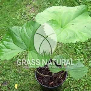 tipos de jardineria,jardineria cursos,servicio de jardineria,importancia de jardineria,jardineria herramientas,jardineria y plantas,jardineria y paisajismo,jardineria macetas,tipos de jardineria,jardineria cursos,servicio de jardineria,importancia de jardineria,jardineria herramientas,jardineria y plantas,jardineria y paisajismo,jardineria macetas,instalacion de grass sintetico pdf,como instalar grass sintetico,instalacion de grass natural,grass sintetico deportivo,grass sintetico decorativo,como colocar cesped sintetico para canchas,instalacion de grass sintetico sobre losa de concreto,procedimiento de instalacion de grass sintetico,como poner pasto natural,cómo preparar la tierra para poner pasto en rollo,como plantar cesped en tierra dura,venta de grass natural en huancayo,grass americano,como hacer panes de cesped caseros,como instalar grama,cesped en rollo,grass americano promart,grass americano descripcion,venta de grass americano en huachipa,grass japones,grass paspalum,grass americano chaclacayo,grass natural precio maestro,grass americano en lurin,grass paspalum lima,semilla grass paspalum,pasto paspalum caracteristicas,grass americano,grass bermuda,pasto paspalum precio,diferencia entre grass americano y paspalum,tipos de grass,semillas de cesped para jardin,pasto que no necesita corte,tipos de cesped para canchas de futbol,tipos de pasto para sombra,cesped caracteristicas,tipos de pasto san agustin,cesped natural para jardin,cesped kikuyo,como poner pasto natural,cómo preparar la tierra para poner pasto en rollo,como plantar cesped en tierra dura,venta de grass natural en huancayo,grass americano,como hacer panes de cesped caseros,como instalar grama,cesped en rollo,cómo preparar la tierra para poner pasto en rollo,como poner pasto en semilla,pasto alfombra natural,como sembrar pasto alfombra,cuidado del pasto en rollo recien plantado,instalacion de cesped natural,pasto sintetico,pasto chino cuidados,cómo preparar la tierra para poner pasto en rollo,como poner pasto en semilla,pasto alfombra natural,como sembrar pasto alfombra,cuidado del pasto en rollo recien plantado,instalacion de cesped natural,pasto sintetico,pasto chino cuidados,venta de plantas al por mayor,venta de plantas ornamentales en lima,venta de plantas de flores,venta de plantas en trujillo,venta de plantas por internet,venta de plantas en piura,viveros en lurin,viveros en lurin pachacamac,venta de plantas al por mayor,venta de plantas ornamentales en lima,viveros en lurin,viveros en la molina,viveros en lurin pachacamac,flor de loto venta peru,viveros en chorrillos ,venta de plantas online,venta de plantas al por mayor en lima,venta de plantas ornamentales,venta de plantas de flores,viveros en lurin,venta de plantas en magdalena,venta de plantas online,viveros en lurin pachacamac,viveros en la molina,venta de grass natural en lurin,venta de grass natural en puente piedra,grass natural precio maestro,venta de grass japones en lima,venta de grass natural en piura,venta de grass natural en comas,semilla de grass,venta de grass chino en lima,semilla grass bermuda black jack,grass americano,semillas de cesped para jardin,grass natural precio maestro,grass natural promart,crecimiento de grass,grass para parques,venta de cesped natural,venta de grass natural en lurin,venta de grass natural en puente piedra,grass natural precio maestro,venta de grass japones en lima,venta de grass natural en piura,venta de grass natural en comas,venta de grass sintetico,venta de grass chino en lima,venta de grass natural en lurin,venta de grass natural en puente piedra,grass natural precio maestro,venta de grass japones en lima,venta de grass natural en piura,venta de grass natural en comas,venta de grass sintetico,venta de grass chino en lima