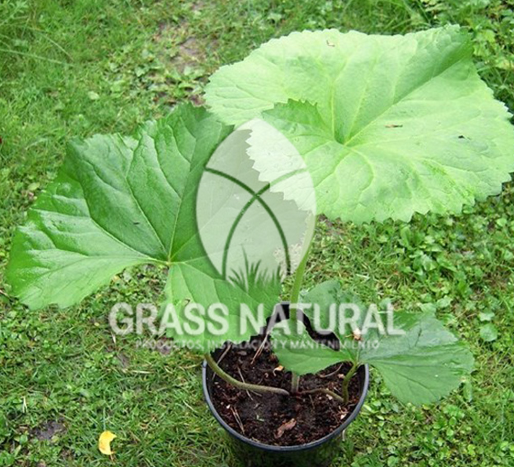 tipos de jardineria,jardineria cursos,servicio de jardineria,importancia de jardineria,jardineria herramientas,jardineria y plantas,jardineria y paisajismo,jardineria macetas,tipos de jardineria,jardineria cursos,servicio de jardineria,importancia de jardineria,jardineria herramientas,jardineria y plantas,jardineria y paisajismo,jardineria macetas,instalacion de grass sintetico pdf,como instalar grass sintetico,instalacion de grass natural,grass sintetico deportivo,grass sintetico decorativo,como colocar cesped sintetico para canchas,instalacion de grass sintetico sobre losa de concreto,procedimiento de instalacion de grass sintetico,como poner pasto natural,cómo preparar la tierra para poner pasto en rollo,como plantar cesped en tierra dura,venta de grass natural en huancayo,grass americano,como hacer panes de cesped caseros,como instalar grama,cesped en rollo,grass americano promart,grass americano descripcion,venta de grass americano en huachipa,grass japones,grass paspalum,grass americano chaclacayo,grass natural precio maestro,grass americano en lurin,grass paspalum lima,semilla grass paspalum,pasto paspalum caracteristicas,grass americano,grass bermuda,pasto paspalum precio,diferencia entre grass americano y paspalum,tipos de grass,semillas de cesped para jardin,pasto que no necesita corte,tipos de cesped para canchas de futbol,tipos de pasto para sombra,cesped caracteristicas,tipos de pasto san agustin,cesped natural para jardin,cesped kikuyo,como poner pasto natural,cómo preparar la tierra para poner pasto en rollo,como plantar cesped en tierra dura,venta de grass natural en huancayo,grass americano,como hacer panes de cesped caseros,como instalar grama,cesped en rollo,cómo preparar la tierra para poner pasto en rollo,como poner pasto en semilla,pasto alfombra natural,como sembrar pasto alfombra,cuidado del pasto en rollo recien plantado,instalacion de cesped natural,pasto sintetico,pasto chino cuidados,cómo preparar la tierra para poner pasto en rollo,como poner pasto en semilla,pasto alfombra natural,como sembrar pasto alfombra,cuidado del pasto en rollo recien plantado,instalacion de cesped natural,pasto sintetico,pasto chino cuidados,venta de plantas al por mayor,venta de plantas ornamentales en lima,venta de plantas de flores,venta de plantas en trujillo,venta de plantas por internet,venta de plantas en piura,viveros en lurin,viveros en lurin pachacamac,venta de plantas al por mayor,venta de plantas ornamentales en lima,viveros en lurin,viveros en la molina,viveros en lurin pachacamac,flor de loto venta peru,viveros en chorrillos ,venta de plantas online,venta de plantas al por mayor en lima,venta de plantas ornamentales,venta de plantas de flores,viveros en lurin,venta de plantas en magdalena,venta de plantas online,viveros en lurin pachacamac,viveros en la molina,venta de grass natural en lurin,venta de grass natural en puente piedra,grass natural precio maestro,venta de grass japones en lima,venta de grass natural en piura,venta de grass natural en comas,semilla de grass,venta de grass chino en lima,semilla grass bermuda black jack,grass americano,semillas de cesped para jardin,grass natural precio maestro,grass natural promart,crecimiento de grass,grass para parques,venta de cesped natural,venta de grass natural en lurin,venta de grass natural en puente piedra,grass natural precio maestro,venta de grass japones en lima,venta de grass natural en piura,venta de grass natural en comas,venta de grass sintetico,venta de grass chino en lima,venta de grass natural en lurin,venta de grass natural en puente piedra,grass natural precio maestro,venta de grass japones en lima,venta de grass natural en piura,venta de grass natural en comas,venta de grass sintetico,venta de grass chino en lima