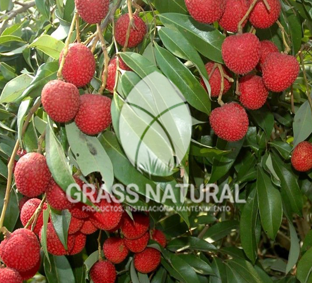 tipos de jardineria,jardineria cursos,servicio de jardineria,importancia de jardineria,jardineria herramientas,jardineria y plantas,jardineria y paisajismo,jardineria macetas,tipos de jardineria,jardineria cursos,servicio de jardineria,importancia de jardineria,jardineria herramientas,jardineria y plantas,jardineria y paisajismo,jardineria macetas,instalacion de grass sintetico pdf,como instalar grass sintetico,instalacion de grass natural,grass sintetico deportivo,grass sintetico decorativo,como colocar cesped sintetico para canchas,instalacion de grass sintetico sobre losa de concreto,procedimiento de instalacion de grass sintetico,como poner pasto natural,cómo preparar la tierra para poner pasto en rollo,como plantar cesped en tierra dura,venta de grass natural en huancayo,grass americano,como hacer panes de cesped caseros,como instalar grama,cesped en rollo,grass americano promart,grass americano descripcion,venta de grass americano en huachipa,grass japones,grass paspalum,grass americano chaclacayo,grass natural precio maestro,grass americano en lurin,grass paspalum lima,semilla grass paspalum,pasto paspalum caracteristicas,grass americano,grass bermuda,pasto paspalum precio,diferencia entre grass americano y paspalum,tipos de grass,semillas de cesped para jardin,pasto que no necesita corte,tipos de cesped para canchas de futbol,tipos de pasto para sombra,cesped caracteristicas,tipos de pasto san agustin,cesped natural para jardin,cesped kikuyo,como poner pasto natural,cómo preparar la tierra para poner pasto en rollo,como plantar cesped en tierra dura,venta de grass natural en huancayo,grass americano,como hacer panes de cesped caseros,como instalar grama,cesped en rollo,cómo preparar la tierra para poner pasto en rollo,como poner pasto en semilla,pasto alfombra natural,como sembrar pasto alfombra,cuidado del pasto en rollo recien plantado,instalacion de cesped natural,pasto sintetico,pasto chino cuidados,cómo preparar la tierra para poner pasto en rollo,como poner pasto en semilla,pasto alfombra natural,como sembrar pasto alfombra,cuidado del pasto en rollo recien plantado,instalacion de cesped natural,pasto sintetico,pasto chino cuidados,venta de plantas al por mayor,venta de plantas ornamentales en lima,venta de plantas de flores,venta de plantas en trujillo,venta de plantas por internet,venta de plantas en piura,viveros en lurin,viveros en lurin pachacamac,venta de plantas al por mayor,venta de plantas ornamentales en lima,viveros en lurin,viveros en la molina,viveros en lurin pachacamac,flor de loto venta peru,viveros en chorrillos ,venta de plantas online,venta de plantas al por mayor en lima,venta de plantas ornamentales,venta de plantas de flores,viveros en lurin,venta de plantas en magdalena,venta de plantas online,viveros en lurin pachacamac,viveros en la molina,venta de grass natural en lurin,venta de grass natural en puente piedra,grass natural precio maestro,venta de grass japones en lima,venta de grass natural en piura,venta de grass natural en comas,semilla de grass,venta de grass chino en lima,semilla grass bermuda black jack,grass americano,semillas de cesped para jardin,grass natural precio maestro,grass natural promart,crecimiento de grass,grass para parques,venta de cesped natural,venta de grass natural en lurin,venta de grass natural en puente piedra,grass natural precio maestro,venta de grass japones en lima,venta de grass natural en piura,venta de grass natural en comas,venta de grass sintetico,venta de grass chino en lima,venta de grass natural en lurin,venta de grass natural en puente piedra,grass natural precio maestro,venta de grass japones en lima,venta de grass natural en piura,venta de grass natural en comas,venta de grass sintetico,venta de grass chino en lima