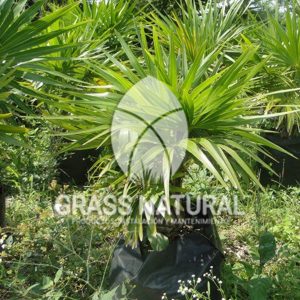 tipos de jardineria,jardineria cursos,servicio de jardineria,importancia de jardineria,jardineria herramientas,jardineria y plantas,jardineria y paisajismo,jardineria macetas,tipos de jardineria,jardineria cursos,servicio de jardineria,importancia de jardineria,jardineria herramientas,jardineria y plantas,jardineria y paisajismo,jardineria macetas,instalacion de grass sintetico pdf,como instalar grass sintetico,instalacion de grass natural,grass sintetico deportivo,grass sintetico decorativo,como colocar cesped sintetico para canchas,instalacion de grass sintetico sobre losa de concreto,procedimiento de instalacion de grass sintetico,como poner pasto natural,cómo preparar la tierra para poner pasto en rollo,como plantar cesped en tierra dura,venta de grass natural en huancayo,grass americano,como hacer panes de cesped caseros,como instalar grama,cesped en rollo,grass americano promart,grass americano descripcion,venta de grass americano en huachipa,grass japones,grass paspalum,grass americano chaclacayo,grass natural precio maestro,grass americano en lurin,grass paspalum lima,semilla grass paspalum,pasto paspalum caracteristicas,grass americano,grass bermuda,pasto paspalum precio,diferencia entre grass americano y paspalum,tipos de grass,semillas de cesped para jardin,pasto que no necesita corte,tipos de cesped para canchas de futbol,tipos de pasto para sombra,cesped caracteristicas,tipos de pasto san agustin,cesped natural para jardin,cesped kikuyo,como poner pasto natural,cómo preparar la tierra para poner pasto en rollo,como plantar cesped en tierra dura,venta de grass natural en huancayo,grass americano,como hacer panes de cesped caseros,como instalar grama,cesped en rollo,cómo preparar la tierra para poner pasto en rollo,como poner pasto en semilla,pasto alfombra natural,como sembrar pasto alfombra,cuidado del pasto en rollo recien plantado,instalacion de cesped natural,pasto sintetico,pasto chino cuidados,cómo preparar la tierra para poner pasto en rollo,como poner pasto en semilla,pasto alfombra natural,como sembrar pasto alfombra,cuidado del pasto en rollo recien plantado,instalacion de cesped natural,pasto sintetico,pasto chino cuidados,venta de plantas al por mayor,venta de plantas ornamentales en lima,venta de plantas de flores,venta de plantas en trujillo,venta de plantas por internet,venta de plantas en piura,viveros en lurin,viveros en lurin pachacamac,venta de plantas al por mayor,venta de plantas ornamentales en lima,viveros en lurin,viveros en la molina,viveros en lurin pachacamac,flor de loto venta peru,viveros en chorrillos ,venta de plantas online,venta de plantas al por mayor en lima,venta de plantas ornamentales,venta de plantas de flores,viveros en lurin,venta de plantas en magdalena,venta de plantas online,viveros en lurin pachacamac,viveros en la molina,venta de grass natural en lurin,venta de grass natural en puente piedra,grass natural precio maestro,venta de grass japones en lima,venta de grass natural en piura,venta de grass natural en comas,semilla de grass,venta de grass chino en lima,semilla grass bermuda black jack,grass americano,semillas de cesped para jardin,grass natural precio maestro,grass natural promart,crecimiento de grass,grass para parques,venta de cesped natural,venta de grass natural en lurin,venta de grass natural en puente piedra,grass natural precio maestro,venta de grass japones en lima,venta de grass natural en piura,venta de grass natural en comas,venta de grass sintetico,venta de grass chino en lima,venta de grass natural en lurin,venta de grass natural en puente piedra,grass natural precio maestro,venta de grass japones en lima,venta de grass natural en piura,venta de grass natural en comas,venta de grass sintetico,venta de grass chino en lima