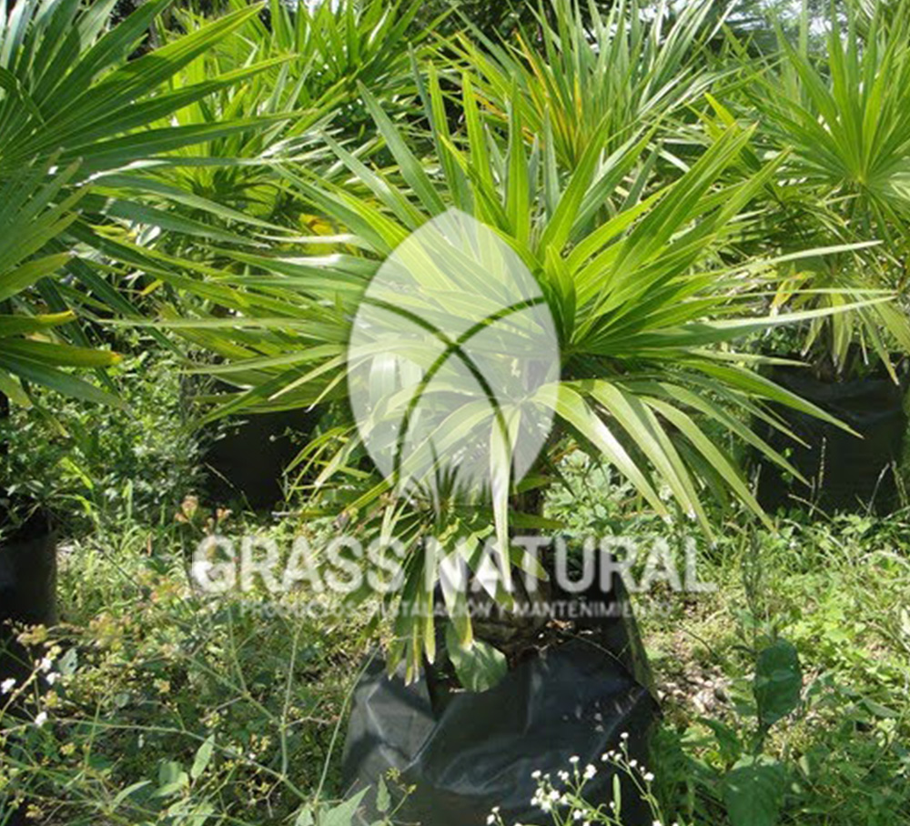 tipos de jardineria,jardineria cursos,servicio de jardineria,importancia de jardineria,jardineria herramientas,jardineria y plantas,jardineria y paisajismo,jardineria macetas,tipos de jardineria,jardineria cursos,servicio de jardineria,importancia de jardineria,jardineria herramientas,jardineria y plantas,jardineria y paisajismo,jardineria macetas,instalacion de grass sintetico pdf,como instalar grass sintetico,instalacion de grass natural,grass sintetico deportivo,grass sintetico decorativo,como colocar cesped sintetico para canchas,instalacion de grass sintetico sobre losa de concreto,procedimiento de instalacion de grass sintetico,como poner pasto natural,cómo preparar la tierra para poner pasto en rollo,como plantar cesped en tierra dura,venta de grass natural en huancayo,grass americano,como hacer panes de cesped caseros,como instalar grama,cesped en rollo,grass americano promart,grass americano descripcion,venta de grass americano en huachipa,grass japones,grass paspalum,grass americano chaclacayo,grass natural precio maestro,grass americano en lurin,grass paspalum lima,semilla grass paspalum,pasto paspalum caracteristicas,grass americano,grass bermuda,pasto paspalum precio,diferencia entre grass americano y paspalum,tipos de grass,semillas de cesped para jardin,pasto que no necesita corte,tipos de cesped para canchas de futbol,tipos de pasto para sombra,cesped caracteristicas,tipos de pasto san agustin,cesped natural para jardin,cesped kikuyo,como poner pasto natural,cómo preparar la tierra para poner pasto en rollo,como plantar cesped en tierra dura,venta de grass natural en huancayo,grass americano,como hacer panes de cesped caseros,como instalar grama,cesped en rollo,cómo preparar la tierra para poner pasto en rollo,como poner pasto en semilla,pasto alfombra natural,como sembrar pasto alfombra,cuidado del pasto en rollo recien plantado,instalacion de cesped natural,pasto sintetico,pasto chino cuidados,cómo preparar la tierra para poner pasto en rollo,como poner pasto en semilla,pasto alfombra natural,como sembrar pasto alfombra,cuidado del pasto en rollo recien plantado,instalacion de cesped natural,pasto sintetico,pasto chino cuidados,venta de plantas al por mayor,venta de plantas ornamentales en lima,venta de plantas de flores,venta de plantas en trujillo,venta de plantas por internet,venta de plantas en piura,viveros en lurin,viveros en lurin pachacamac,venta de plantas al por mayor,venta de plantas ornamentales en lima,viveros en lurin,viveros en la molina,viveros en lurin pachacamac,flor de loto venta peru,viveros en chorrillos ,venta de plantas online,venta de plantas al por mayor en lima,venta de plantas ornamentales,venta de plantas de flores,viveros en lurin,venta de plantas en magdalena,venta de plantas online,viveros en lurin pachacamac,viveros en la molina,venta de grass natural en lurin,venta de grass natural en puente piedra,grass natural precio maestro,venta de grass japones en lima,venta de grass natural en piura,venta de grass natural en comas,semilla de grass,venta de grass chino en lima,semilla grass bermuda black jack,grass americano,semillas de cesped para jardin,grass natural precio maestro,grass natural promart,crecimiento de grass,grass para parques,venta de cesped natural,venta de grass natural en lurin,venta de grass natural en puente piedra,grass natural precio maestro,venta de grass japones en lima,venta de grass natural en piura,venta de grass natural en comas,venta de grass sintetico,venta de grass chino en lima,venta de grass natural en lurin,venta de grass natural en puente piedra,grass natural precio maestro,venta de grass japones en lima,venta de grass natural en piura,venta de grass natural en comas,venta de grass sintetico,venta de grass chino en lima