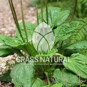 tipos de jardineria,jardineria cursos,servicio de jardineria,importancia de jardineria,jardineria herramientas,jardineria y plantas,jardineria y paisajismo,jardineria macetas,tipos de jardineria,jardineria cursos,servicio de jardineria,importancia de jardineria,jardineria herramientas,jardineria y plantas,jardineria y paisajismo,jardineria macetas,instalacion de grass sintetico pdf,como instalar grass sintetico,instalacion de grass natural,grass sintetico deportivo,grass sintetico decorativo,como colocar cesped sintetico para canchas,instalacion de grass sintetico sobre losa de concreto,procedimiento de instalacion de grass sintetico,como poner pasto natural,cómo preparar la tierra para poner pasto en rollo,como plantar cesped en tierra dura,venta de grass natural en huancayo,grass americano,como hacer panes de cesped caseros,como instalar grama,cesped en rollo,grass americano promart,grass americano descripcion,venta de grass americano en huachipa,grass japones,grass paspalum,grass americano chaclacayo,grass natural precio maestro,grass americano en lurin,grass paspalum lima,semilla grass paspalum,pasto paspalum caracteristicas,grass americano,grass bermuda,pasto paspalum precio,diferencia entre grass americano y paspalum,tipos de grass,semillas de cesped para jardin,pasto que no necesita corte,tipos de cesped para canchas de futbol,tipos de pasto para sombra,cesped caracteristicas,tipos de pasto san agustin,cesped natural para jardin,cesped kikuyo,como poner pasto natural,cómo preparar la tierra para poner pasto en rollo,como plantar cesped en tierra dura,venta de grass natural en huancayo,grass americano,como hacer panes de cesped caseros,como instalar grama,cesped en rollo,cómo preparar la tierra para poner pasto en rollo,como poner pasto en semilla,pasto alfombra natural,como sembrar pasto alfombra,cuidado del pasto en rollo recien plantado,instalacion de cesped natural,pasto sintetico,pasto chino cuidados,cómo preparar la tierra para poner pasto en rollo,como poner pasto en semilla,pasto alfombra natural,como sembrar pasto alfombra,cuidado del pasto en rollo recien plantado,instalacion de cesped natural,pasto sintetico,pasto chino cuidados,venta de plantas al por mayor,venta de plantas ornamentales en lima,venta de plantas de flores,venta de plantas en trujillo,venta de plantas por internet,venta de plantas en piura,viveros en lurin,viveros en lurin pachacamac,venta de plantas al por mayor,venta de plantas ornamentales en lima,viveros en lurin,viveros en la molina,viveros en lurin pachacamac,flor de loto venta peru,viveros en chorrillos ,venta de plantas online,venta de plantas al por mayor en lima,venta de plantas ornamentales,venta de plantas de flores,viveros en lurin,venta de plantas en magdalena,venta de plantas online,viveros en lurin pachacamac,viveros en la molina,venta de grass natural en lurin,venta de grass natural en puente piedra,grass natural precio maestro,venta de grass japones en lima,venta de grass natural en piura,venta de grass natural en comas,semilla de grass,venta de grass chino en lima,semilla grass bermuda black jack,grass americano,semillas de cesped para jardin,grass natural precio maestro,grass natural promart,crecimiento de grass,grass para parques,venta de cesped natural,venta de grass natural en lurin,venta de grass natural en puente piedra,grass natural precio maestro,venta de grass japones en lima,venta de grass natural en piura,venta de grass natural en comas,venta de grass sintetico,venta de grass chino en lima,venta de grass natural en lurin,venta de grass natural en puente piedra,grass natural precio maestro,venta de grass japones en lima,venta de grass natural en piura,venta de grass natural en comas,venta de grass sintetico,venta de grass chino en lima