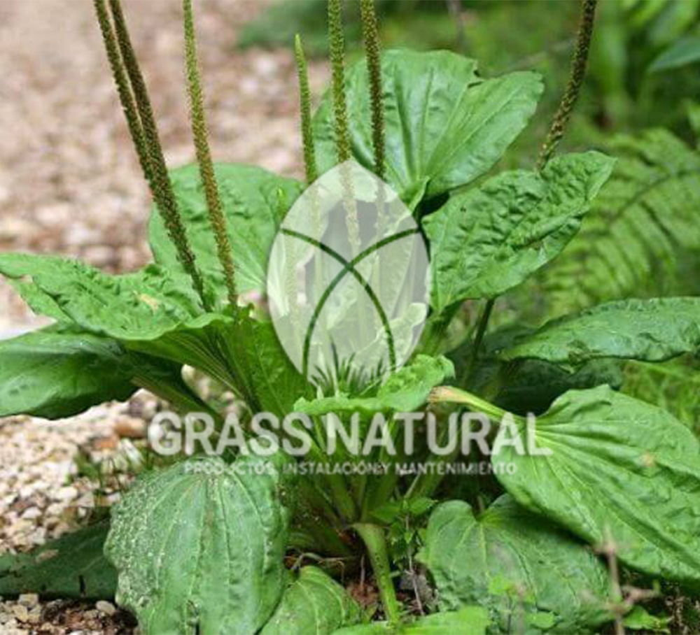 tipos de jardineria,jardineria cursos,servicio de jardineria,importancia de jardineria,jardineria herramientas,jardineria y plantas,jardineria y paisajismo,jardineria macetas,tipos de jardineria,jardineria cursos,servicio de jardineria,importancia de jardineria,jardineria herramientas,jardineria y plantas,jardineria y paisajismo,jardineria macetas,instalacion de grass sintetico pdf,como instalar grass sintetico,instalacion de grass natural,grass sintetico deportivo,grass sintetico decorativo,como colocar cesped sintetico para canchas,instalacion de grass sintetico sobre losa de concreto,procedimiento de instalacion de grass sintetico,como poner pasto natural,cómo preparar la tierra para poner pasto en rollo,como plantar cesped en tierra dura,venta de grass natural en huancayo,grass americano,como hacer panes de cesped caseros,como instalar grama,cesped en rollo,grass americano promart,grass americano descripcion,venta de grass americano en huachipa,grass japones,grass paspalum,grass americano chaclacayo,grass natural precio maestro,grass americano en lurin,grass paspalum lima,semilla grass paspalum,pasto paspalum caracteristicas,grass americano,grass bermuda,pasto paspalum precio,diferencia entre grass americano y paspalum,tipos de grass,semillas de cesped para jardin,pasto que no necesita corte,tipos de cesped para canchas de futbol,tipos de pasto para sombra,cesped caracteristicas,tipos de pasto san agustin,cesped natural para jardin,cesped kikuyo,como poner pasto natural,cómo preparar la tierra para poner pasto en rollo,como plantar cesped en tierra dura,venta de grass natural en huancayo,grass americano,como hacer panes de cesped caseros,como instalar grama,cesped en rollo,cómo preparar la tierra para poner pasto en rollo,como poner pasto en semilla,pasto alfombra natural,como sembrar pasto alfombra,cuidado del pasto en rollo recien plantado,instalacion de cesped natural,pasto sintetico,pasto chino cuidados,cómo preparar la tierra para poner pasto en rollo,como poner pasto en semilla,pasto alfombra natural,como sembrar pasto alfombra,cuidado del pasto en rollo recien plantado,instalacion de cesped natural,pasto sintetico,pasto chino cuidados,venta de plantas al por mayor,venta de plantas ornamentales en lima,venta de plantas de flores,venta de plantas en trujillo,venta de plantas por internet,venta de plantas en piura,viveros en lurin,viveros en lurin pachacamac,venta de plantas al por mayor,venta de plantas ornamentales en lima,viveros en lurin,viveros en la molina,viveros en lurin pachacamac,flor de loto venta peru,viveros en chorrillos ,venta de plantas online,venta de plantas al por mayor en lima,venta de plantas ornamentales,venta de plantas de flores,viveros en lurin,venta de plantas en magdalena,venta de plantas online,viveros en lurin pachacamac,viveros en la molina,venta de grass natural en lurin,venta de grass natural en puente piedra,grass natural precio maestro,venta de grass japones en lima,venta de grass natural en piura,venta de grass natural en comas,semilla de grass,venta de grass chino en lima,semilla grass bermuda black jack,grass americano,semillas de cesped para jardin,grass natural precio maestro,grass natural promart,crecimiento de grass,grass para parques,venta de cesped natural,venta de grass natural en lurin,venta de grass natural en puente piedra,grass natural precio maestro,venta de grass japones en lima,venta de grass natural en piura,venta de grass natural en comas,venta de grass sintetico,venta de grass chino en lima,venta de grass natural en lurin,venta de grass natural en puente piedra,grass natural precio maestro,venta de grass japones en lima,venta de grass natural en piura,venta de grass natural en comas,venta de grass sintetico,venta de grass chino en lima