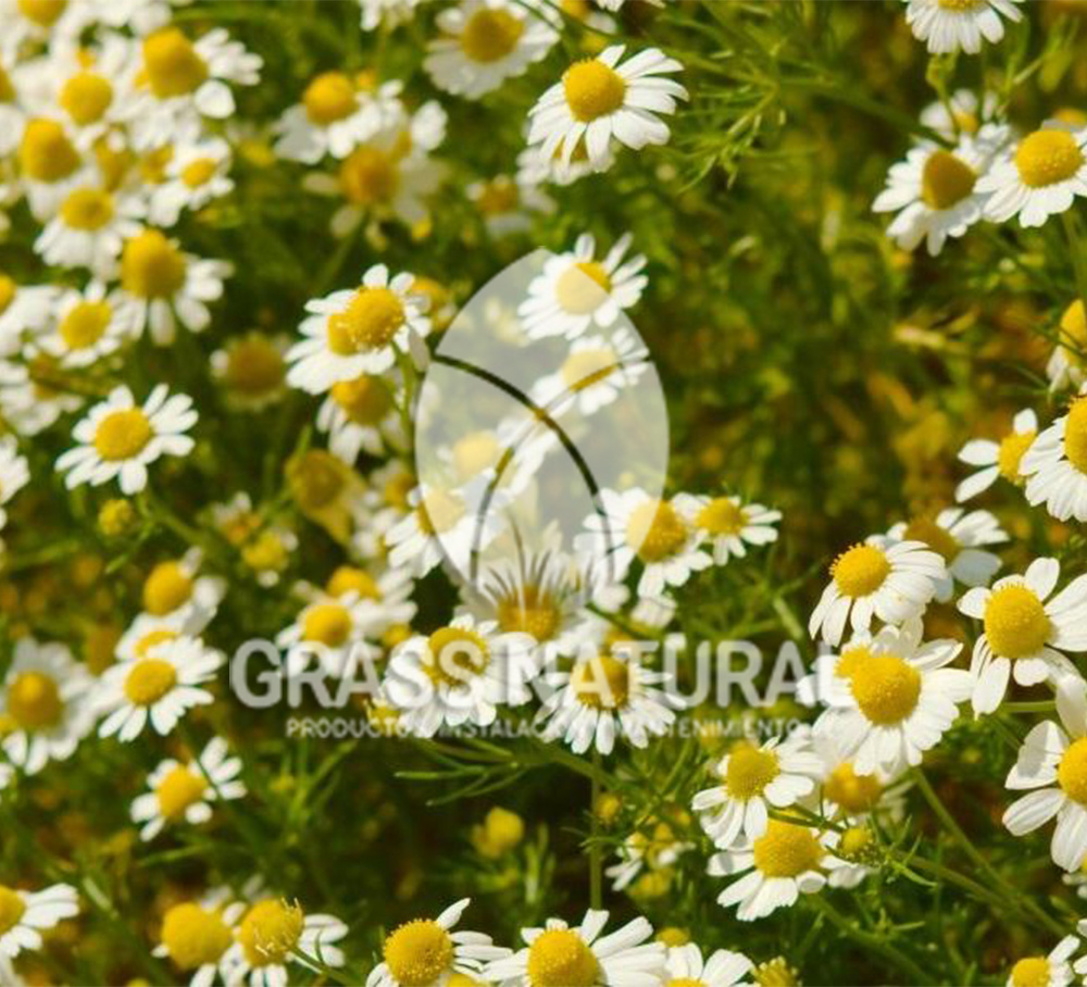 poner pasto en rollo,como plantar cesped en tierra dura,venta de grass natural en huancayo,grass americano,como hacer panes de cesped tipos de jardineria,jardineria cursos,servicio de jardineria,importancia de jardineria,jardineria herramientas,jardineria y plantas,jardineria y paisajismo,jardineria macetas,tipos de jardineria,jardineria cursos,servicio de jardineria,importancia de jardineria,jardineria herramientas,jardineria y plantas,jardineria y paisajismo,jardineria macetas,instalacion de grass sintetico pdf,como instalar grass sintetico,instalacion de grass natural,grass sintetico deportivo,grass sintetico decorativo,como colocar cesped sintetico para canchas,instalacion de grass sintetico sobre losa de concreto,procedimiento de instalacion de grass sintetico,como poner pasto natural,cómo preparar la tierra para poner pasto en rollo,como plantar cesped en tierra dura,venta de grass natural en huancayo,grass americano,como hacer panes de cesped caseros,como instalar grama,cesped en rollo,grass americano promart,grass americano descripcion,venta de grass americano en huachipa,grass japones,grass paspalum,grass americano chaclacayo,grass natural precio maestro,grass americano en lurin,grass paspalum lima,semilla grass paspalum,pasto paspalum caracteristicas,grass americano,grass bermuda,pasto paspalum precio,diferencia entre grass americano y paspalum,tipos de grass,semillas de cesped para jardin,pasto que no necesita corte,tipos de cesped para canchas de futbol,tipos de pasto para sombra,cesped caracteristicas,tipos de pasto san agustin,cesped natural para jardin,cesped kikuyo,como poner pasto natural,cómo preparar la tierra para caseros,como instalar grama,cesped en rollo,cómo preparar la tierra para poner pasto en rollo,como poner pasto en semilla,pasto alfombra natural,como sembrar pasto alfombra,cuidado del pasto en rollo recien plantado,instalacion de cesped natural,pasto sintetico,pasto chino cuidados,cómo preparar la tierra para poner pasto en rollo,como poner pasto en semilla,pasto alfombra natural,como sembrar pasto alfombra,cuidado del pasto en rollo recien plantado,instalacion de cesped natural,pasto sintetico,pasto chino cuidados,venta de plantas al por mayor,venta de plantas ornamentales en lima,venta de plantas de flores,venta de plantas en trujillo,venta de plantas por internet,venta de plantas en piura,viveros en lurin,viveros en lurin pachacamac,venta de plantas al por mayor,venta de plantas ornamentales en lima,viveros en lurin,viveros en la molina,viveros en lurin pachacamac,flor de loto venta peru,viveros en chorrillos ,venta de plantas online,venta de plantas al por mayor en lima,venta de plantas ornamentales,venta de plantas de flores,viveros en lurin,venta de plantas en magdalena,venta de plantas online,viveros en lurin pachacamac,viveros en la molina,venta de grass natural en lurin,venta de grass natural en puente piedra,grass natural precio maestro,venta de grass japones en lima,venta de grass natural en piura,venta de grass natural en comas,semilla de grass,venta de grass chino en lima,semilla grass bermuda black jack,grass americano,semillas de cesped para jardin,grass natural precio maestro,grass natural promart,crecimiento de grass,grass para parques,venta de cesped natural,venta de grass natural en lurin,venta de grass natural en puente piedra,grass natural precio maestro,venta de grass japones en lima,venta de grass natural en piura,venta de grass natural en comas,venta de grass sintetico,venta de grass chino en lima,venta de grass natural en lurin,venta de grass natural en puente piedra,grass natural precio maestro,venta de grass japones en lima,venta de grass natural en piura,venta de grass natural en comas,venta de grass sintetico,venta de grass chino en lima Para más información nos puedes llamar al 921 839 832 o escribirnos aI ventas@grassnatural.com