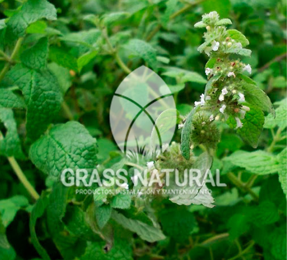 poner pasto en rollo,como plantar cesped en tierra dura,venta de grass natural en huancayo,grass americano,como hacer panes de cesped tipos de jardineria,jardineria cursos,servicio de jardineria,importancia de jardineria,jardineria herramientas,jardineria y plantas,jardineria y paisajismo,jardineria macetas,tipos de jardineria,jardineria cursos,servicio de jardineria,importancia de jardineria,jardineria herramientas,jardineria y plantas,jardineria y paisajismo,jardineria macetas,instalacion de grass sintetico pdf,como instalar grass sintetico,instalacion de grass natural,grass sintetico deportivo,grass sintetico decorativo,como colocar cesped sintetico para canchas,instalacion de grass sintetico sobre losa de concreto,procedimiento de instalacion de grass sintetico,como poner pasto natural,cómo preparar la tierra para poner pasto en rollo,como plantar cesped en tierra dura,venta de grass natural en huancayo,grass americano,como hacer panes de cesped caseros,como instalar grama,cesped en rollo,grass americano promart,grass americano descripcion,venta de grass americano en huachipa,grass japones,grass paspalum,grass americano chaclacayo,grass natural precio maestro,grass americano en lurin,grass paspalum lima,semilla grass paspalum,pasto paspalum caracteristicas,grass americano,grass bermuda,pasto paspalum precio,diferencia entre grass americano y paspalum,tipos de grass,semillas de cesped para jardin,pasto que no necesita corte,tipos de cesped para canchas de futbol,tipos de pasto para sombra,cesped caracteristicas,tipos de pasto san agustin,cesped natural para jardin,cesped kikuyo,como poner pasto natural,cómo preparar la tierra para caseros,como instalar grama,cesped en rollo,cómo preparar la tierra para poner pasto en rollo,como poner pasto en semilla,pasto alfombra natural,como sembrar pasto alfombra,cuidado del pasto en rollo recien plantado,instalacion de cesped natural,pasto sintetico,pasto chino cuidados,cómo preparar la tierra para poner pasto en rollo,como poner pasto en semilla,pasto alfombra natural,como sembrar pasto alfombra,cuidado del pasto en rollo recien plantado,instalacion de cesped natural,pasto sintetico,pasto chino cuidados,venta de plantas al por mayor,venta de plantas ornamentales en lima,venta de plantas de flores,venta de plantas en trujillo,venta de plantas por internet,venta de plantas en piura,viveros en lurin,viveros en lurin pachacamac,venta de plantas al por mayor,venta de plantas ornamentales en lima,viveros en lurin,viveros en la molina,viveros en lurin pachacamac,flor de loto venta peru,viveros en chorrillos ,venta de plantas online,venta de plantas al por mayor en lima,venta de plantas ornamentales,venta de plantas de flores,viveros en lurin,venta de plantas en magdalena,venta de plantas online,viveros en lurin pachacamac,viveros en la molina,venta de grass natural en lurin,venta de grass natural en puente piedra,grass natural precio maestro,venta de grass japones en lima,venta de grass natural en piura,venta de grass natural en comas,semilla de grass,venta de grass chino en lima,semilla grass bermuda black jack,grass americano,semillas de cesped para jardin,grass natural precio maestro,grass natural promart,crecimiento de grass,grass para parques,venta de cesped natural,venta de grass natural en lurin,venta de grass natural en puente piedra,grass natural precio maestro,venta de grass japones en lima,venta de grass natural en piura,venta de grass natural en comas,venta de grass sintetico,venta de grass chino en lima,venta de grass natural en lurin,venta de grass natural en puente piedra,grass natural precio maestro,venta de grass japones en lima,venta de grass natural en piura,venta de grass natural en comas,venta de grass sintetico,venta de grass chino en lima Para más información nos puedes llamar al 921 839 832 o escribirnos aI ventas@grassnatural.com