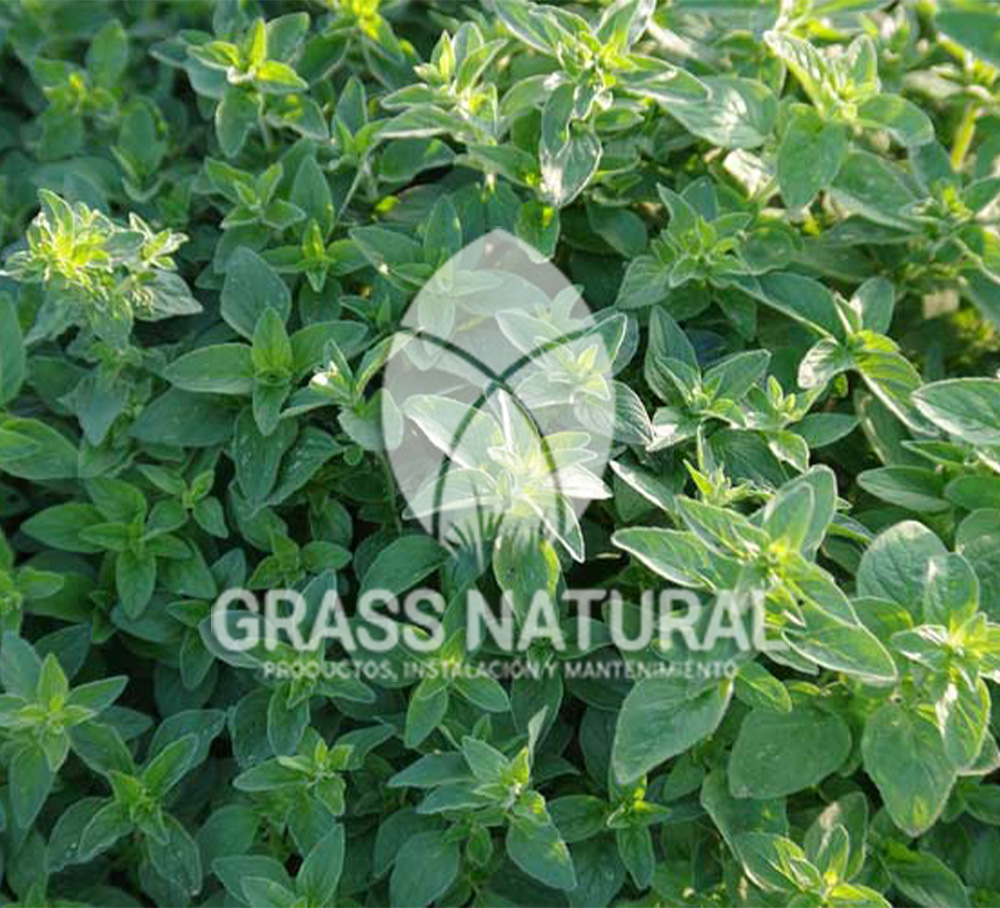 poner pasto en rollo,como plantar cesped en tierra dura,venta de grass natural en huancayo,grass americano,como hacer panes de cesped tipos de jardineria,jardineria cursos,servicio de jardineria,importancia de jardineria,jardineria herramientas,jardineria y plantas,jardineria y paisajismo,jardineria macetas,tipos de jardineria,jardineria cursos,servicio de jardineria,importancia de jardineria,jardineria herramientas,jardineria y plantas,jardineria y paisajismo,jardineria macetas,instalacion de grass sintetico pdf,como instalar grass sintetico,instalacion de grass natural,grass sintetico deportivo,grass sintetico decorativo,como colocar cesped sintetico para canchas,instalacion de grass sintetico sobre losa de concreto,procedimiento de instalacion de grass sintetico,como poner pasto natural,cómo preparar la tierra para poner pasto en rollo,como plantar cesped en tierra dura,venta de grass natural en huancayo,grass americano,como hacer panes de cesped caseros,como instalar grama,cesped en rollo,grass americano promart,grass americano descripcion,venta de grass americano en huachipa,grass japones,grass paspalum,grass americano chaclacayo,grass natural precio maestro,grass americano en lurin,grass paspalum lima,semilla grass paspalum,pasto paspalum caracteristicas,grass americano,grass bermuda,pasto paspalum precio,diferencia entre grass americano y paspalum,tipos de grass,semillas de cesped para jardin,pasto que no necesita corte,tipos de cesped para canchas de futbol,tipos de pasto para sombra,cesped caracteristicas,tipos de pasto san agustin,cesped natural para jardin,cesped kikuyo,como poner pasto natural,cómo preparar la tierra para caseros,como instalar grama,cesped en rollo,cómo preparar la tierra para poner pasto en rollo,como poner pasto en semilla,pasto alfombra natural,como sembrar pasto alfombra,cuidado del pasto en rollo recien plantado,instalacion de cesped natural,pasto sintetico,pasto chino cuidados,cómo preparar la tierra para poner pasto en rollo,como poner pasto en semilla,pasto alfombra natural,como sembrar pasto alfombra,cuidado del pasto en rollo recien plantado,instalacion de cesped natural,pasto sintetico,pasto chino cuidados,venta de plantas al por mayor,venta de plantas ornamentales en lima,venta de plantas de flores,venta de plantas en trujillo,venta de plantas por internet,venta de plantas en piura,viveros en lurin,viveros en lurin pachacamac,venta de plantas al por mayor,venta de plantas ornamentales en lima,viveros en lurin,viveros en la molina,viveros en lurin pachacamac,flor de loto venta peru,viveros en chorrillos ,venta de plantas online,venta de plantas al por mayor en lima,venta de plantas ornamentales,venta de plantas de flores,viveros en lurin,venta de plantas en magdalena,venta de plantas online,viveros en lurin pachacamac,viveros en la molina,venta de grass natural en lurin,venta de grass natural en puente piedra,grass natural precio maestro,venta de grass japones en lima,venta de grass natural en piura,venta de grass natural en comas,semilla de grass,venta de grass chino en lima,semilla grass bermuda black jack,grass americano,semillas de cesped para jardin,grass natural precio maestro,grass natural promart,crecimiento de grass,grass para parques,venta de cesped natural,venta de grass natural en lurin,venta de grass natural en puente piedra,grass natural precio maestro,venta de grass japones en lima,venta de grass natural en piura,venta de grass natural en comas,venta de grass sintetico,venta de grass chino en lima,venta de grass natural en lurin,venta de grass natural en puente piedra,grass natural precio maestro,venta de grass japones en lima,venta de grass natural en piura,venta de grass natural en comas,venta de grass sintetico,venta de grass chino en lima Para más información nos puedes llamar al 921 839 832 o escribirnos aI ventas@grassnatural.com