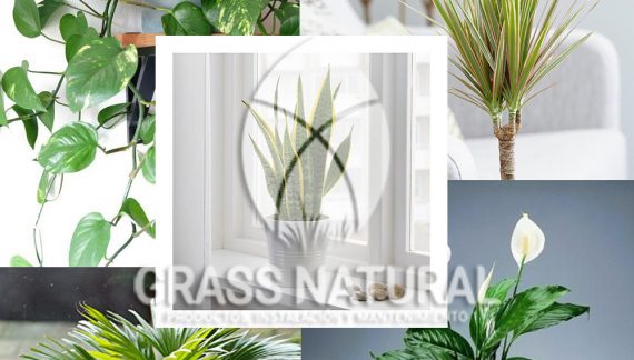 tipos de jardineria,jardineria cursos,servicio de jardineria,importancia de jardineria,jardineria herramientas,jardineria y plantas,jardineria y paisajismo,jardineria macetas,tipos de jardineria,jardineria cursos,servicio de jardineria,importancia de jardineria,jardineria herramientas,jardineria y plantas,jardineria y paisajismo,jardineria macetas,instalacion de grass sintetico pdf,como instalar grass sintetico,instalacion de grass natural,grass sintetico deportivo,grass sintetico decorativo,como colocar cesped sintetico para canchas,instalacion de grass sintetico sobre losa de concreto,procedimiento de instalacion de grass sintetico,como poner pasto natural,cómo preparar la tierra para poner pasto en rollo,como plantar cesped en tierra dura,venta de grass natural en huancayo,grass americano,como hacer panes de cesped caseros,como instalar grama,cesped en rollo,grass americano promart,grass americano descripcion,venta de grass americano en huachipa,grass japones,grass paspalum,grass americano chaclacayo,grass natural precio maestro,grass americano en lurin,grass paspalum lima,semilla grass paspalum,pasto paspalum caracteristicas,grass americano,grass bermuda,pasto paspalum precio,diferencia entre grass americano y paspalum,tipos de grass,semillas de cesped para jardin,pasto que no necesita corte,tipos de cesped para canchas de futbol,tipos de pasto para sombra,cesped caracteristicas,tipos de pasto san agustin,cesped natural para jardin,cesped kikuyo,como poner pasto natural,cómo preparar la tierra para poner pasto en rollo,como plantar cesped en tierra dura,venta de grass natural en huancayo,grass americano,como hacer panes de cesped caseros,como instalar grama,cesped en rollo,cómo preparar la tierra para poner pasto en rollo,como poner pasto en semilla,pasto alfombra natural,como sembrar pasto alfombra,cuidado del pasto en rollo recien plantado,instalacion de cesped natural,pasto sintetico,pasto chino cuidados,cómo preparar la tierra para poner pasto en rollo,como poner pasto en semilla,pasto alfombra natural,como sembrar pasto alfombra,cuidado del pasto en rollo recien plantado,instalacion de cesped natural,pasto sintetico,pasto chino cuidados,venta de plantas al por mayor,venta de plantas ornamentales en lima,venta de plantas de flores,venta de plantas en trujillo,venta de plantas por internet,venta de plantas en piura,viveros en lurin,viveros en lurin pachacamac,venta de plantas al por mayor,venta de plantas ornamentales en lima,viveros en lurin,viveros en la molina,viveros en lurin pachacamac,flor de loto venta peru,viveros en chorrillos ,venta de plantas online,venta de plantas al por mayor en lima,venta de plantas ornamentales,venta de plantas de flores,viveros en lurin,venta de plantas en magdalena,venta de plantas online,viveros en lurin pachacamac,viveros en la molina,venta de grass natural en lurin,venta de grass natural en puente piedra,grass natural precio maestro,venta de grass japones en lima,venta de grass natural en piura,venta de grass natural en comas,semilla de grass,venta de grass chino en lima,semilla grass bermuda black jack,grass americano,semillas de cesped para jardin,grass natural precio maestro,grass natural promart,crecimiento de grass,grass para parques,venta de cesped natural,venta de grass natural en lurin,venta de grass natural en puente piedra,grass natural precio maestro,venta de grass japones en lima,venta de grass natural en piura,venta de grass natural en comas,venta de grass sintetico,venta de grass chino en lima,venta de grass natural en lurin,venta de grass natural en puente piedra,grass natural precio maestro,venta de grass japones en lima,venta de grass natural en piura,venta de grass natural en comas,venta de grass sintetico,venta de grass chino en lima
