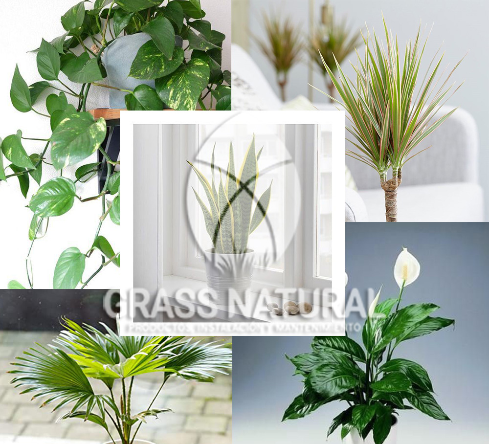 tipos de jardineria,jardineria cursos,servicio de jardineria,importancia de jardineria,jardineria herramientas,jardineria y plantas,jardineria y paisajismo,jardineria macetas,tipos de jardineria,jardineria cursos,servicio de jardineria,importancia de jardineria,jardineria herramientas,jardineria y plantas,jardineria y paisajismo,jardineria macetas,instalacion de grass sintetico pdf,como instalar grass sintetico,instalacion de grass natural,grass sintetico deportivo,grass sintetico decorativo,como colocar cesped sintetico para canchas,instalacion de grass sintetico sobre losa de concreto,procedimiento de instalacion de grass sintetico,como poner pasto natural,cómo preparar la tierra para poner pasto en rollo,como plantar cesped en tierra dura,venta de grass natural en huancayo,grass americano,como hacer panes de cesped caseros,como instalar grama,cesped en rollo,grass americano promart,grass americano descripcion,venta de grass americano en huachipa,grass japones,grass paspalum,grass americano chaclacayo,grass natural precio maestro,grass americano en lurin,grass paspalum lima,semilla grass paspalum,pasto paspalum caracteristicas,grass americano,grass bermuda,pasto paspalum precio,diferencia entre grass americano y paspalum,tipos de grass,semillas de cesped para jardin,pasto que no necesita corte,tipos de cesped para canchas de futbol,tipos de pasto para sombra,cesped caracteristicas,tipos de pasto san agustin,cesped natural para jardin,cesped kikuyo,como poner pasto natural,cómo preparar la tierra para poner pasto en rollo,como plantar cesped en tierra dura,venta de grass natural en huancayo,grass americano,como hacer panes de cesped caseros,como instalar grama,cesped en rollo,cómo preparar la tierra para poner pasto en rollo,como poner pasto en semilla,pasto alfombra natural,como sembrar pasto alfombra,cuidado del pasto en rollo recien plantado,instalacion de cesped natural,pasto sintetico,pasto chino cuidados,cómo preparar la tierra para poner pasto en rollo,como poner pasto en semilla,pasto alfombra natural,como sembrar pasto alfombra,cuidado del pasto en rollo recien plantado,instalacion de cesped natural,pasto sintetico,pasto chino cuidados,venta de plantas al por mayor,venta de plantas ornamentales en lima,venta de plantas de flores,venta de plantas en trujillo,venta de plantas por internet,venta de plantas en piura,viveros en lurin,viveros en lurin pachacamac,venta de plantas al por mayor,venta de plantas ornamentales en lima,viveros en lurin,viveros en la molina,viveros en lurin pachacamac,flor de loto venta peru,viveros en chorrillos ,venta de plantas online,venta de plantas al por mayor en lima,venta de plantas ornamentales,venta de plantas de flores,viveros en lurin,venta de plantas en magdalena,venta de plantas online,viveros en lurin pachacamac,viveros en la molina,venta de grass natural en lurin,venta de grass natural en puente piedra,grass natural precio maestro,venta de grass japones en lima,venta de grass natural en piura,venta de grass natural en comas,semilla de grass,venta de grass chino en lima,semilla grass bermuda black jack,grass americano,semillas de cesped para jardin,grass natural precio maestro,grass natural promart,crecimiento de grass,grass para parques,venta de cesped natural,venta de grass natural en lurin,venta de grass natural en puente piedra,grass natural precio maestro,venta de grass japones en lima,venta de grass natural en piura,venta de grass natural en comas,venta de grass sintetico,venta de grass chino en lima,venta de grass natural en lurin,venta de grass natural en puente piedra,grass natural precio maestro,venta de grass japones en lima,venta de grass natural en piura,venta de grass natural en comas,venta de grass sintetico,venta de grass chino en lima