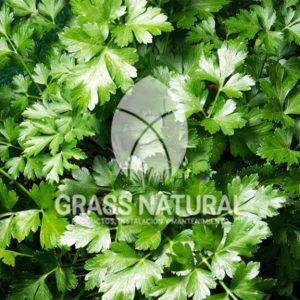 poner pasto en rollo,como plantar cesped en tierra dura,venta de grass natural en huancayo,grass americano,como hacer panes de cesped tipos de jardineria,jardineria cursos,servicio de jardineria,importancia de jardineria,jardineria herramientas,jardineria y plantas,jardineria y paisajismo,jardineria macetas,tipos de jardineria,jardineria cursos,servicio de jardineria,importancia de jardineria,jardineria herramientas,jardineria y plantas,jardineria y paisajismo,jardineria macetas,instalacion de grass sintetico pdf,como instalar grass sintetico,instalacion de grass natural,grass sintetico deportivo,grass sintetico decorativo,como colocar cesped sintetico para canchas,instalacion de grass sintetico sobre losa de concreto,procedimiento de instalacion de grass sintetico,como poner pasto natural,cómo preparar la tierra para poner pasto en rollo,como plantar cesped en tierra dura,venta de grass natural en huancayo,grass americano,como hacer panes de cesped caseros,como instalar grama,cesped en rollo,grass americano promart,grass americano descripcion,venta de grass americano en huachipa,grass japones,grass paspalum,grass americano chaclacayo,grass natural precio maestro,grass americano en lurin,grass paspalum lima,semilla grass paspalum,pasto paspalum caracteristicas,grass americano,grass bermuda,pasto paspalum precio,diferencia entre grass americano y paspalum,tipos de grass,semillas de cesped para jardin,pasto que no necesita corte,tipos de cesped para canchas de futbol,tipos de pasto para sombra,cesped caracteristicas,tipos de pasto san agustin,cesped natural para jardin,cesped kikuyo,como poner pasto natural,cómo preparar la tierra para caseros,como instalar grama,cesped en rollo,cómo preparar la tierra para poner pasto en rollo,como poner pasto en semilla,pasto alfombra natural,como sembrar pasto alfombra,cuidado del pasto en rollo recien plantado,instalacion de cesped natural,pasto sintetico,pasto chino cuidados,cómo preparar la tierra para poner pasto en rollo,como poner pasto en semilla,pasto alfombra natural,como sembrar pasto alfombra,cuidado del pasto en rollo recien plantado,instalacion de cesped natural,pasto sintetico,pasto chino cuidados,venta de plantas al por mayor,venta de plantas ornamentales en lima,venta de plantas de flores,venta de plantas en trujillo,venta de plantas por internet,venta de plantas en piura,viveros en lurin,viveros en lurin pachacamac,venta de plantas al por mayor,venta de plantas ornamentales en lima,viveros en lurin,viveros en la molina,viveros en lurin pachacamac,flor de loto venta peru,viveros en chorrillos ,venta de plantas online,venta de plantas al por mayor en lima,venta de plantas ornamentales,venta de plantas de flores,viveros en lurin,venta de plantas en magdalena,venta de plantas online,viveros en lurin pachacamac,viveros en la molina,venta de grass natural en lurin,venta de grass natural en puente piedra,grass natural precio maestro,venta de grass japones en lima,venta de grass natural en piura,venta de grass natural en comas,semilla de grass,venta de grass chino en lima,semilla grass bermuda black jack,grass americano,semillas de cesped para jardin,grass natural precio maestro,grass natural promart,crecimiento de grass,grass para parques,venta de cesped natural,venta de grass natural en lurin,venta de grass natural en puente piedra,grass natural precio maestro,venta de grass japones en lima,venta de grass natural en piura,venta de grass natural en comas,venta de grass sintetico,venta de grass chino en lima,venta de grass natural en lurin,venta de grass natural en puente piedra,grass natural precio maestro,venta de grass japones en lima,venta de grass natural en piura,venta de grass natural en comas,venta de grass sintetico,venta de grass chino en lima Para más información nos puedes llamar al 921 839 832 o escribirnos aI ventas@grassnatural.com
