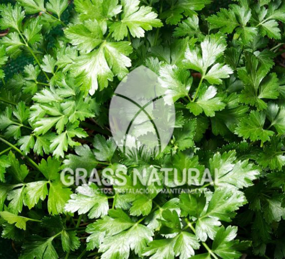 poner pasto en rollo,como plantar cesped en tierra dura,venta de grass natural en huancayo,grass americano,como hacer panes de cesped tipos de jardineria,jardineria cursos,servicio de jardineria,importancia de jardineria,jardineria herramientas,jardineria y plantas,jardineria y paisajismo,jardineria macetas,tipos de jardineria,jardineria cursos,servicio de jardineria,importancia de jardineria,jardineria herramientas,jardineria y plantas,jardineria y paisajismo,jardineria macetas,instalacion de grass sintetico pdf,como instalar grass sintetico,instalacion de grass natural,grass sintetico deportivo,grass sintetico decorativo,como colocar cesped sintetico para canchas,instalacion de grass sintetico sobre losa de concreto,procedimiento de instalacion de grass sintetico,como poner pasto natural,cómo preparar la tierra para poner pasto en rollo,como plantar cesped en tierra dura,venta de grass natural en huancayo,grass americano,como hacer panes de cesped caseros,como instalar grama,cesped en rollo,grass americano promart,grass americano descripcion,venta de grass americano en huachipa,grass japones,grass paspalum,grass americano chaclacayo,grass natural precio maestro,grass americano en lurin,grass paspalum lima,semilla grass paspalum,pasto paspalum caracteristicas,grass americano,grass bermuda,pasto paspalum precio,diferencia entre grass americano y paspalum,tipos de grass,semillas de cesped para jardin,pasto que no necesita corte,tipos de cesped para canchas de futbol,tipos de pasto para sombra,cesped caracteristicas,tipos de pasto san agustin,cesped natural para jardin,cesped kikuyo,como poner pasto natural,cómo preparar la tierra para caseros,como instalar grama,cesped en rollo,cómo preparar la tierra para poner pasto en rollo,como poner pasto en semilla,pasto alfombra natural,como sembrar pasto alfombra,cuidado del pasto en rollo recien plantado,instalacion de cesped natural,pasto sintetico,pasto chino cuidados,cómo preparar la tierra para poner pasto en rollo,como poner pasto en semilla,pasto alfombra natural,como sembrar pasto alfombra,cuidado del pasto en rollo recien plantado,instalacion de cesped natural,pasto sintetico,pasto chino cuidados,venta de plantas al por mayor,venta de plantas ornamentales en lima,venta de plantas de flores,venta de plantas en trujillo,venta de plantas por internet,venta de plantas en piura,viveros en lurin,viveros en lurin pachacamac,venta de plantas al por mayor,venta de plantas ornamentales en lima,viveros en lurin,viveros en la molina,viveros en lurin pachacamac,flor de loto venta peru,viveros en chorrillos ,venta de plantas online,venta de plantas al por mayor en lima,venta de plantas ornamentales,venta de plantas de flores,viveros en lurin,venta de plantas en magdalena,venta de plantas online,viveros en lurin pachacamac,viveros en la molina,venta de grass natural en lurin,venta de grass natural en puente piedra,grass natural precio maestro,venta de grass japones en lima,venta de grass natural en piura,venta de grass natural en comas,semilla de grass,venta de grass chino en lima,semilla grass bermuda black jack,grass americano,semillas de cesped para jardin,grass natural precio maestro,grass natural promart,crecimiento de grass,grass para parques,venta de cesped natural,venta de grass natural en lurin,venta de grass natural en puente piedra,grass natural precio maestro,venta de grass japones en lima,venta de grass natural en piura,venta de grass natural en comas,venta de grass sintetico,venta de grass chino en lima,venta de grass natural en lurin,venta de grass natural en puente piedra,grass natural precio maestro,venta de grass japones en lima,venta de grass natural en piura,venta de grass natural en comas,venta de grass sintetico,venta de grass chino en lima Para más información nos puedes llamar al 921 839 832 o escribirnos aI ventas@grassnatural.com
