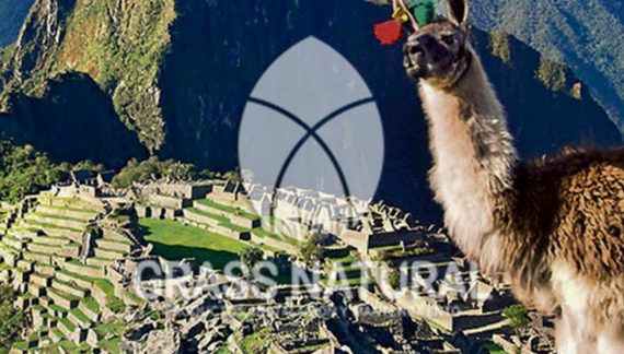tipos de jardineria,jardineria cursos,servicio de jardineria,importancia de jardineria,jardineria herramientas,jardineria y plantas,jardineria y paisajismo,jardineria macetas,tipos de jardineria,jardineria cursos,servicio de jardineria,importancia de jardineria,jardineria herramientas,jardineria y plantas,jardineria y paisajismo,jardineria macetas,instalacion de grass sintetico pdf,como instalar grass sintetico,instalacion de grass natural,grass sintetico deportivo,grass sintetico decorativo,como colocar cesped sintetico para canchas,instalacion de grass sintetico sobre losa de concreto,procedimiento de instalacion de grass sintetico,como poner pasto natural,cómo preparar la tierra para poner pasto en rollo,como plantar cesped en tierra dura,venta de grass natural en huancayo,grass americano,como hacer panes de cesped caseros,como instalar grama,cesped en rollo,grass americano promart,grass americano descripcion,venta de grass americano en huachipa,grass japones,grass paspalum,grass americano chaclacayo,grass natural precio maestro,grass americano en lurin,grass paspalum lima,semilla grass paspalum,pasto paspalum caracteristicas,grass americano,grass bermuda,pasto paspalum precio,diferencia entre grass americano y paspalum,tipos de grass,semillas de cesped para jardin,pasto que no necesita corte,tipos de cesped para canchas de futbol,tipos de pasto para sombra,cesped caracteristicas,tipos de pasto san agustin,cesped natural para jardin,cesped kikuyo,como poner pasto natural,cómo preparar la tierra para poner pasto en rollo,como plantar cesped en tierra dura,venta de grass natural en huancayo,grass americano,como hacer panes de cesped caseros,como instalar grama,cesped en rollo,cómo preparar la tierra para poner pasto en rollo,como poner pasto en semilla,pasto alfombra natural,como sembrar pasto alfombra,cuidado del pasto en rollo recien plantado,instalacion de cesped natural,pasto sintetico,pasto chino cuidados,cómo preparar la tierra para poner pasto en rollo,como poner pasto en semilla,pasto alfombra natural,como sembrar pasto alfombra,cuidado del pasto en rollo recien plantado,instalacion de cesped natural,pasto sintetico,pasto chino cuidados,venta de plantas al por mayor,venta de plantas ornamentales en lima,venta de plantas de flores,venta de plantas en trujillo,venta de plantas por internet,venta de plantas en piura,viveros en lurin,viveros en lurin pachacamac,venta de plantas al por mayor,venta de plantas ornamentales en lima,viveros en lurin,viveros en la molina,viveros en lurin pachacamac,flor de loto venta peru,viveros en chorrillos ,venta de plantas online,venta de plantas al por mayor en lima,venta de plantas ornamentales,venta de plantas de flores,viveros en lurin,venta de plantas en magdalena,venta de plantas online,viveros en lurin pachacamac,viveros en la molina,venta de grass natural en lurin,venta de grass natural en puente piedra,grass natural precio maestro,venta de grass japones en lima,venta de grass natural en piura,venta de grass natural en comas,semilla de grass,venta de grass chino en lima,semilla grass bermuda black jack,grass americano,semillas de cesped para jardin,grass natural precio maestro,grass natural promart,crecimiento de grass,grass para parques,venta de cesped natural,venta de grass natural en lurin,venta de grass natural en puente piedra,grass natural precio maestro,venta de grass japones en lima,venta de grass natural en piura,venta de grass natural en comas,venta de grass sintetico,venta de grass chino en lima,venta de grass natural en lurin,venta de grass natural en puente piedra,grass natural precio maestro,venta de grass japones en lima,venta de grass natural en piura,venta de grass natural en comas,venta de grass sintetico,venta de grass chino en lima
