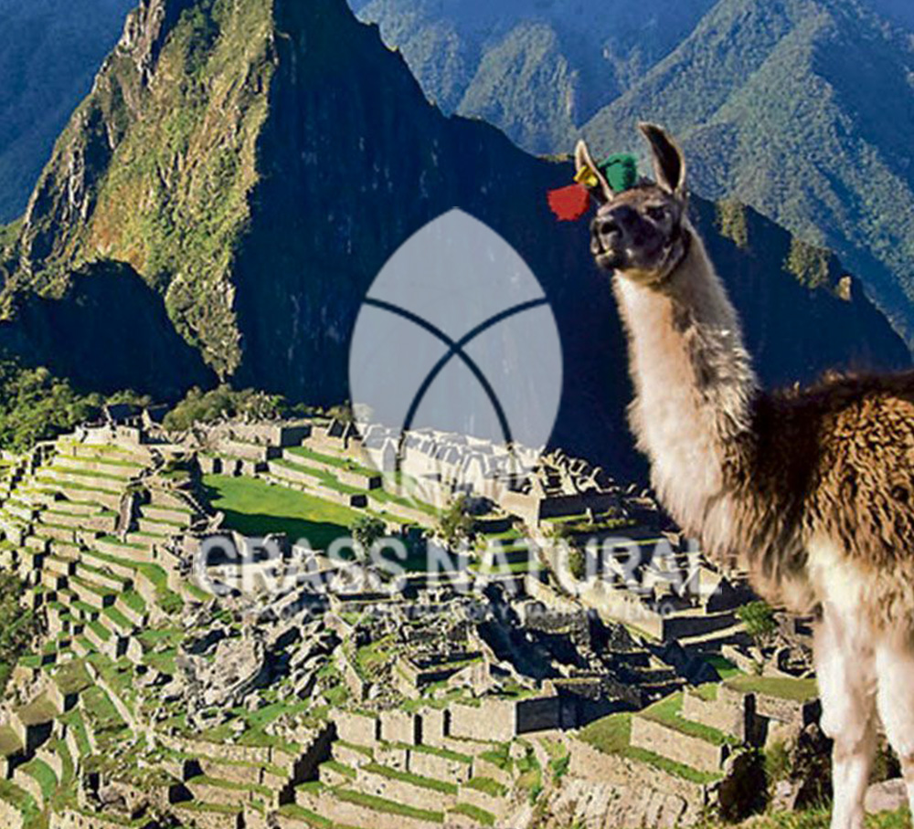 tipos de jardineria,jardineria cursos,servicio de jardineria,importancia de jardineria,jardineria herramientas,jardineria y plantas,jardineria y paisajismo,jardineria macetas,tipos de jardineria,jardineria cursos,servicio de jardineria,importancia de jardineria,jardineria herramientas,jardineria y plantas,jardineria y paisajismo,jardineria macetas,instalacion de grass sintetico pdf,como instalar grass sintetico,instalacion de grass natural,grass sintetico deportivo,grass sintetico decorativo,como colocar cesped sintetico para canchas,instalacion de grass sintetico sobre losa de concreto,procedimiento de instalacion de grass sintetico,como poner pasto natural,cómo preparar la tierra para poner pasto en rollo,como plantar cesped en tierra dura,venta de grass natural en huancayo,grass americano,como hacer panes de cesped caseros,como instalar grama,cesped en rollo,grass americano promart,grass americano descripcion,venta de grass americano en huachipa,grass japones,grass paspalum,grass americano chaclacayo,grass natural precio maestro,grass americano en lurin,grass paspalum lima,semilla grass paspalum,pasto paspalum caracteristicas,grass americano,grass bermuda,pasto paspalum precio,diferencia entre grass americano y paspalum,tipos de grass,semillas de cesped para jardin,pasto que no necesita corte,tipos de cesped para canchas de futbol,tipos de pasto para sombra,cesped caracteristicas,tipos de pasto san agustin,cesped natural para jardin,cesped kikuyo,como poner pasto natural,cómo preparar la tierra para poner pasto en rollo,como plantar cesped en tierra dura,venta de grass natural en huancayo,grass americano,como hacer panes de cesped caseros,como instalar grama,cesped en rollo,cómo preparar la tierra para poner pasto en rollo,como poner pasto en semilla,pasto alfombra natural,como sembrar pasto alfombra,cuidado del pasto en rollo recien plantado,instalacion de cesped natural,pasto sintetico,pasto chino cuidados,cómo preparar la tierra para poner pasto en rollo,como poner pasto en semilla,pasto alfombra natural,como sembrar pasto alfombra,cuidado del pasto en rollo recien plantado,instalacion de cesped natural,pasto sintetico,pasto chino cuidados,venta de plantas al por mayor,venta de plantas ornamentales en lima,venta de plantas de flores,venta de plantas en trujillo,venta de plantas por internet,venta de plantas en piura,viveros en lurin,viveros en lurin pachacamac,venta de plantas al por mayor,venta de plantas ornamentales en lima,viveros en lurin,viveros en la molina,viveros en lurin pachacamac,flor de loto venta peru,viveros en chorrillos ,venta de plantas online,venta de plantas al por mayor en lima,venta de plantas ornamentales,venta de plantas de flores,viveros en lurin,venta de plantas en magdalena,venta de plantas online,viveros en lurin pachacamac,viveros en la molina,venta de grass natural en lurin,venta de grass natural en puente piedra,grass natural precio maestro,venta de grass japones en lima,venta de grass natural en piura,venta de grass natural en comas,semilla de grass,venta de grass chino en lima,semilla grass bermuda black jack,grass americano,semillas de cesped para jardin,grass natural precio maestro,grass natural promart,crecimiento de grass,grass para parques,venta de cesped natural,venta de grass natural en lurin,venta de grass natural en puente piedra,grass natural precio maestro,venta de grass japones en lima,venta de grass natural en piura,venta de grass natural en comas,venta de grass sintetico,venta de grass chino en lima,venta de grass natural en lurin,venta de grass natural en puente piedra,grass natural precio maestro,venta de grass japones en lima,venta de grass natural en piura,venta de grass natural en comas,venta de grass sintetico,venta de grass chino en lima