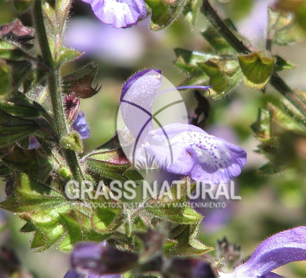 poner pasto en rollo,como plantar cesped en tierra dura,venta de grass natural en huancayo,grass americano,como hacer panes de cesped tipos de jardineria,jardineria cursos,servicio de jardineria,importancia de jardineria,jardineria herramientas,jardineria y plantas,jardineria y paisajismo,jardineria macetas,tipos de jardineria,jardineria cursos,servicio de jardineria,importancia de jardineria,jardineria herramientas,jardineria y plantas,jardineria y paisajismo,jardineria macetas,instalacion de grass sintetico pdf,como instalar grass sintetico,instalacion de grass natural,grass sintetico deportivo,grass sintetico decorativo,como colocar cesped sintetico para canchas,instalacion de grass sintetico sobre losa de concreto,procedimiento de instalacion de grass sintetico,como poner pasto natural,cómo preparar la tierra para poner pasto en rollo,como plantar cesped en tierra dura,venta de grass natural en huancayo,grass americano,como hacer panes de cesped caseros,como instalar grama,cesped en rollo,grass americano promart,grass americano descripcion,venta de grass americano en huachipa,grass japones,grass paspalum,grass americano chaclacayo,grass natural precio maestro,grass americano en lurin,grass paspalum lima,semilla grass paspalum,pasto paspalum caracteristicas,grass americano,grass bermuda,pasto paspalum precio,diferencia entre grass americano y paspalum,tipos de grass,semillas de cesped para jardin,pasto que no necesita corte,tipos de cesped para canchas de futbol,tipos de pasto para sombra,cesped caracteristicas,tipos de pasto san agustin,cesped natural para jardin,cesped kikuyo,como poner pasto natural,cómo preparar la tierra para caseros,como instalar grama,cesped en rollo,cómo preparar la tierra para poner pasto en rollo,como poner pasto en semilla,pasto alfombra natural,como sembrar pasto alfombra,cuidado del pasto en rollo recien plantado,instalacion de cesped natural,pasto sintetico,pasto chino cuidados,cómo preparar la tierra para poner pasto en rollo,como poner pasto en semilla,pasto alfombra natural,como sembrar pasto alfombra,cuidado del pasto en rollo recien plantado,instalacion de cesped natural,pasto sintetico,pasto chino cuidados,venta de plantas al por mayor,venta de plantas ornamentales en lima,venta de plantas de flores,venta de plantas en trujillo,venta de plantas por internet,venta de plantas en piura,viveros en lurin,viveros en lurin pachacamac,venta de plantas al por mayor,venta de plantas ornamentales en lima,viveros en lurin,viveros en la molina,viveros en lurin pachacamac,flor de loto venta peru,viveros en chorrillos ,venta de plantas online,venta de plantas al por mayor en lima,venta de plantas ornamentales,venta de plantas de flores,viveros en lurin,venta de plantas en magdalena,venta de plantas online,viveros en lurin pachacamac,viveros en la molina,venta de grass natural en lurin,venta de grass natural en puente piedra,grass natural precio maestro,venta de grass japones en lima,venta de grass natural en piura,venta de grass natural en comas,semilla de grass,venta de grass chino en lima,semilla grass bermuda black jack,grass americano,semillas de cesped para jardin,grass natural precio maestro,grass natural promart,crecimiento de grass,grass para parques,venta de cesped natural,venta de grass natural en lurin,venta de grass natural en puente piedra,grass natural precio maestro,venta de grass japones en lima,venta de grass natural en piura,venta de grass natural en comas,venta de grass sintetico,venta de grass chino en lima,venta de grass natural en lurin,venta de grass natural en puente piedra,grass natural precio maestro,venta de grass japones en lima,venta de grass natural en piura,venta de grass natural en comas,venta de grass sintetico,venta de grass chino en lima Para más información nos puedes llamar al 921 839 832 o escribirnos aI ventas@grassnatural.com
