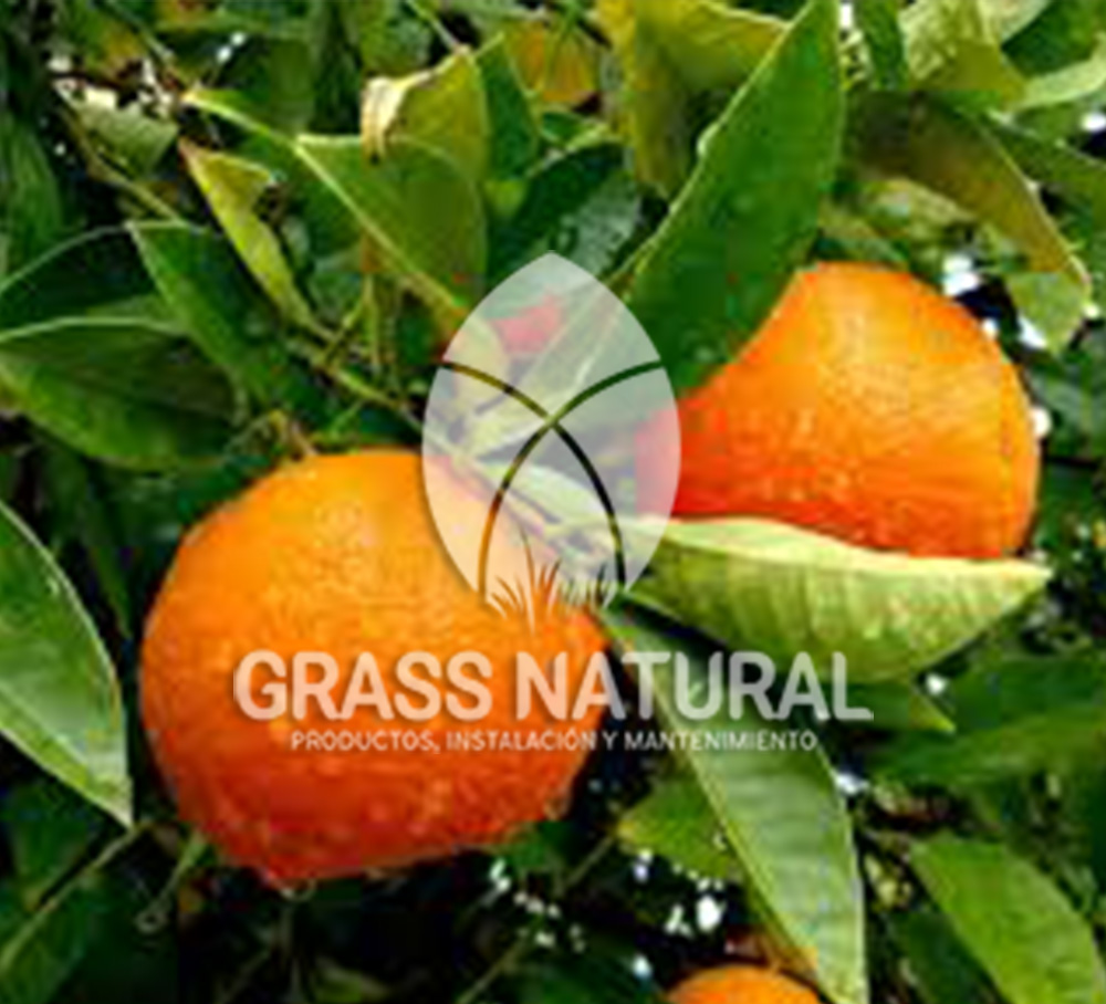 tipos de jardineria,jardineria cursos,servicio de jardineria,importancia de jardineria,jardineria herramientas,jardineria y plantas,jardineria y paisajismo,jardineria macetas,tipos de jardineria,jardineria cursos,servicio de jardineria,importancia de jardineria,jardineria herramientas,jardineria y plantas,jardineria y paisajismo,jardineria macetas,instalacion de grass sintetico pdf,como instalar grass sintetico,instalacion de grass natural,grass sintetico deportivo,grass sintetico decorativo,como colocar cesped sintetico para canchas,instalacion de grass sintetico sobre losa de concreto,procedimiento de instalacion de grass sintetico,como poner pasto natural,cómo preparar la tierra para poner pasto en rollo,como plantar cesped en tierra dura,venta de grass natural en huancayo,grass americano,como hacer panes de cesped caseros,como instalar grama,cesped en rollo,grass americano promart,grass americano descripcion,venta de grass americano en huachipa,grass japones,grass paspalum,grass americano chaclacayo,grass natural precio maestro,grass americano en lurin,grass paspalum lima,semilla grass paspalum,pasto paspalum caracteristicas,grass americano,grass bermuda,pasto paspalum precio,diferencia entre grass americano y paspalum,tipos de grass,semillas de cesped para jardin,pasto que no necesita corte,tipos de cesped para canchas de futbol,tipos de pasto para sombra,cesped caracteristicas,tipos de pasto san agustin,cesped natural para jardin,cesped kikuyo,como poner pasto natural,cómo preparar la tierra para poner pasto en rollo,como plantar cesped en tierra dura,venta de grass natural en huancayo,grass americano,como hacer panes de cesped caseros,como instalar grama,cesped en rollo,cómo preparar la tierra para poner pasto en rollo,como poner pasto en semilla,pasto alfombra natural,como sembrar pasto alfombra,cuidado del pasto en rollo recien plantado,instalacion de cesped natural,pasto sintetico,pasto chino cuidados,cómo preparar la tierra para poner pasto en rollo,como poner pasto en semilla,pasto alfombra natural,como sembrar pasto alfombra,cuidado del pasto en rollo recien plantado,instalacion de cesped natural,pasto sintetico,pasto chino cuidados,venta de plantas al por mayor,venta de plantas ornamentales en lima,venta de plantas de flores,venta de plantas en trujillo,venta de plantas por internet,venta de plantas en piura,viveros en lurin,viveros en lurin pachacamac,venta de plantas al por mayor,venta de plantas ornamentales en lima,viveros en lurin,viveros en la molina,viveros en lurin pachacamac,flor de loto venta peru,viveros en chorrillos ,venta de plantas online,venta de plantas al por mayor en lima,venta de plantas ornamentales,venta de plantas de flores,viveros en lurin,venta de plantas en magdalena,venta de plantas online,viveros en lurin pachacamac,viveros en la molina,venta de grass natural en lurin,venta de grass natural en puente piedra,grass natural precio maestro,venta de grass japones en lima,venta de grass natural en piura,venta de grass natural en comas,semilla de grass,venta de grass chino en lima,semilla grass bermuda black jack,grass americano,semillas de cesped para jardin,grass natural precio maestro,grass natural promart,crecimiento de grass,grass para parques,venta de cesped natural,venta de grass natural en lurin,venta de grass natural en puente piedra,grass natural precio maestro,venta de grass japones en lima,venta de grass natural en piura,venta de grass natural en comas,venta de grass sintetico,venta de grass chino en lima,venta de grass natural en lurin,venta de grass natural en puente piedra,grass natural precio maestro,venta de grass japones en lima,venta de grass natural en piura,venta de grass natural en comas,venta de grass sintetico,venta de grass chino en lima
